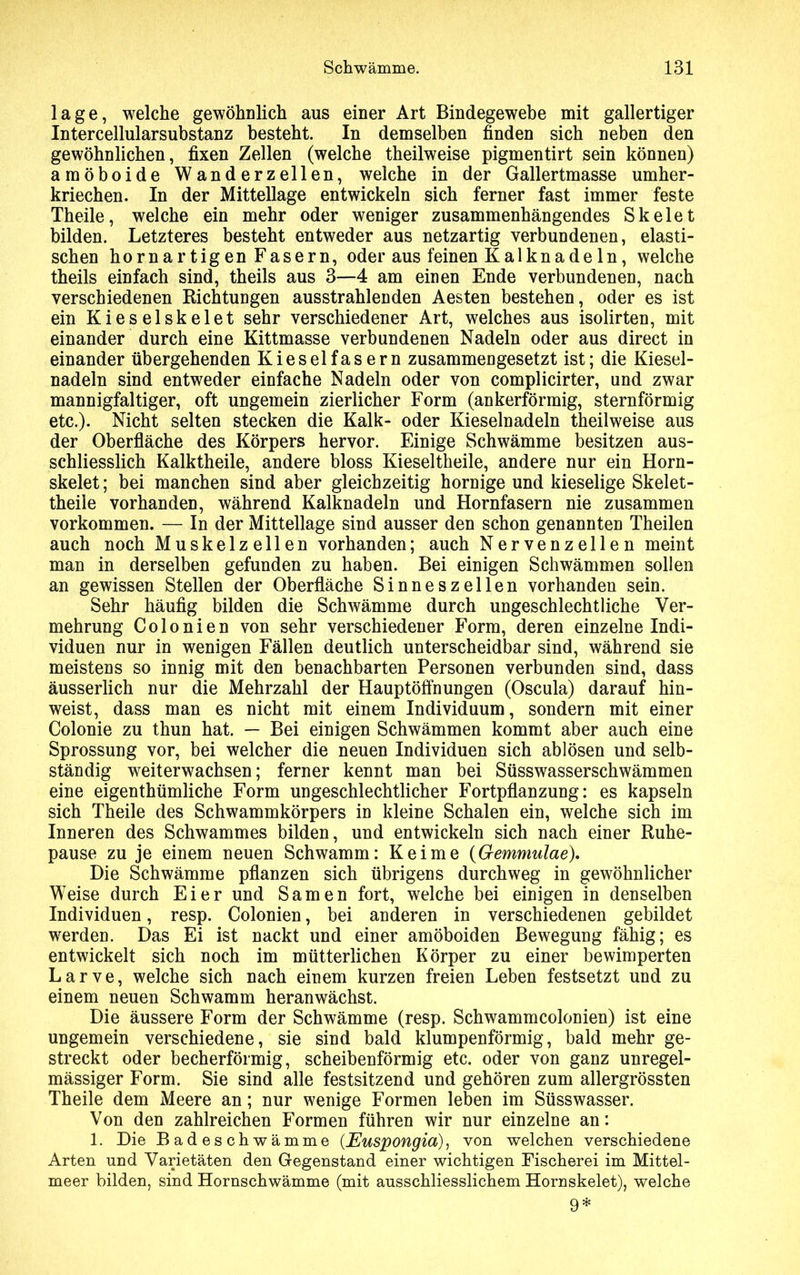 läge, welche gewöhnlich aus einer Art Bindegewebe mit gallertiger Intercellularsubstanz besteht. In demselben finden sich neben den gewöhnlichen, fixen Zellen (welche theilweise pigmentirt sein können) amöboide Wanderzellen, welche in der Gallertmasse umher- kriechen. In der Mittellage entwickeln sich ferner fast immer feste Theile, welche ein mehr oder weniger zusammenhängendes Skelet bilden. Letzteres besteht entweder aus netzartig verbundenen, elasti- schen hornartigen Fasern, oder aus feinen Kal kn ade ln, welche theils einfach sind, theils aus 3—4 am einen Ende verbundenen, nach verschiedenen Richtungen ausstrahlenden Aesten bestehen, oder es ist ein Kieselskelet sehr verschiedener Art, welches aus isolirten, mit einander durch eine Kittmasse verbundenen Nadeln oder aus direct in einander übergehenden Kieselfasern zusammengesetzt ist; die Kiesel- nadeln sind entweder einfache Nadeln oder von complicirter, und zwar mannigfaltiger, oft ungemein zierlicher Form (ankerförmig, sternförmig etc.). Nicht selten stecken die Kalk- oder Kieselnadeln theilweise aus der Oberfläche des Körpers hervor. Einige Schwämme besitzen aus- schliesslich Kalktheile, andere bloss Kieseltheile, andere nur ein Horn- skelet; bei manchen sind aber gleichzeitig hornige und kieselige Skelet- theile vorhanden, während Kalknadeln und Hornfasern nie zusammen Vorkommen. — In der Mittellage sind ausser den schon genannten Theilen auch noch Muskelzellen vorhanden; auch Nervenzellen meint man in derselben gefunden zu haben. Bei einigen Schwämmen sollen an gewissen Stellen der Oberfläche Sinneszellen vorhanden sein. Sehr häufig bilden die Schwämme durch ungeschlechtliche Ver- mehrung Colonien von sehr verschiedener Form, deren einzelne Indi- viduen nur in wenigen Fällen deutlich unterscheidbar sind, während sie meistens so innig mit den benachbarten Personen verbunden sind, dass äusserlich nur die Mehrzahl der Hauptöffnungen (Oscula) darauf hin- weist, dass man es nicht mit einem Individuum, sondern mit einer Colonie zu thun hat. — Bei einigen Schwämmen kommt aber auch eine Sprossung vor, bei welcher die neuen Individuen sich ablösen und selb- ständig weiterwachsen; ferner kennt man bei Süsswasserschwämmen eine eigenthümliche Form ungeschlechtlicher Fortpflanzung: es kapseln sich Theile des Schwammkörpers in kleine Schalen ein, welche sich im Inneren des Schwammes bilden, und entwickeln sich nach einer Ruhe- pause zu je einem neuen Schwamm: Keime (Gemmulae). Die Schwämme pflanzen sich übrigens durchweg in gewöhnlicher Weise durch Eier und Samen fort, welche bei einigen in denselben Individuen, resp. Colonien, bei anderen in verschiedenen gebildet werden. Das Ei ist nackt und einer amöboiden Bewegung fähig; es entwickelt sich noch im mütterlichen Körper zu einer bewimperten Larve, welche sich nach einem kurzen freien Leben festsetzt und zu einem neuen Schwamm heranwächst. Die äussere Form der Schwämme (resp. Schwammcolonien) ist eine ungemein verschiedene, sie sind bald klumpenförmig, bald mehr ge- streckt oder becherförmig, scheibenförmig etc. oder von ganz unregel- mässiger Form. Sie sind alle festsitzend und gehören zum allergrössten Theile dem Meere an; nur wenige Formen leben im Süsswasser. Von den zahlreichen Formen führen wir nur einzelne an: 1. Die Badeschwämme (JEuspongia), von welchen verschiedene Arten und Varietäten den Gegenstand einer wichtigen Fischerei im Mittel- meer bilden, sind Hornschwämme (mit ausschliesslichem Hornskelet), welche 9*