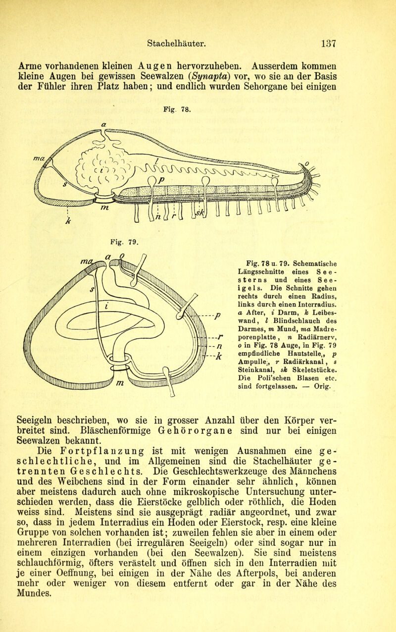 Arme vorhandenen kleinen Augen hervorzuheben. Ausserdem kommen kleine Augen bei gewissen Seewalzen (Synapta) vor, wo sie an der Basis der Fühler ihren Platz haben; und endlich wurden Sehorgane bei einigen Fig. 78. a Fig. 79. Fig. 78 u. 79. Schematische Längsschnitte eines See- sterns und eines See- igels. Die Schnitte gehen rechts durch einen Radius, links durch einen Interradius. a After, i Darm, k Leibes- wand , l Blindschlauch des Darmes, m Mund, ma Madre- porenplatte, n Radiärnerv, o in Fig. 78 Auge, in Fig. 79 empfindliche Hautstellef, p Ampulle;, r Radiärkanal, s Steinkanal, sk Skeletstücke. Die Poli’schen Blasen etc. sind fortgelassen. — Orig. Seeigeln beschrieben, wo sie in grosser Anzahl über den Körper ver- breitet sind. Bläschenförmige Gehörorgane sind nur bei einigen Seewalzen bekannt. Die Fortpflanzung ist mit wenigen Ausnahmen eine ge- schlechtliche, und im Allgemeinen sind die Stachelhäuter ge- trennten Geschlechts. Die Geschlechtswerkzeuge des Männchens und des Weibchens sind in der Form einander sehr ähnlich, können aber meistens dadurch auch ohne mikroskopische Untersuchung unter- schieden werden, dass die Eierstöcke gelblich oder röthlich, die Hoden weiss sind. Meistens sind sie ausgeprägt radiär angeordnet, und zwar so, dass in jedem Interradius ein Hoden oder Eierstock, resp. eine kleine Gruppe von solchen vorhanden ist; zuweilen fehlen sie aber in einem oder mehreren Interradien (bei irregulären Seeigeln) oder sind sogar nur in einem einzigen vorhanden (bei den Seewalzen). Sie sind meistens schlauchförmig, öfters verästelt und öffnen sich in den Interradien mit je einer Oeff'nung, bei einigen in der Nähe des Afterpols, bei anderen mehr oder weniger von diesem entfernt oder gar in der Nähe des Mundes.