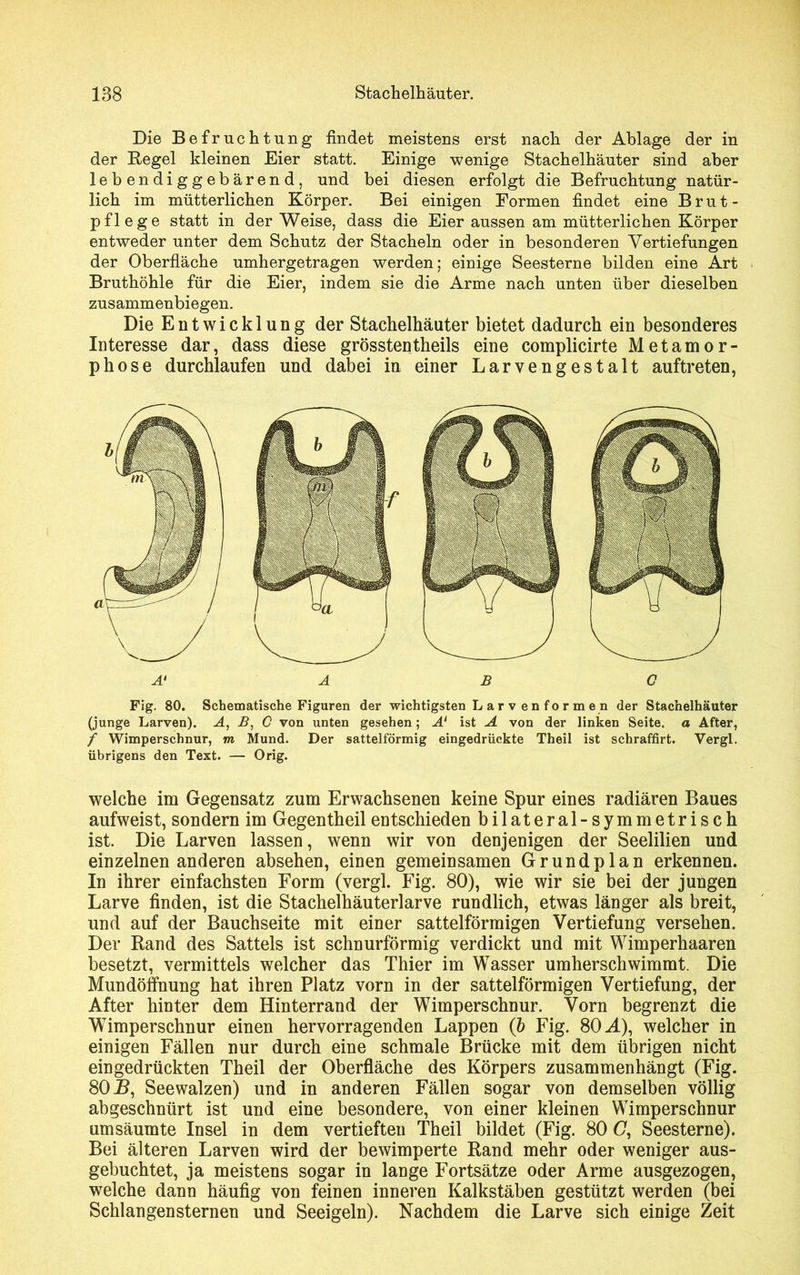 Die Befruchtung findet meistens erst nach der Ablage der in der Regel kleinen Eier statt. Einige wenige Stachelhäuter sind aber lebendiggebärend, und bei diesen erfolgt die Befruchtung natür- lich im mütterlichen Körper. Bei einigen Formen findet eine Brut- pflege statt in der Weise, dass die Eier aussen am mütterlichen Körper entweder unter dem Schutz der Stacheln oder in besonderen Vertiefungen der Oberfläche umhergetragen werden; einige Seesterne bilden eine Art Bruthöhle für die Eier, indem sie die Arme nach unten über dieselben zusammenbiegen. Die Entwicklung der Stachelhäuter bietet dadurch ein besonderes Interesse dar, dass diese grösstentheils eine complicirte Metamor- phose durchlaufen und dabei in einer Larven gestalt auftreten, Fig. 80. Schematische Figuren der wichtigsten L a r v e n f o r m e n der Stachelhäuter (junge Larven). A, B, C von unten gesehen; A1 ist A von der linken Seite, a After, / Wimperschnur, m Mund. Der sattelförmig eingedrückte Theil ist schraffirt. Vergl. übrigens den Text. — Orig. welche im Gegensatz zum Erwachsenen keine Spur eines radiären Baues aufweist, sondern im Gegen theil entschieden bilateral-symmetrisch ist. Die Larven lassen, wenn wir von denjenigen der Seelilien und einzelnen anderen absehen, einen gemeinsamen Grundplan erkennen. In ihrer einfachsten Form (vergl. Fig. 80), wie wir sie bei der jungen Larve finden, ist die Stachelhäuterlarve rundlich, etwas länger als breit, und auf der Bauchseite mit einer sattelförmigen Vertiefung versehen. Der Rand des Sattels ist schnurförmig verdickt und mit Wimperhaaren besetzt, vermittels welcher das Thier im Wasser umherschwimmt. Die Mundöffnung hat ihren Platz vorn in der sattelförmigen Vertiefung, der After hinter dem Hinterrand der Wimperschnur. Vorn begrenzt die Wimperschnur einen hervorragenden Lappen (b Fig. 80 A), welcher in einigen Fällen nur durch eine schmale Brücke mit dem übrigen nicht eingedrückten Theil der Oberfläche des Körpers zusammenhängt (Fig. 80 S, Seewalzen) und in anderen Fällen sogar von demselben völlig abgeschnürt ist und eine besondere, von einer kleinen Wimperschnur um säumte Insel in dem vertieften Theil bildet (Fig. 80 C, Seesterne). Bei älteren Larven wird der bewimperte Rand mehr oder weniger aus- gebuchtet, ja meistens sogar in lange Fortsätze oder Arme ausgezogen, welche dann häufig von feinen inneren Kalkstäben gestützt werden (bei Schlangensternen und Seeigeln). Nachdem die Larve sich einige Zeit