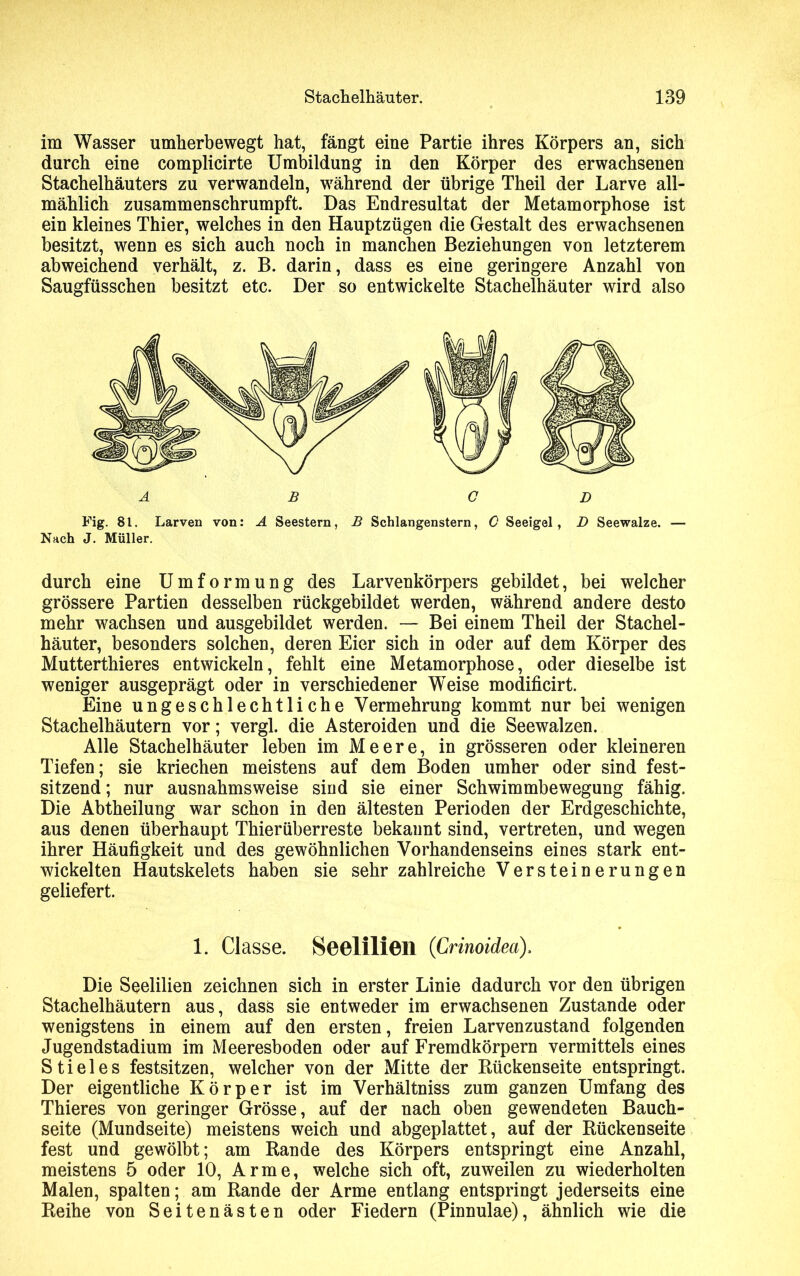 im Wasser umherbewegt hat, fängt eine Partie ihres Körpers an, sich durch eine complicirte Umbildung in den Körper des erwachsenen Stachelhäuters zu verwandeln, während der übrige Theil der Larve all- mählich zusammenschrumpft. Das Endresultat der Metamorphose ist ein kleines Thier, welches in den Hauptzügen die Gestalt des erwachsenen besitzt, wenn es sich auch noch in manchen Beziehungen von letzterem abweichend verhält, z. B. darin, dass es eine geringere Anzahl von Saugfüsschen besitzt etc. Der so entwickelte Stachelhäuter wird also Fig. 81. Larven von: A Seestern, B Schlangenstern, 0 Seeigel, D Seewalze. — Nach J. Müller. durch eine Umformung des Larvenkörpers gebildet, bei welcher grössere Partien desselben rückgebildet werden, während andere desto mehr wachsen und ausgebildet werden. — Bei einem Theil der Stachel- häuter, besonders solchen, deren Eier sich in oder auf dem Körper des Mutterthieres entwickeln, fehlt eine Metamorphose, oder dieselbe ist weniger ausgeprägt oder in verschiedener Weise modificirt. Eine ungeschlechtliche Vermehrung kommt nur bei wenigen Stachelhäutern vor; vergl. die Asteroiden und die Seewalzen. Alle Stachelhäuter leben im Meere, in grösseren oder kleineren Tiefen; sie kriechen meistens auf dem Boden umher oder sind fest- sitzend ; nur ausnahmsweise sind sie einer Schwimmbewegung fähig. Die Abtheilung war schon in den ältesten Perioden der Erdgeschichte, aus denen überhaupt Thierüberreste bekannt sind, vertreten, und wegen ihrer Häufigkeit und des gewöhnlichen Vorhandenseins eines stark ent- wickelten Hautskelets haben sie sehr zahlreiche Versteinerungen geliefert. 1. Classe. Soelilioil (Crinoidea). Die Seelilien zeichnen sich in erster Linie dadurch vor den übrigen Stachelhäutern aus, dass sie entweder im erwachsenen Zustande oder wenigstens in einem auf den ersten, freien Larvenzustand folgenden Jugendstadium im Meeresboden oder auf Fremdkörpern vermittels eines Stieles festsitzen, welcher von der Mitte der Rückenseite entspringt. Der eigentliche Körper ist im Verhältniss zum ganzen Umfang des Thieres von geringer Grösse, auf der nach oben gewendeten Bauch- seite (Mundseite) meistens weich und abgeplattet, auf der Rückenseite fest und gewölbt; am Rande des Körpers entspringt eine Anzahl, meistens 5 oder 10, Arme, welche sich oft, zuweilen zu wiederholten Malen, spalten; am Rande der Arme entlang entspringt jederseits eine Reihe von Seitenästen oder Fiedern (Pinnulae), ähnlich wie die
