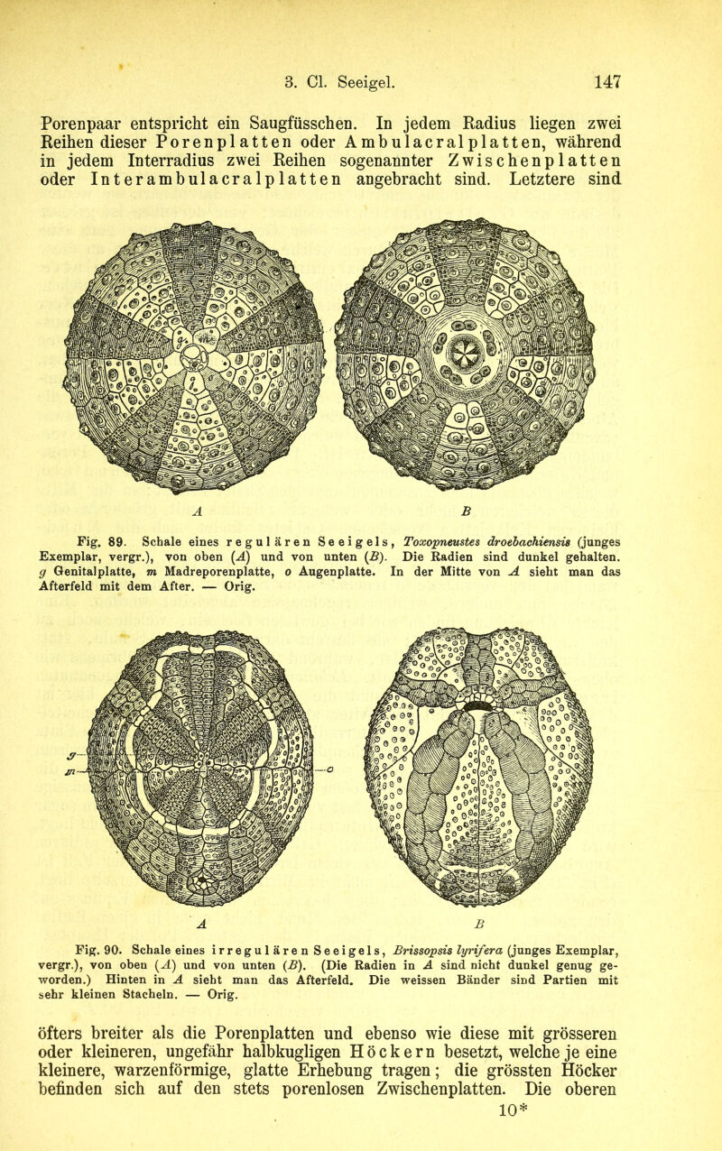 Porenpaar entspricht ein Saugfüsschen. In jedem Radius liegen zwei Reihen dieser Porenplatten oder Ambulacralplatten, während in jedem Interradius zwei Reihen sogenannter Zwischenplatten oder Interambulacralplatten angebracht sind. Letztere sind A B Fig. 89. Schale eines regulären Seeigels, Toxopneustes droebachiensis (junges Exemplar, vergr.), von oben (A) und von unten (B). Die Radien sind dunkel gehalten. g Genitalplatte, m Madreporenplatte, o Augenplatte. In der Mitte von A sieht man das Afterfeld mit dem After. — Orig. A B Fig. 90. Schale eines irregulären Seeigels, Brissopsis lyrifera (junges Exemplar, vergr.), von oben (A) und von unten (B). (Die Radien in A sind nicht dunkel genug ge- worden.) Hinten in A sieht man das Afterfeld. Die weissen Bänder sind Partien mit sehr kleinen Stacheln. — Orig. öfters breiter als die Porenplatten und ebenso wie diese mit grösseren oder kleineren, ungefähr halbkugligen Höckern besetzt, welche je eine kleinere, warzenförmige, glatte Erhebung tragen; die grössten Höcker befinden sich auf den stets porenlosen Zwischenplatten. Die oberen 10*