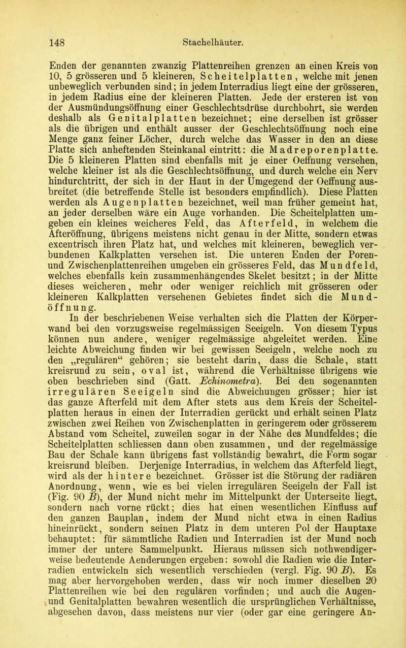 Enden der genannten zwanzig Plattenreihen grenzen an einen Kreis von 10, 5 grösseren und 5 kleineren, Scheitel platten, welche mit jenen unbeweglich verbunden sind; in jedem Interradius liegt eine der grösseren, in jedem Radius eine der kleineren Platten. Jede der ersteren ist von der Ausmündungsöffnung einer Geschlechtsdrüse durchbohrt, sie werden deshalb als Genitalplatten bezeichnet; eine derselben ist grösser als die übrigen und enthält ausser der Geschlechtsöffnung noch eine Menge ganz feiner Löcher, durch welche das Wasser in den an diese Platte sich anheftenden Steinkanal ein tritt: die Madreporenplatte. Die 5 kleineren Platten sind ebenfalls mit je einer Oeffnung versehen, welche kleiner ist als die Geschlechtsöffnung, und durch welche ein Nerv hindurchtritt, der sich in der Haut in der Umgegend der Oeffnung aus- breitet (die betreffende Stelle ist besonders empfindlich). Diese Platten werden als Augenplatten bezeichnet, weil man früher gemeint hat, an jeder derselben wäre ein Auge vorhanden. Die Scheitelplatten um- geben ein kleines weicheres Feld, das Afterfeld, in welchem die Afteröffnung, übrigens meistens nicht genau in der Mitte, sondern etwas excentrisch ihren Platz hat, und welches mit kleineren, beweglich ver- bundenen Kalkplatten versehen ist. Die unteren Enden der Poren- und Zwischenplattenreihen umgeben ein grösseres Feld, das Mun dfeld, welches ebenfalls kein zusammenhängendes Skelet besitzt; in der Mitte dieses weicheren, mehr oder weniger reichlich mit grösseren oder kleineren Kalkplatten versehenen Gebietes findet sich die Mund- öffnung. In der beschriebenen Weise verhalten sich die Platten der Körper- wand bei den vorzugsweise regelmässigen Seeigeln. Von diesem Typus können nun andere, weniger regelmässige abgeleitet werden. Eine leichte Abweichung finden wir bei gewissen Seeigeln, welche noch zu den „regulären“ gehören; sie besteht darin, dass die Schale, statt kreisrund zu sein, oval ist, während die Verhältnisse übrigens wie oben beschrieben sind (Gatt. Echinometra). Bei den sogenannten irregulären Seeigeln sind die Abweichungen grösser; hier ist das ganze Afterfeld mit dem After stets aus dem Kreis der Scheitel- platten heraus in einen der Interradien gerückt und erhält seinen Platz zwischen zwei Reihen von Zwischenplatten in geringerem oder grösserem Abstand vom Scheitel, zuweilen sogar in der Nähe des Mundfeldes; die Scheitelplatten schliessen dann oben zusammen, und der regelmässige Bau der Schale kann übrigens fast vollständig bewahrt, die Form sogar kreisrund bleiben. Derjenige Interradius, in welchem das Afterfeld liegt, wird als der hintere bezeichnet. Grösser ist die Störung der radiären Anordnung, wenn, wie es bei vielen irregulären Seeigeln der Fall ist (Fig. 90 B), der Mund nicht mehr im Mittelpunkt der Unterseite liegt, sondern nach vorne rückt; dies hat einen wesentlichen Einfluss auf den ganzen Bauplan, indem der Mund nicht etwa in einen Radius hineinrückt, sondern seinen Platz in dem unteren Pol der Hauptaxe behauptet: für sämmtliche Radien und Interradien ist der Mund noch immer der untere Sammelpunkt. Hieraus müssen sich nothwendiger- weise bedeutende Aenderungen ergeben: sowohl die Radien wie die Inter- radien entwickeln sich wesentlich verschieden (vergl. Fig. 90 B). Es mag aber hervorgeboben werden, dass wir noch immer dieselben 20 Plattenreihen wie bei den regulären vorfinden; und auch die Augen- und Genitalplatten bewahren wesentlich die ursprünglichen Verhältnisse, abgesehen davon, dass meistens nur vier (oder gar eine geringere An-