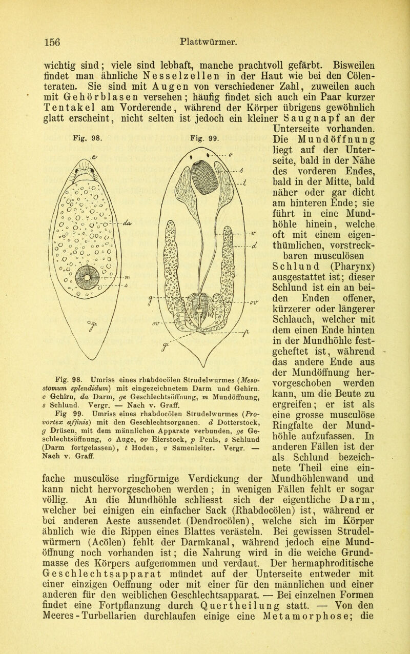 Fig. 98. wichtig sind; viele sind lebhaft, manche prachtvoll gefärbt. Bisweilen findet man ähnliche Nesselzellen in der Haut wie bei den Cölen- teraten. Sie sind mit Augen von verschiedener Zahl, zuweilen auch mit Gehörblasen versehen; häufig findet sich auch ein Paar kurzer Tentakel am Yorderende, während der Körper übrigens gewöhnlich glatt erscheint, nicht selten ist jedoch ein kleiner Saugnapf an der Unterseite vorhanden. FJg- 99- Die Mundöffnung liegt auf der Unter- seite, bald in der Nähe des vorderen Endes, bald in der Mitte, bald näher oder gar dicht am hinteren Ende; sie führt in eine Mund- höhle hinein, welche oft mit einem eigen- tümlichen, vorstreck- baren musculösen Schlund (Pharynx) ausgestattet ist; dieser Schlund ist ein an bei- den Enden offener, kürzerer oder längerer Schlauch, welcher mit dem einen Ende hinten in der Mundhöhle fest- geheftet ist, während das andere Ende aus der Mundöffnung her- vorgeschoben werden kann, um die Beute zu ergreifen; er ist als eine grosse musculöse Ringfalte der Mund- höhle aufzufassen. In anderen Fällen ist der als Schlund bezeich- Fig. 98. Umriss eines rbabdoeölen Strudelwurmes (Meso- stomum splendidum) mit eingezeichnetem Darm und Gehirn. c Gehirn, da Darm, ge Geschlechtsöffuung, m Mundöffnung, s Schlund. Vergr. — Nach v. Graff. Fig 99- Umriss eines rhabdocölen Strudelwurmes (Pro- vortex affinis) mit den Geschlechtsorganen, d Dotterstock, g Drüsen, mit dem männlichen Apparate verbunden, ge Ge- schlechtsöffnung, o Auge, ov Eierstock, p Penis, s Schlund (Darm fortgelassen), t Hoden, v Samenleiter. Vergr. — Nach v. Graff. nete Theil eine ein- fache musculöse ringförmige Verdickung der Mundhöhlenwand und kann nicht hervorgeschoben werden ; in wenigen Fällen fehlt er sogar völlig. An die Mundhöhle schliesst sich der eigentliche Darm, welcher bei einigen ein einfacher Sack (Rhabdocölen) ist, während er bei anderen Aeste aussendet (Dendrocölen), welche sich im Körper ähnlich wie die Rippen eines Blattes verästeln. Bei gewissen Strudel- würmern (Acölen) fehlt der Darmkanal, während jedoch eine Mund- öffnung noch vorhanden ist; die Nahrung wird in die weiche Grund- masse des Körpers aufgenommen und verdaut. Der hermaphroditische Geschlechtsapparat mündet auf der Unterseite entweder mit einer einzigen Oeffnung oder mit einer für den männlichen und einer anderen für den weiblichen Geschlechtsapparat. — Bei einzelnen Formen findet eine Fortpflanzung durch Quertheilung statt. — Von den Meeres - Turbellarien durchlaufen einige eine Metamorphose; die