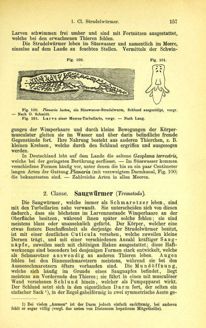 Larven schwimmen frei umher und sind mit Fortsätzen ausgestattet, welche bei den erwachsenen Thieren fehlen. Die Strudelwürmer leben im Süsswasser und namentlich im Meere, einzelne auf dem Lande an feuchten Stellen. Vermittels der Schwin- Fig. 100. Fig. 101. Fig. 100. Planaria lactea, ein Süsswasser-Strudelwurm, Schlund ausgestülpt, vergr. — Nach O. Schmidt. Fig. 101. Larve einer Meeres-Turbellarie, vergr. — Nach Lang. gungen der Wimperhaare und durch kleine Bewegungen der Körper- musculatur gleiten sie im Wasser und über darin befindliche fremde Gegenstände fort. Ihre Nahrung besteht aus anderen Thierchen, z. B. kleinen Krebsen, welche durch den Schlund ergriffen und ausgesogen werden. In Deutschland lebt auf dem Lande die seltene Geoplana terrestris, welche bei der geringsten Berührung zerfliesst. — Im Süsswasser kommen verschiedene Formen häufig vor, unter denen die bis zu ein paar Centimeter langen Arten der Gattung Planaria (mit verzweigtem Darmkanal, Fig. 100) die bekanntesten sind. — Zahlreiche Arten in allen Meeren. 2. Classe. SaugWÜrmer (Trematoda). Die Saugwürmer, welche immer als Schmarotzer leben, sind mit den Turbellarien nahe verwandt. Sie unterscheiden sich von diesen dadurch, dass sie höchstens im Larvenzustande Wimperhaare an der Oberfläche besitzen, während ihnen später solche fehlen; sie sind meistens blass oder unansehnlich gefärbt. Der Körper, welcher eine etwas festere Beschaffenheit als derjenige der Strudelwürmer besitzt, ist mit einer deutlichen Cuticula versehen, welche zuweilen kleine Dornen trägt, und mit einer verschiedenen Anzahl kräftiger Saug- näpfe, zuweilen auch mit chitinigen Haken ausgestattet; diese Haft- werkzeuge sind besonders bei denjenigen Formen stark entwickelt, welche als Schmarotzer auswendig an anderen Thieren leben. Augen fehlen bei den Binnenschmarotzern meistens, während sie bei den Aussenschmarotzern öfters vorhanden sind. Die Mundöffnung, welche sich häufig im Grunde eines Saugnapfes befindet, liegt meistens am Vorderende des Thieres; sie führt in einen mit musculöser Wand versehenen Schlund hinein, welcher als Pumpapparat wirkt. Der Schlund setzt sich in den eigentlichen Darm fort, der selten ein einfacher Sack l), in der Kegel gabelförmig in zwei symmetrische Aeste ge- 1) Bei vielen „Ammen“ ist der Darm jedoch einfach sackförmig, bei anderen fehlt er sogar völlig (vergl. das unten von Distomum hepaticum Mitgetheilte).