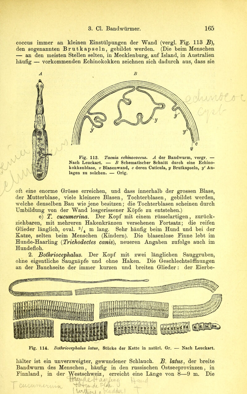 coccus immer an kleinen Einstülpungen der Wand (vergl. Eig. 113 JB)} den sogenannten Brutkapseln, gebildet werden. (Die beim Menschen — an den meisten Stellen selten, in Mecklenburg, auf Island, in Australien häufig — vorkommenden Echinokokken zeichnen sich dadurch aus, dass sie ks 1> B Fig. 113. Taenia echinococcus. A der Bandwurm, vergr. — Nach Leuckart. — B Schematischer Schnitt durch eine Echino- kokkenblase, v Blasenwand, c deren Cuticula, y Brutkapseln, y' An- lagen zu solchen. — Orig. oft eine enorme Grösse erreichen, und dass innerhalb der grossen Blase, der Mutterblase, viele kleinere Blasen, Tochterblasen, gebildet werden, welche denselben Bau wie jene besitzen; die Tochterblasen scheinen durch Umbildung von der Wand losgerissener Köpfe zu entstehen.) e) T. cucumerina. Der Kopf mit einem rüsselartigen, zurück- ziehbaren, mit mehreren Hakenkränzen versehenen Fortsatz; die reifen Glieder länglich, oval. 3/4 m lang. Sehr häufig beim Hund und bei der Katze, selten beim Menschen (Kindern). Die blasenlose Finne lebt im Hunde-Haarling (Trichodectes canis), neueren Angaben zufolge auch im Hundefloh. 2. JBothriocepJialus. Der Kopf mit zwei länglichen Sauggruben, ohne eigentliche Saugnäpfe und ohne Haken. Die Geschlechtsöffnungen an der Bauchseite der immer kurzen und breiten Glieder: der Eierbe- Fig. 114. Bothriocephalus latus, Stücke der Kette in natürl. Gr. — Nach Leuckart. hälter ist ein unverzweigter, gewundener Schlauch. JB. latus, der breite Bandwurm des Menschen, häufig Finnland, in der Westschweiz, in den russischen Ostseeprovinzen, m erreicht eine Länge von 8—9 m. Die