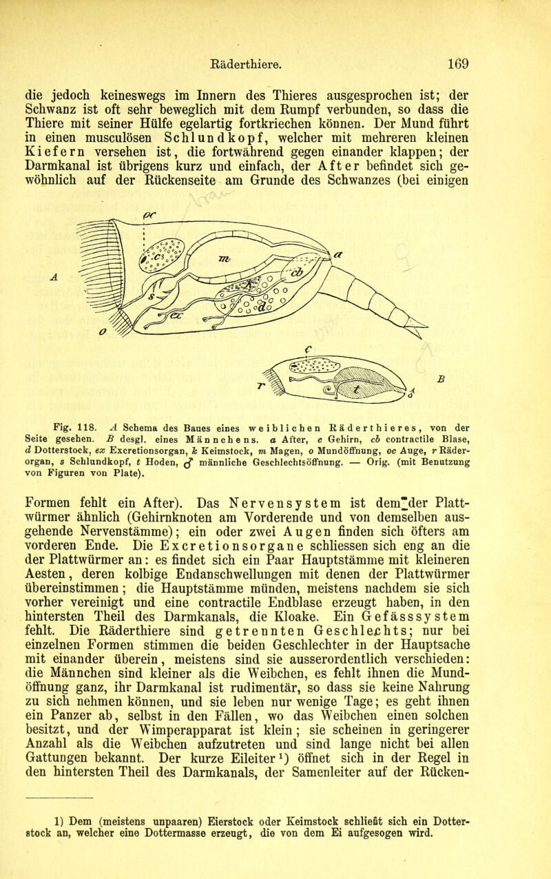 die jedoch keineswegs im Innern des Thieres ausgesprochen ist; der Schwanz ist oft sehr beweglich mit dem Rumpf verbunden, so dass die Thiere mit seiner Hülfe egelartig fortkriechen können. Der Mund führt in einen musculösen Schlundkopf, welcher mit mehreren kleinen Kiefern versehen ist, die fortwährend gegen einander klappen; der Darmkanal ist übrigens kurz und einfach, der After befindet sich ge- wöhnlich auf der Rückenseite am Grunde des Schwanzes (bei einigen Fig. 118. A Schema des Baues eines weiblichen Räderthieres, von der Seite gesehen. B desgl. eines Männchens, a After, c Gehirn, cb contractile Blase, d Dotterstock, ex Excretionsorgan, lc Keimstock, m Magen, o Mundöffnung, oc Auge, r Bäder- organ, s Schlundkopf, t Hoden, $ männliche Geschlechtsöffnung. — Orig, (mit Benutzung von Figuren von Plate). Formen fehlt ein After). Das Nervensystem ist dem“der Platt- würmer ähnlich (Gehirnknoten am Yorderende und von demselben aus- gehende Nervenstämme); ein oder zwei Augen finden sich öfters am vorderen Ende. Die Excretionsorgane schliessen sich eng an die der Plattwürmer an: es findet sich ein Paar Hauptstämme mit kleineren Aesten, deren kolbige Endanschwellungen mit denen der Plattwürmer übereinstimmen; die Hauptstämme münden, meistens nachdem sie sich vorher vereinigt und eine contractile Endblase erzeugt haben, in den hintersten Theil des Darmkanals, die Kloake. Ein Gefässsystem fehlt. Die Räderthiere sind getrennten Geschlechts; nur bei einzelnen Formen stimmen die beiden Geschlechter in der Hauptsache mit einander überein, meistens sind sie ausserordentlich verschieden: die Männchen sind kleiner als die Weibchen, es fehlt ihnen die Mund- ölfnung ganz, ihr Darmkanal ist rudimentär, so dass sie keine Nahrung zu sich nehmen können, und sie leben nur wenige Tage; es geht ihnen ein Panzer ab, selbst in den Fällen, wo das Weibchen einen solchen besitzt, und der Wimperapparat ist klein; sie scheinen in geringerer Anzahl als die Weibchen aufzutreten und sind lange nicht bei allen Gattungen bekannt. Der kurze Eileiter1) öffnet sich in der Regel in den hintersten Theil des Darmkanals, der Samenleiter auf der Rücken- 1) Dem (meistens unpaaren) Eierstock oder Keimstock schließt sich ein Dotter- stock an, welcher eine Dottermasse erzeugt, die von dem Ei aufgesogen wird.