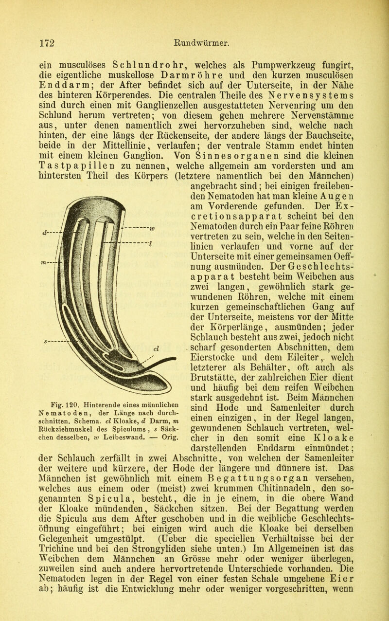 ein musculöses Schlundrohr, welches als Pumpwerkzeug fungirt, die eigentliche muskellose Darmröhre und den kurzen musculösen Enddarm; der After befindet sich auf der Unterseite, in der Nähe des hinteren Körperendes. Die centralen Theile des Nervensystems sind durch einen mit Ganglienzellen ausgestatteten Nervenring um den Schlund herum vertreten; von diesem gehen mehrere Nervenstämme aus, unter denen namentlich zwei hervorzuheben sind, welche nach hinten, der eine längs der Rückenseite, der andere längs der Bauchseite, beide in der Mittellinie, verlaufen; der ventrale Stamm endet hinten mit einem kleinen Ganglion. Von Sinnesorganen sind die kleinen Tastpapillen zu nennen, welche allgemein am vordersten und am hintersten Theil des Körpers (letztere namentlich bei den Männchen) angebracht sind; bei einigen freileben- den Nematoden hat man kleine Augen am Vorderende gefunden. Der Ex- cretionsapparat scheint bei den Nematoden durch ein Paar feine Röhren vertreten zu sein, welche in den Seiten- linien verlaufen und vorne auf der Unterseite mit einer gemeinsamen Oeff- nung ausmünden. Der Geschlechts- apparat besteht beim Weibchen aus zwei langen, gewöhnlich stark ge- wundenen Röhren, welche mit einem kurzen gemeinschaftlichen Gang auf der Unterseite, meistens vor der Mitte der Körperlänge, ausmünden; jeder Schlauch besteht aus zwei, jedoch nicht scharf gesonderten Abschnitten, dem Eierstocke und dem Eileiter, welch letzterer als Behälter, oft auch als Brutstätte, der zahlreichen Eier dient und häufig bei dem reifen Weibchen stark ausgedehnt ist. Beim Männchen sind Hode und Samenleiter durch einen einzigen, in der Regel langen, gewundenen Schlauch vertreten, wel- cher in den somit eine Kloake darstellenden Enddarm einmündet; der Schlauch zerfällt in zwei Abschnitte, von welchen der Samenleiter der weitere und kürzere, der Hode der längere und dünnere ist. Das Männchen ist gewöhnlich mit einem Begattungsorgan versehen, welches aus einem oder (meist) zwei krummen Chitinnadeln, den so- genannten Spicula, besteht, die in je einem, in die obere Wand der Kloake mündenden, Säckchen sitzen. Bei der Begattung werden die Spicula aus dem After geschoben und in die weibliche Geschlechts- öflnung eingeführt; bei einigen wird auch die Kloake bei derselben Gelegenheit umgestülpt. (Ueber die speciellen Verhältnisse bei der Trichine und bei den Strongyliden siehe unten.) Im Allgemeinen ist das Weibchen dem Männchen an Grösse mehr oder weniger überlegen, zuweilen sind auch andere hervortretende Unterschiede vorhanden. Die Nematoden legen in der Regel von einer festen Schale umgebene Eier ab; häufig ist die Entwicklung mehr oder weniger vorgeschritten, wenn Fig. 120. Hinterende eines männlichen Nematoden, der Länge nach durch- schnitten. Schema, cl Kloake, d Darm, m Rückziehmuskel des Spiculums , s Säck- chen desselben, w Leibeswand. — Orig.