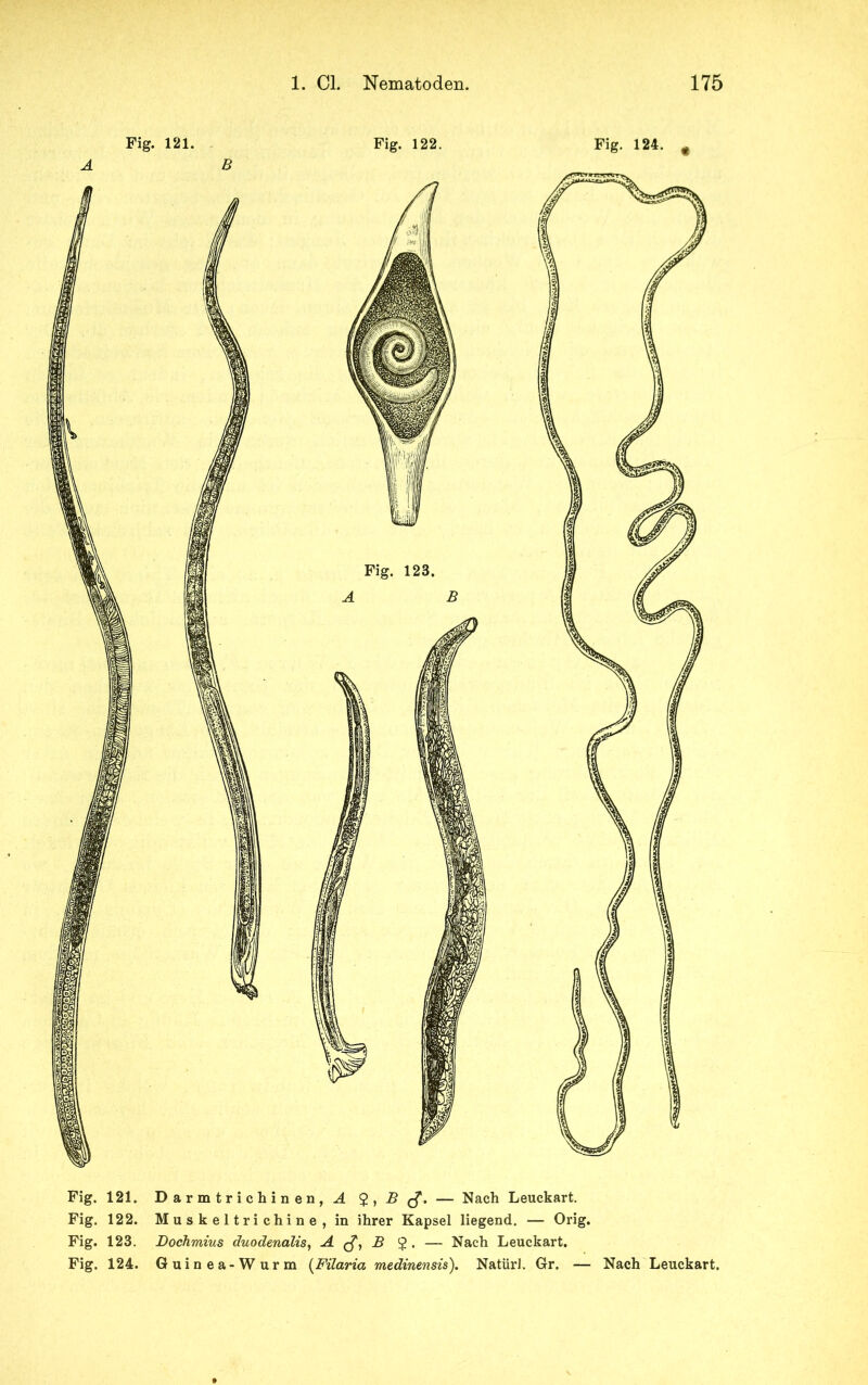 Fig. 121. Darmtrichinen, i 2,2?^. — Nach Leuckart. Fig. 122. Muskeltrichine, in ihrer Kapsel liegend. — Orig. Fig. 123. Dochmius duodenalis, A B 2 • — Nach Leuckart. Fig. 124. Guinea-Wurm (Filaria medinensis). NatürJ. Gr. — Nach Leuckart.