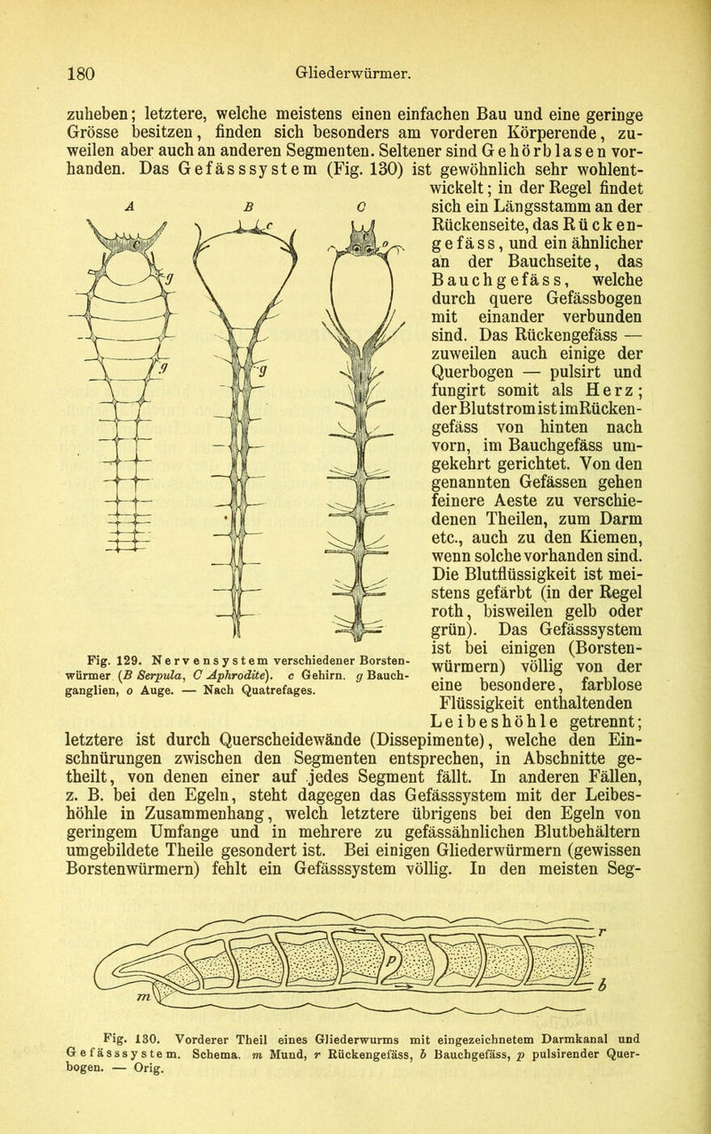 zuheben; letztere, welche meistens einen einfachen Bau und eine geringe Grösse besitzen, finden sich besonders am vorderen Körperende, zu- weilen aber auch an anderen Segmenten. Seltener sind Gehörblasen vor- handen. Das Gefässsystem (Fig. 130) ist gewöhnlich sehr wohlent- wickelt ; in der Regel findet abc sich ein Längsstamm an der Rückenseite, das Rücken- g e fä s s, und ein ähnlicher an der Bauchseite, das Bauchgefäss, welche durch quere Gefässbogen mit einander verbunden sind. Das Rückengefäss — zuweilen auch einige der Querbogen — pulsirt und fungirt somit als Herz; der Blutstrom ist imRücken- gefäss von hinten nach vorn, im Bauchgefäss um- gekehrt gerichtet. Von den genannten Gefässen gehen feinere Aeste zu verschie- denen Theilen, zum Darm etc., auch zu den Kiemen, wenn solche vorhanden sind. Die Blutflüssigkeit ist mei- stens gefärbt (in der Regel roth, bisweilen gelb oder grün). Das Gefässsystem ist bei einigen (Borsten- würmern) völlig von der eine besondere, farblose Flüssigkeit enthaltenden Leibeshöhle getrennt; letztere ist durch Querscheidewände (Dissepimente), welche den Ein- schnürungen zwischen den Segmenten entsprechen, in Abschnitte ge- theilt, von denen einer auf jedes Segment fällt. In anderen Fällen, z. B. bei den Egeln, steht dagegen das Gefässsystem mit der Leibes- höhle in Zusammenhang, welch letztere übrigens bei den Egeln von geringem Umfange und in mehrere zu gefässähnlichen Blutbehältern umgebildete Theile gesondert ist. Bei einigen Gliederwürmern (gewissen Borstenwürmern) fehlt ein Gefässsystem völlig. In den meisten Seg- Pig. 129. Nervensystem verschiedener Borsten- würmer (B Serpula, C Aphrodite), c Gehirn, g Bauch- ganglien, o Auge. — Nach Quatrefages. Fig. 130. Vorderer Theil eines GJiederwurms mit eingezeichnetem Darmkanal und Gefässsystem. Schema, m Mund, r Rückengefäss, h Bauchgefäss, p pulsirender Quer- bogen. — Orig.
