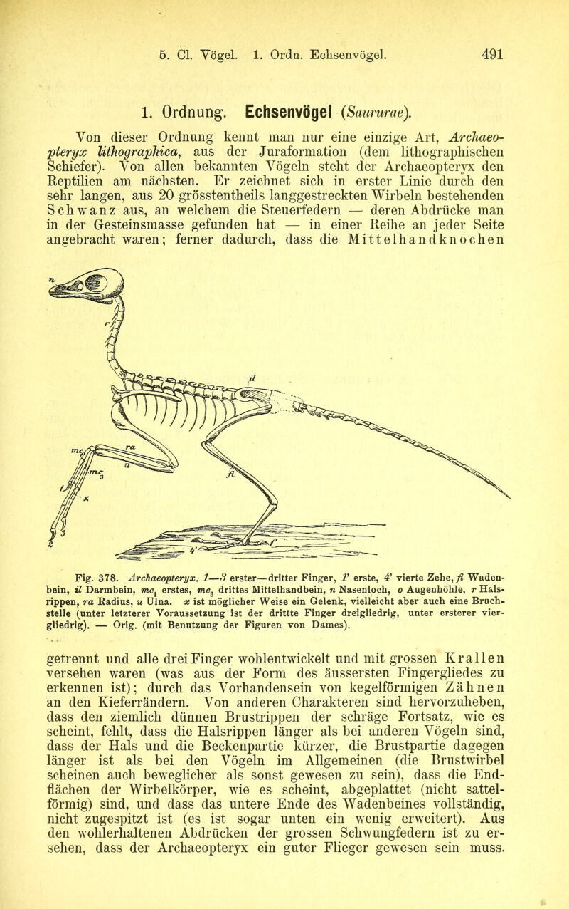 1. Ordnung. Echsenvögel (Saururae). Von dieser Ordnung kennt man nur eine einzige Art, Ardiaeo- pteryx lithographica, ans der Juraformation (dem lithographischen Schiefer). Von allen bekannten Vögeln steht der Archaeopteryx den Reptilien am nächsten. Er zeichnet sich in erster Linie durch den sehr langen, ans 20 grösstentheils langgestreckten Wirbeln bestehenden Schwanz aus, an welchem die Steuerfedern — deren Abdrücke man in der Gesteinsmasse gefunden hat — in einer Reihe an jeder Seite angebracht waren; ferner dadurch, dass die Mittelhandknochen Fig. 378. Archaeopteryx. 1—3 erster—dritter Finger, T erste, 4’ vierte Zehe,/& Waden- bein, il Darmbein, mcx erstes, mcs drittes Mittelhandbein, n Nasenloch, o Augenhöhle, r Hals- rippen, ra Radius, u Ulna, x ist möglicher Weise ein Gelenk, vielleicht aber auch eine Bruch- steile (unter letzterer Voraussetzung ist der drittte Finger dreigliedrig, unter ersterer vier- gliedrig). — Orig, (mit Benutzung der Figuren von Dames). getrennt und alle drei Finger wohlentwickelt und mit grossen Krallen versehen waren (was aus der Form des äussersten Fingergliedes zu erkennen ist); durch das Vorhandensein von kegelförmigen Zähnen an den Kieferrändern. Von anderen Charakteren sind hervorzuheben, dass den ziemlich dünnen Brustrippen der schräge Fortsatz, wie es scheint, fehlt, dass die Halsrippen länger als bei anderen Vögeln sind, dass der Hals und die Beckenpartie kürzer, die Brustpartie dagegen länger ist als bei den Vögeln im Allgemeinen (die Brustwirbel scheinen auch beweglicher als sonst gewesen zu sein), dass die End- flächen der Wirbelkörper, wie es scheint, abgeplattet (nicht sattel- förmig) sind, und dass das untere Ende des Wadenbeines vollständig, nicht zugespitzt ist (es ist sogar unten ein wenig erweitert). Aus den wohlerhaltenen Abdrücken der grossen Schwungfedern ist zu er- sehen, dass der Archaeopteryx ein guter Flieger gewesen sein muss.