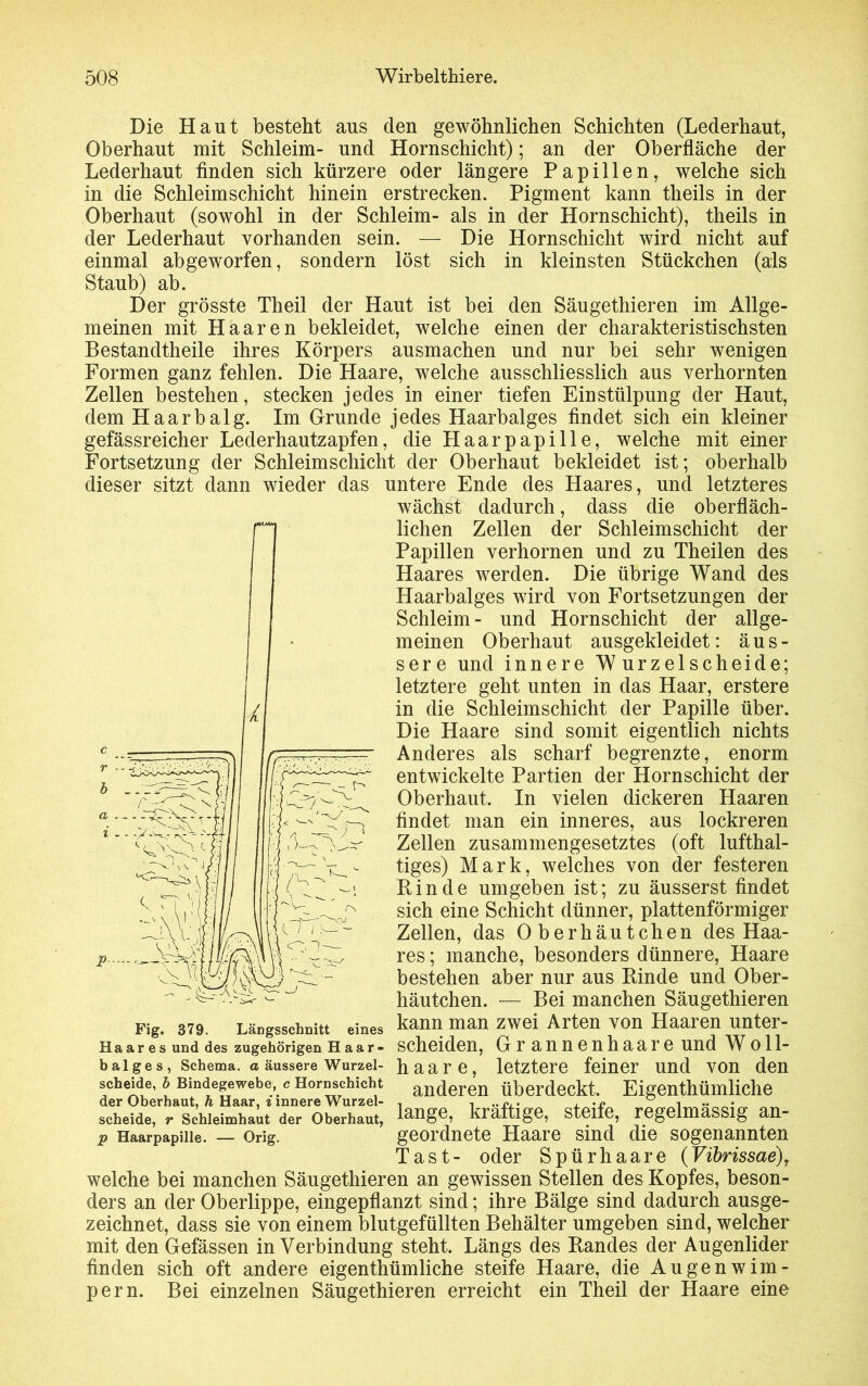 Die Haut besteht aus den gewöhnlichen Schichten (Lederhaut, Oberhaut mit Schleim- und Hornschicht); an der Oberfläche der Lederhaut finden sich kürzere oder längere Papillen, welche sich in die Schleimschicht hinein erstrecken. Pigment kann theils in der Oberhaut (sowohl in der Schleim- als in der Hornschicht), theils in der Lederhaut vorhanden sein. — Die Hornschicht wird nicht auf einmal abgeworfen, sondern löst sich in kleinsten Stückchen (als Staub) ab. Der grösste Theil der Haut ist bei den Säugethieren im Allge- meinen mit Haaren bekleidet, welche einen der charakteristischsten Bestandteile ihres Körpers ausmachen und nur bei sehr wenigen Formen ganz fehlen. Die Haare, welche ausschliesslich aus verhornten Zellen bestehen, stecken jedes in einer tiefen Einstülpung der Haut, dem Haarbalg. Im Grunde jedes Haarbalges findet sich ein kleiner gefässreicher Lederhautzapfen, die Haarpapille, welche mit einer Fortsetzung der Schleim Schicht der Oberhaut bekleidet ist; oberhalb dieser sitzt dann wieder das untere Ende des Haares, und letzteres Fig. 379. Längsschnitt eines kann man zwei Arten von Haaren unter- Ha ar e s und des zugehörigen h aa r - scheiden, Grannenhaare und W o 11- b aig es, Schema, a äussere Wurzel- haare, letztere feiner und von den welche bei manchen Säugethieren an gewissen Stellen des Kopfes, beson- ders an der Oberlippe, eingepflanzt sind; ihre Bälge sind dadurch ausge- zeichnet, dass sie von einem blutgefüllten Behälter umgeben sind, welcher mit den Gefässen in Verbindung steht. Längs des Randes der Augenlider finden sich oft andere eigenthümliche steife Haare, die Augenwim- pern. Bei einzelnen Säugethieren erreicht ein Theil der Haare eine wächst dadurch, dass die oberfläch- lichen Zellen der Schleimschicht der Papillen verhornen und zu Theilen des Haares werden. Die übrige Wand des Haarbalges wird von Fortsetzungen der Schleim- und Hornschicht der allge- meinen Oberhaut ausgekleidet: äus- sere und innere Wurzelscheide; letztere geht unten in das Haar, erstere in die Schleimschicht der Papille über. Die Haare sind somit eigentlich nichts Anderes als scharf begrenzte, enorm entwickelte Partien der Hornschicht der Oberhaut. In vielen dickeren Haaren findet man ein inneres, aus lockreren Zellen zusammengesetztes (oft lufthal- tiges) Mark, welches von der festeren Rinde umgeben ist; zu äusserst findet sich eine Schicht dünner, plattenförmiger Zellen, das Oberhäutchen des Haa- res ; manche, besonders dünnere, Haare bestehen aber nur aus Rinde und Ober- häutchen. — Bei manchen Säugethieren geordnete Haare sind die sogenannten Tast- oder Spürhaare (Vibrissae)r