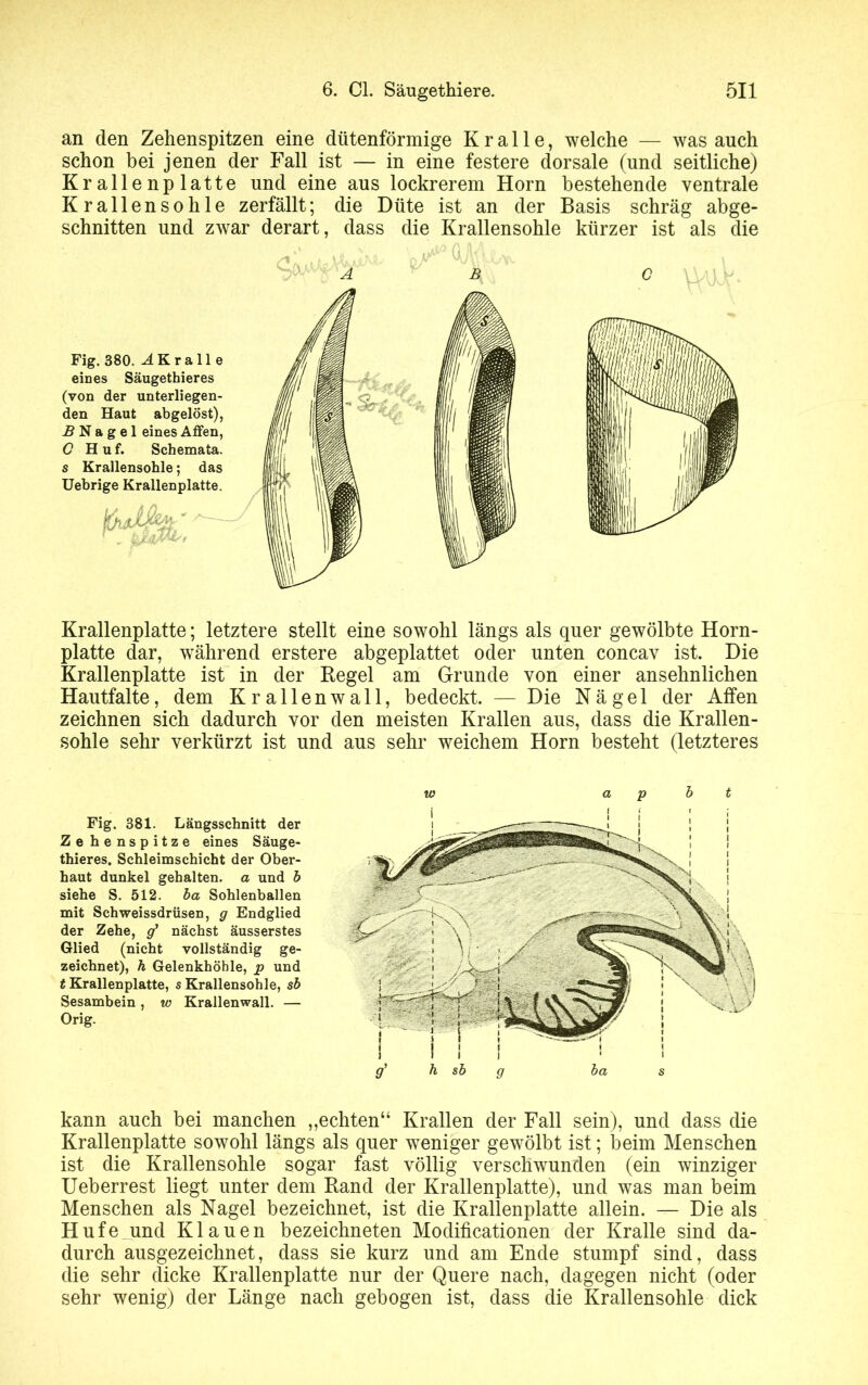 an den Zehenspitzen eine dütenförmige Kralle, welche — was auch schon bei jenen der Fall ist — in eine festere dorsale (und seitliche) Krallenplatte und eine aus lockrerem Horn bestehende ventrale Krallensohle zerfällt; die Düte ist an der Basis schräg abge- schnitten und zwar derart, dass die Krallensohle kürzer ist als die Fig. 380. ^Kralle eines Säugethier es (von der unterliegen- den Haut abgelöst), 5Nagel eines Affen, C Huf. Schemata. s Krallensohle; das Uebrige Krallenplatte. Krallenplatte; letztere stellt eine sowohl längs als quer gewölbte Horn- platte dar, während erstere abgeplattet oder unten concav ist. Die Krallenplatte ist in der Regel am Grunde von einer ansehnlichen Hautfalte, dem Krallenwall, bedeckt. — Die Nägel der Affen zeichnen sich dadurch vor den meisten Krallen aus, dass die Krallen- sohle sehr verkürzt ist und aus sehr weichem Horn besteht (letzteres Fig. 381. Längsschnitt der Ze henspitze eines Säuge- thieres. Schleimschicht der Ober- haut dunkel gehalten, a und b siehe S. 512. ba Sohlenballen mit Schweissdrüsen, g Endglied der Zehe, g’ nächst äusserstes Glied (nicht vollständig ge- zeichnet), h Gelenkhöhle, p und t Krallenplatte, s Krallensohle, sb Sesambein, w Krallenwall. — Orig. kann auch bei manchen „echten“ Krallen der Fall sein), und dass die Krallenplatte sowohl längs als quer weniger gewölbt ist; beim Menschen ist die Krallensohle sogar fast völlig verschwunden (ein winziger Ueberrest liegt unter dem Rand der Krallenplatte), und was man beim Menschen als Nagel bezeichnet, ist die Krallenplatte allein. — Die als Hufe und Klauen bezeichneten Modificationen der Kralle sind da- durch ausgezeichnet, dass sie kurz und am Ende stumpf sind, dass die sehr dicke Krallenplatte nur der Quere nach, dagegen nicht (oder sehr wenig) der Länge nach gebogen ist, dass die Krallensohle dick