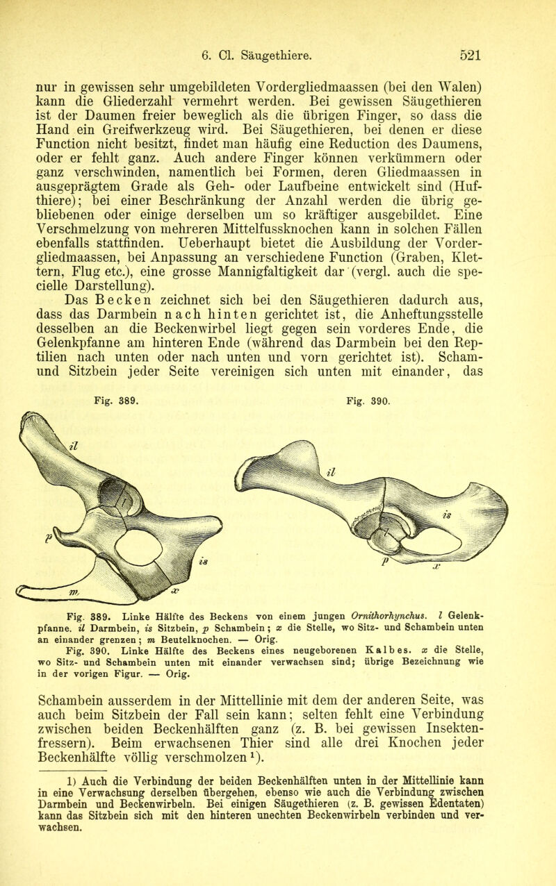 nur in gewissen sehr umgebildeten Vordergliedmaassen (bei den Walen) kann die Gliederzahl vermehrt werden. Bei gewissen Säugethieren ist der Daumen freier beweglich als die übrigen Finger, so dass die Hand ein Greifwerkzeug wird. Bei Säugethieren, bei denen er diese Function nicht besitzt, findet man häufig eine Reduction des Daumens, oder er fehlt ganz. Auch andere Finger können verkümmern oder ganz verschwinden, namentlich bei Formen, deren Gliedmaassen in ausgeprägtem Grade als Geh- oder Laufbeine entwickelt sind (Huf- thiere); bei einer Beschränkung der Anzahl werden die übrig ge- bliebenen oder einige derselben um so kräftiger ausgebildet. Eine Verschmelzung von mehreren Mittelfussknochen kann in solchen Fällen ebenfalls stattfinden. Ueberhaupt bietet die Ausbildung der Vorder- gliedmaassen, bei Anpassung an verschiedene Function (Graben, Klet- tern, Flug etc.), eine grosse Mannigfaltigkeit dar (vergl. auch die spe- cielle Darstellung). Das Becken zeichnet sich bei den Säugethieren dadurch aus, dass das Darmbein nach hinten gerichtet ist, die Anheftungsstelle desselben an die Beckenwirbel liegt gegen sein vorderes Ende, die Gelenkpfanne am hinteren Ende (während das Darmbein bei den Rep- tilien nach unten oder nach unten und vorn gerichtet ist). Scham- und Sitzbein jeder Seite vereinigen sich unten mit einander, das Fig. 389. Fig. 390. Fig. 389. Linke Hälfte des Beckens von einem jungen Ornithorhynchus. I Gelenk- pfanne. ü Darmbein, is Sitzbein,^» Schambein; x die Stelle, wo Sitz- und Schambein unten an einander grenzen ; m Beutelknochen. — Orig. Fig. 390. Linke Hälfte des Beckens eines neugeborenen Kalbes, x die Stelle, wo Sitz- und Schambein unten mit einander verwachsen sind; übrige Bezeichnung wie in der vorigen Figur. — Orig. Schambein ausserdem in der Mittellinie mit dem der anderen Seite, was auch beim Sitzbein der Fall sein kann; selten fehlt eine Verbindung zwischen beiden Beckenhälften ganz (z. B. bei gewissen Insekten- fressern). Beim erwachsenen Thier sind alle drei Knochen jeder Beckenhälfte völlig verschmolzen1). 1) Auch die Verbindung der beiden Beckenhälften unten in der Mittellinie kann in eine Verwachsung derselben übergehen, ebenso wie auch die Verbindung zwischen Darmbein und Beckenwirbeln. Bei einigen Säugethieren (z. B. gewissen Edentaten) kann das Sitzbein sich mit den hinteren unechten Beckenwirbeln verbinden und ver- wachsen.