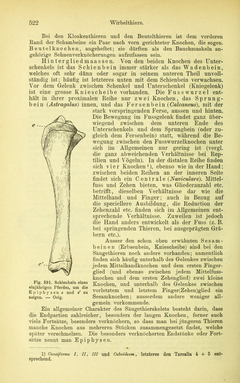 Bei den Kloakenthieren und den Beutelthieren ist dem vorderen Band der Schambeine ein Paar nach vorn gerichteter Knochen, die sogen. Beutelknochen, angeheftet; sie dürften als den Bauchmuskeln an- gehörige Sehnenverknöcherungen aufzufassen sein. Hintergliedmaassen. Von den beiden Knochen des Unter- schenkels ist das Schienbein immer stärker als das Wadenbein, welches oft sehr dünn oder sogar in seinem unteren Theil unvoll- ständig ist; häufig ist letzteres unten mit dem Schienbein verwachsen. Vor dem Gelenk zwischen Schenkel und Unterschenkel (Kniegelenk) ist eine grosse Kniescheibe vorhanden. Die Fusswurzel ent- hält in ihrer proximalen Beihe nur zwei Knochen, das Sprung- bein (.Astragalus) innen, und das Fersenbein (Calcaneus), mit der stark vor springenden Ferse, aussen und hinten. Die Bewegung im Fussgelenk findet ganz über- wiegend zwischen dem unteren Ende des Unterschenkels und dem Sprungbein (oder zu- gleich dem Fersenbein) statt, während die Be- wegung zwischen den Fusswurzelknochen unter sich im Allgemeinen nur gering ist (vergl. die ganz abweichenden Verhältnisse bei Bep- tilien und Vögeln). In der distalen Beihe finden sich vier Knochen l), ebenso wie in der Hand; zwischen beiden Beihen an der inneren Seite findet sich ein Centrale (Naviculare). Mittel- fuss und Zehen bieten, was Gliederanzahl etc. betrifft, dieselben Verhältnisse dar wie die Mittelhand und Finger; auch in Bezug auf die speciellere Ausbildung, die Beduction der Zehenzahl etc. finden sich im Allgemeinen ent- sprechende Verhältnisse. Zuweilen ist jedoch die Hand anders entwickelt als der Fuss (z. B. bei springenden Thieren, bei ausgeprägten Grä- bern etc.). Ausser den schon oben erwähnten Sesam- beinen (Erbsenbein, Kniescheibe) sind bei den Säugethieren noch andere vorhanden; namentlich finden sich häufig unterhalb des Gelenkes zwischen jedem Mittelhandknochen und dem ersten Finger- glied (und ebenso zwischen jedem Mittelfuss- knochen und dem ersten Zehenglied) zwei kleine . ?91, Schienbein eines Knochen, und unterhalb des Gelenkes zwischen Epiph®y“ en“ und“’ zu vorletztem und letztem Finger(Zehen)glied ein zeigen. — Orig. Sesamknochen; ausserdem andere weniger all- gemein vorkommende. Ein allgemeiner Charakter des Säugethierskelets besteht darin, dass die Endpartien zahlreicher, besonders der langen Knochen, ferner auch viele Fortsätze, besonders verknöchern, so dass man bei jüngeren Thieren manche Knochen aus mehreren Stücken zusammengesetzt findet, welche später verschmelzen. Die besonders verknöcherten Endstücke oder Fort- sätze nennt man Epiphysen. 1) Cuneiforme /, //, 111 und Cuboideum, letzteres den Tarsalia 4 + 5 ent- sprechend.