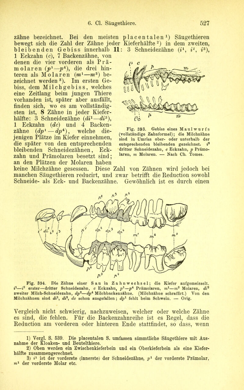 zähne bezeichnet. Bei den meisten placentalen1) Säugethieren bewegt sich die Zahl der Zähne jeder Kieferhälfte 2) in dem zweiten, 3 Schneidezähne (i 1 » 1 \ *3), bleibenden Gebiss innerhalb 11: 1 Eckzahn (c), 7 Backenzähne, von denen die vier vorderen als Prä- molaren (p1—j?4), die drei hin- teren als Molaren (m1—m3) be- zeichnet werden 8). Im ersten Ge- biss, dem Milchgebiss, welches eine Zeitlang beim jungen Thiere vorhanden ist, später aber ausfällt, finden sich, wo es am vollständig- sten ist, 8 Zähne in jeder Kiefer- hälfte: 3 Schneidezähne (di1—di3), 1 Eckzahn (de) und 4 Backen- zähne (dp1—dp*), welche die- jenigen Plätze im Kiefer einnehmen, die später von den entsprechenden bleibenden Schneidezähnen, Eck- zahn und Prämolaren besetzt sind; an den Plätzen der Molaren haben keine Milchzähne gesessen. Diese Zahl von Zähnen wird jedoch bei manchen Säugethieren reducirt, und zwar betrifft die Reduction sowohl Schneide- als Eck- und Backenzähne. Gewöhnlich ist es durch einen Fig. 393. Gebiss eines Maulwurfs (vollständige Zahnformel); die Milchzähne sind in Umriss ober- oder unterhalb der entsprechenden bleibenden gezeichnet. i3 dritter Schneidezahn, c Eckzahn, p Prämo- laren, m Molaren. — Nach Ch. Tomes. Fig. 394. Die Zähne einer Sau in Zahnwechsel; die Kiefer aufgemeisselt. i1—i3 erster—dritter Scbneidezahn, c Eckzahn, p1—p4 Prämolaren, m1—m3 Molaren, di2 zweiter Milch-Schneidezahn, dp2—dp4 Milchbackenzähne. (Milchzähne schraffirt.) Von den Milchzähnen sind di1, di3, de schon ausgefallen ; dp1 fehlt beim Schwein. — Orig. Vergleich nicht schwierig, nachzuweisen, welcher oder welche Zähne es sind, die fehlen. Für die Backenzahnreihe ist es Regel, dass die Reduction am vorderen oder hinteren Ende stattfindet, so dass, wenn 1) Vergl. S. 539. Die placentalen S. umfassen sämmtliche Säugethiere mit Aus- nahme der Kloaken- und Beutelthiere. 2) Oben werden ein Zwischenkieferhein und ein Oberkieferbein als eine Kiefer- hälfte zusammengerechnet. 3) i1 ist der vorderste (innerste) der Schneidezähne, p1 der vorderste Prämolar, m1 der vorderste Molar etc.