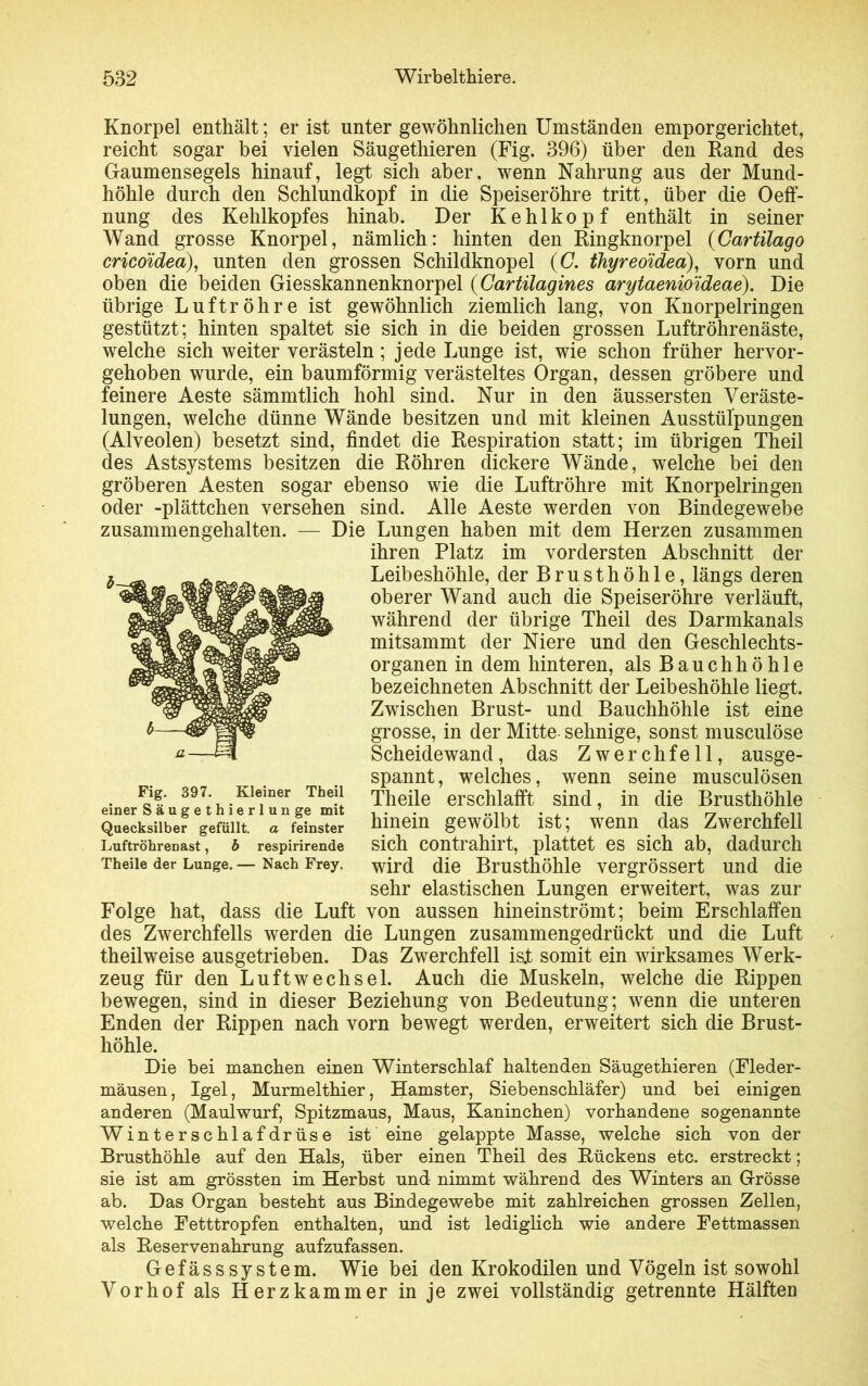 Knorpel enthält; er ist unter gewöhnlichen Umständen empor gerichtet, reicht sogar bei vielen Säugethieren (Fig. 396) über den Rand des Gaumensegels hinauf, legt sich aber, wenn Nahrung aus der Mund- höhle durch den Schlundkopf in die Speiseröhre tritt, über die Oeff- nung des Kehlkopfes hinab. Der Kehlkopf enthält in seiner Wand grosse Knorpel, nämlich: hinten den Ringknorpel (Cartilago crico'idea), unten den grossen Schildknopel (C. thyreoidea), vorn und oben die beiden Giesskannenknorpel (Cartilagines arytaenioideae). Die übrige Luftröhre ist gewöhnlich ziemlich lang, von Knorpelringen gestützt; hinten spaltet sie sich in die beiden grossen Luftröhrenäste, welche sich weiter verästeln; jede Lunge ist, wie schon früher hervor- gehoben wurde, ein baumförmig verästeltes Organ, dessen gröbere und feinere Aeste sämmtlich hohl sind. Nur in den äussersten Veräste- lungen, welche dünne Wände besitzen und mit kleinen Ausstülpungen (Alveolen) besetzt sind, findet die Respiration statt; im übrigen Theil des Astsystems besitzen die Röhren dickere Wände, welche bei den gröberen Aesten sogar ebenso wie die Luftröhre mit Knorpelringen oder -plättchen versehen sind. Alle Aeste werden von Bindegewebe zusammengehalten. — Die Lungen haben mit dem Herzen zusammen ihren Platz im vordersten Abschnitt der Leibeshöhle, der Brusthöhle, längs deren oberer Wand auch die Speiseröhre verläuft, während der übrige Theil des Darmkanals mitsammt der Niere und den Geschlechts- organen in dem hinteren, als Bauchhöhle bezeichneten Abschnitt der Leibeshöhle liegt. Zwischen Brust- und Bauchhöhle ist eine grosse, in der Mitte sehnige, sonst musculöse Scheidewand, das Zwerchfell, ausge- spannt, welches, wenn seine musculösen Theile erschlafft sind, in die Brusthöhle hinein gewölbt ist; wenn das Zwerchfell sich contrahirt, plattet es sich ab, dadurch wird die Brusthöhle vergrössert und die sehr elastischen Lungen erweitert, was zur Folge hat, dass die Luft von aussen hineinströmt; beim Erschlaffen des Zwerchfells werden die Lungen zusammengedrückt und die Luft theilweise ausgetrieben. Das Zwerchfell is.t somit ein wirksames Werk- zeug für den Luftwechsel. Auch die Muskeln, welche die Rippen bewegen, sind in dieser Beziehung von Bedeutung; wenn die unteren Enden der Rippen nach vorn bewegt werden, erweitert sich die Brust- höhle. Fig. 397. Kleiner Theil einer Säugethierlunge mit Quecksilber gefüllt, a feinster Luftröhrenast, b respirirende Theile der Lunge. — Nach Frey. Die bei manchen einen Winterschlaf haltenden Säugethieren (Fleder- mäusen, Igel, Murmelthier, Hamster, Siebenschläfer) und bei einigen anderen (Maulwurf, Spitzmaus, Maus, Kaninchen) vorhandene sogenannte Winterschlafdrüse ist eine gelappte Masse, welche sich von der Brusthöhle auf den Hals, über einen Theil des Rückens etc. erstreckt; sie ist am grössten im Herbst und nimmt während des Winters an Grösse ab. Das Organ besteht aus Bindegewebe mit zahlreichen grossen Zellen, welche Fetttropfen enthalten, und ist lediglich wie andere Fettmassen als Reservenahrung aufzufassen. Gefässsystem. Wie bei den Krokodilen und Vögeln ist sowohl Vorhof als Herzkammer in je zwei vollständig getrennte Hälften