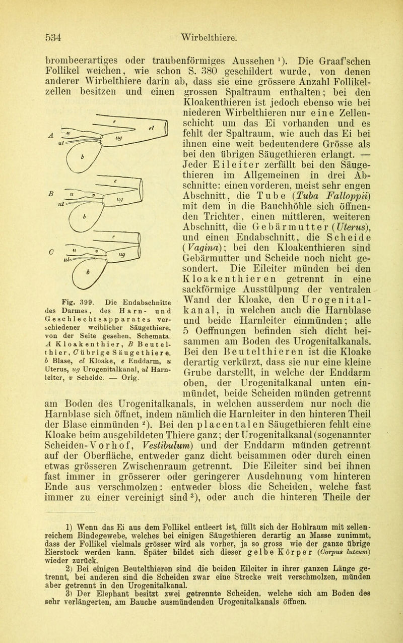 brombeerartiges oder traubenförmiges Aussehen ‘). Die Graaf’schen Follikel weichen, wie schon S. 380 geschildert wurde, von denen anderer Wirbelthiere darin ab, dass sie eine grössere Anzahl Follikel- zellen besitzen und einen grossen Spaltraum enthalten; bei den Kloakenthieren ist jedoch ebenso wie bei niederen Wirbelthieren nur eine Zellen- schicht um das Ei vorhanden und es fehlt der Spaltraum, wie auch das Ei bei ihnen eine weit bedeutendere Grösse als bei den übrigen Säugethieren erlangt. — Jeder Eileiter zerfällt bei den Säuge- thieren im Allgemeinen in drei Ab- schnitte: einen vorderen, meist sehr engen Abschnitt, die Tube (Tuba Falloppii) mit dem in die Bauchhöhle sich öffnen- den Trichter, einen mittleren, weiteren Abschnitt, die Gebärmutter (Uterus), und einen Endabschnitt, die Scheide (Vagina); bei den Kloakenthieren sind Gebärmutter und Scheide noch nicht ge- sondert. Die Eileiter münden bei den Kloakenthieren getrennt in eine sackförmige Ausstülpung der ventralen Wand der Kloake, den Urogenital- kanal, in welchen auch die Harnblase und beide Harnleiter einmünden; alle 5 Oeffnungen befinden sich dicht bei- sammen am Boden des Urogenitalkanals. Bei den Beutelthieren ist die Kloake derartig verkürzt, dass sie nur eine kleine Grube darstellt, in welche der Enddarm oben, der Urogenitalkanal unten ein- mündet, beide Scheiden münden getrennt am Boden des Urogenitalkanals, in welchen ausserdem nur noch die Harnblase sich öffnet, indem nämlich die Harnleiter in den hinteren Theil der Blase einmünden 1 2). Bei den placentalen Säugethieren fehlt eine Kloake beim ausgebildeten Thiere ganz; der Urogenitalkanal (sogenannter Scheiden-Vorhof, Vestibulum) und der Enddarm münden getrennt auf der Oberfläche, entweder ganz dicht beisammen oder durch einen etwas grösseren Zwischenraum getrennt. Die Eileiter sind bei ihnen fast immer in grösserer oder geringerer Ausdehnung vom hinteren Ende aus verschmolzen: entweder bloss die Scheiden, welche fast immer zu einer vereinigt sind3), oder auch die hinteren Theile der Fig. 399. des Darmes, Die Endabschnitte des Harn- und Geschlechtsapparates ver- schiedener weiblicher Säugethiere, von der Seite gesehen, Schemata. A Kloakenthier, B Beutel- thier, (7 ü b r i g e Säugethiere. b Blase, cl Kloake, e Enddarm, u Uterus, ug Urogenitalkanal, ul Harn- leiter, v Scheide. — Orig. 1) Wenn das Ei aus dem Follikel entleert ist, füllt sich der Hohlraum mit zellen - reichem Bindegewebe, welches hei einigen Säugethieren derartig an Masse zunimmt, dass der Follikel vielmals grösser wird als vorher, ja so gross wie der ganze übrige Eierstock werden kann. Später bildet sich dieser gelbe Körper {Corpus luteum) wieder zurück. 2) Bei einigen Beutelthieren sind die beiden Eileiter in ihrer ganzen Länge ge- trennt, hei anderen sind die Scheiden zwar eine Strecke weit verschmolzen, münden aber getrennt in den Urogenitalkanal. 3) Der Elephant besitzt zwei getrennte Scheiden, welche sich am Boden des sehr verlängerten, am Bauche ausmündenden Urogenitalkanals öffnen.