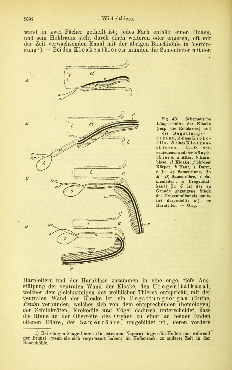 wand in zwei Fächer getheilt ist; jedes Fach enthält einen Hoden, und sein Hohlraum steht durch einen weiteren oder engeren, oft mit der Zeit verwachsenden Kanal mit der übrigen Bauchhöhle in Verbin- dung1).— Beiden Kloakenthieren münden die Samenleiter mit den Fig. 401. Schematische Längsschnitte der Kloake (resp. des Enddarms) und des Begattungs- organs,^ eines Kroko- dils, £ eines Kloaken- t h i e r e s , C—D ver- schiedener anderer Säuge- t h i e r e. a After, b Harn- blase, cl Kloake, f fibröser Körper, h Haut, t Darm, r (in A) Samenrinne, (in B—D) Samenröhre, s Sa- menleiter , u Urogenital- kanal (in C ist das zu Grunde gegangene Stück des Urogenitalkanals punk- tirt dargestellt: «'), ur Harnleiter. — Orig. Harnleitern und der Harnblase zusammen in eine enge, tiefe Aus- stülpung der ventralen Wand der Kloake, den Urogenitalkanal, welcher dem gleichnamigen des weiblichen Thieres entspricht; mit der ventralen Wand der Kloake ist ein Begattungsorgan (Ruthe, Penis) verbunden, welches sich von dem entsprechenden (homologen) der Schildkröten, Krokodile und Vögel dadurch unterscheidet, dass die Rinne an der Oberseite des Organs zu einer an beiden Enden offenen Röhre, der Samenröhre, umgebildet ist, deren vordere 1) Bei einigen Säugethieren (Insectivoren, Nagern) liegen die Hoden nur während der Brunst (wenn sie sich vergrößert haben) im Hodensack, zu anderer Zeit in der Bauchhöhle.