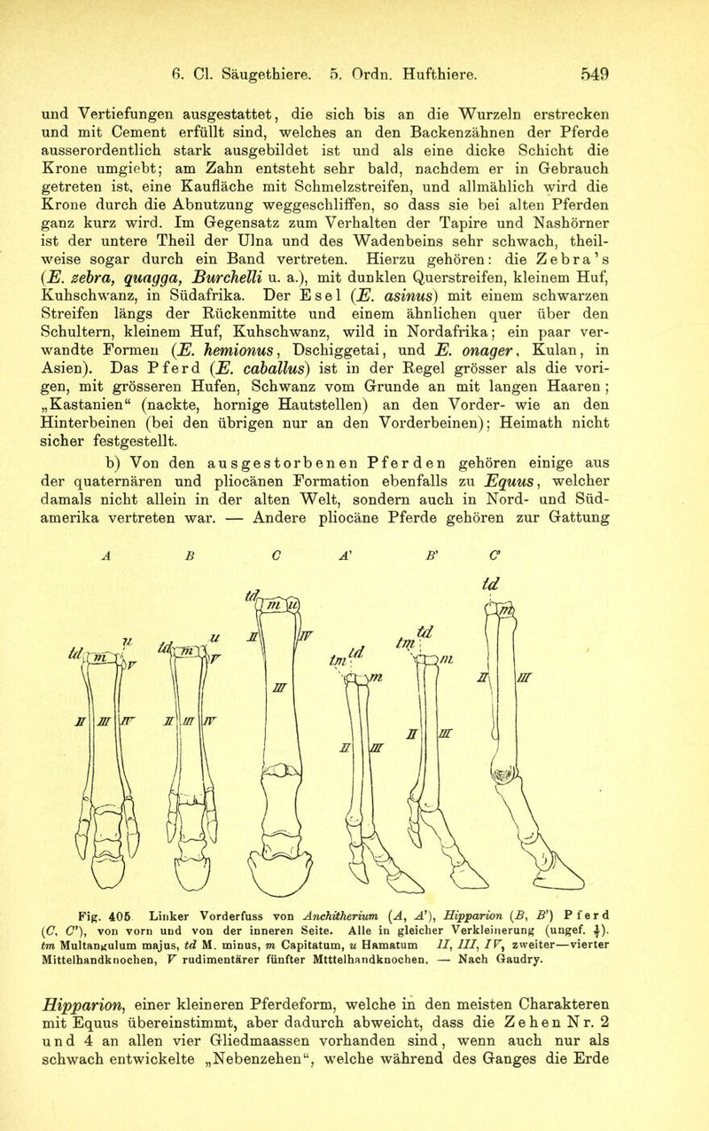 und Vertiefungen ausgestattet, die sich bis an die Wurzeln erstrecken und mit Cement erfüllt sind, welches an den Backenzähnen der Pferde ausserordentlich stark ausgebildet ist und als eine dicke Schicht die Krone umgiebt; am Zahn entsteht sehr bald, nachdem er in Gebrauch getreten ist, eine Kaufläche mit Schmelzstreifen, und allmählich wird die Krone durch die Abnutzung weggeschliffen, so dass sie bei alten Pferden ganz kurz wird. Im Gegensatz zum Verhalten der Tapire und Nashörner ist der untere Theil der Ulna und des Wadenbeins sehr schwach, theil- weise sogar durch ein Band vertreten. Hierzu gehören: die Zebra’s (E. Zebra, quagga, JBurchelli u. a.), mit dunklen Querstreifen, kleinem Huf, Kuhschwanz, in Südafrika. Der Esel (E. asinus) mit einem schwarzen Streifen längs der Rückenmitte und einem ähnlichen quer über den Schultern, kleinem Huf, Kuhschwanz, wild in Nordafrika; ein paar ver- wandte Formen (E. Inemionus, Dschiggetai, und E. onager, Kulan, in Asien). Das Pferd (E. caballus) ist in der Regel grösser als die vori- gen, mit grösseren Hufen, Schwanz vom Grunde an mit langen Haaren ; „Kastanien“ (nackte, hornige Hautstellen) an den Vorder- wie an den Hinterbeinen (bei den übrigen nur an den Vorderbeinen); Heimath nicht sicher festgestellt. b) Von den ausgestorbenen Pferden gehören einige aus der quaternären und pliocänen Formation ebenfalls zu Equus, welcher damals nicht allein in der alten Welt, sondern auch in Nord- und Süd- amerika vertreten war. — Andere pliocäne Pferde gehören zur Gattung Fig. 405 Linker Vorderfuss von Anchitherium (A, A’), Hipparion (B, B’) Pferd (C, 0’), von vorn und von der inneren Seite. Alle in gleicher Verkleinerung (ungef. |). tm Multangulum majus, td M. minus, m Capitatum, u Hamatum II, III, IV, zweiter—vierter Mittelhandknochen, V rudimentärer fünfter Mtttelhandknochen. — Nach Gaudry. Hipparion, einer kleineren Pferdeform, welche in den meisten Charakteren mit Equus übereinstimmt, aber dadurch abweicht, dass die Zehen Nr. 2 und 4 an allen vier Gliedmaassen vorhanden sind, wenn auch nur als schwach entwickelte „Nebenzehen“, welche während des Ganges die Erde