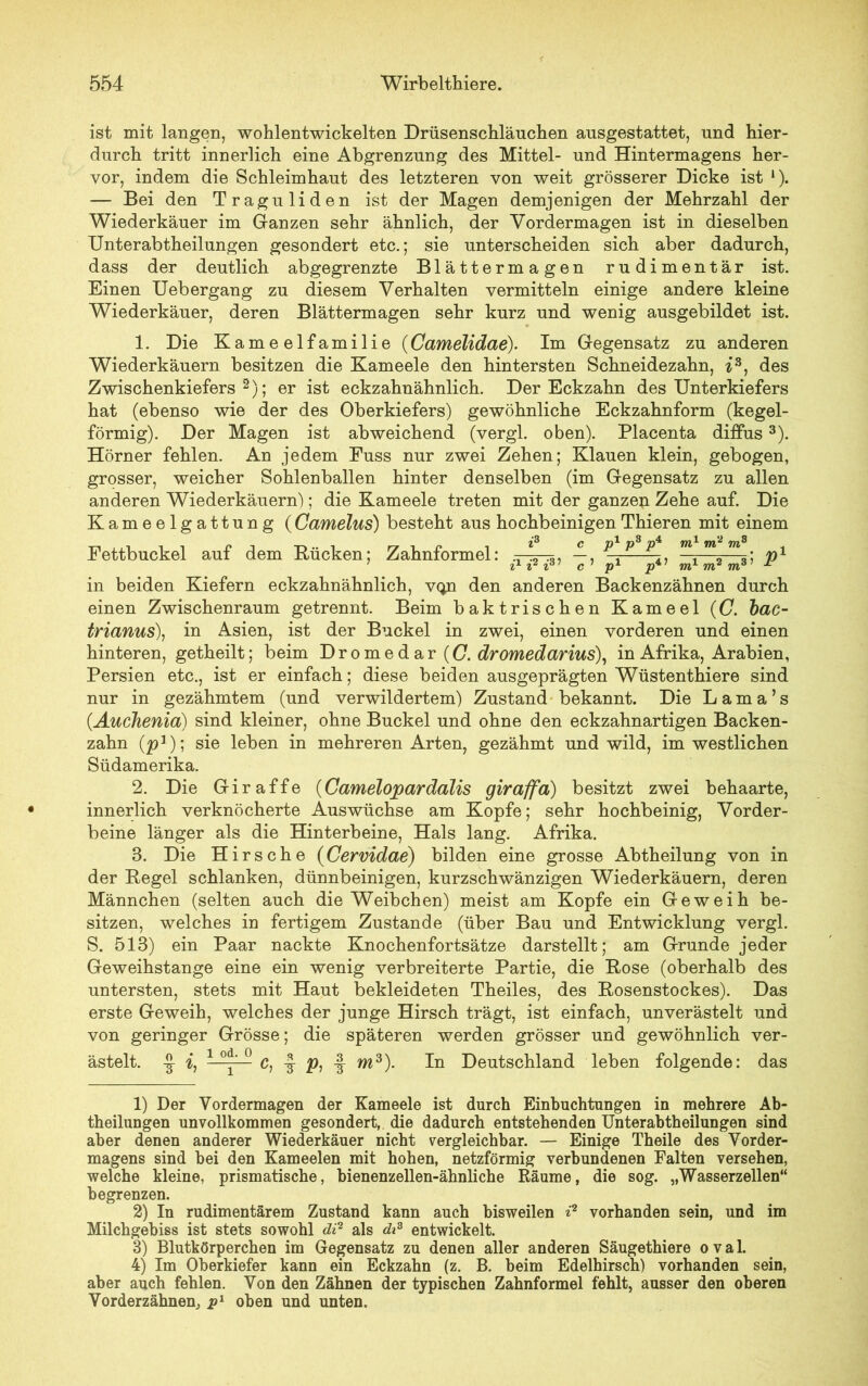 ist mit langen, wohlentwickelten Drüsenschläuchen ansgestattet, und hier- durch tritt innerlich eine Abgrenzung des Mittel- und Hintermagens her- vor, indem die Schleimhaut des letzteren von weit grösserer Dicke ist 1). — Bei den Traguliden ist der Magen demjenigen der Mehrzahl der Wiederkäuer im Ganzen sehr ähnlich, der Vordermagen ist in dieselben Unter abtheilungen gesondert etc.; sie unterscheiden sich aber dadurch, dass der deutlich abgegrenzte Blättermagen rudimentär ist. Einen Uebergang zu diesem Verhalten vermitteln einige andere kleine Wiederkäuer, deren Blättermagen sehr kurz und wenig ausgebildet ist. 1. Die Kameelfamilie (Camelidae). Im Gegensatz zu anderen Wiederkäuern besitzen die Kameele den hintersten Schneidezahn, i3 4, des Zwischenkiefers2); er ist eckzahnähnlich. Der Eckzahn des Unterkiefers hat (ebenso wie der des Oberkiefers) gewöhnliche Eckzahnform (kegel- förmig). Der Magen ist abweichend (vergl. oben). Placenta diffus3). Hörner fehlen. An jedem Fuss nur zwei Zehen; Klauen klein, gebogen, grosser, weicher Sohlenballen hinter denselben (im Gegensatz zu allen anderen Wiederkäuern); die Kameele treten mit der ganzeu Zehe auf. Die Kameelgattung (Camelus) besteht aus hochbeinigenThieren mit einem Fettbuckel auf dem Bücken; Zahnformel: * .3, —, *-£-1- m m m ; in beiden Kiefern eckzahnähnlich, vqn den anderen Backenzähnen durch einen Zwischenraum getrennt. Beim baktrischen Kameel (C. bac- trianus), in Asien, ist der Buckel in zwei, einen vorderen und einen hinteren, getheilt; beim D r o m e d a r (G. dromedarius), in Afrika, Arabien, Persien etc., ist er einfach; diese beiden ausgeprägten Wüstenthiere sind nur in gezähmtem (und verwildertem) Zustand bekannt. Die L a m a ’ s (.Auchenia) sind kleiner, ohne Buckel und ohne den eckzahnartigen Backen- zahn (p1); sie leben in mehreren Arten, gezähmt und wild, im westlichen Südamerika. 2. Die Giraffe (Camelopardalis giraffa) besitzt zwei behaarte, innerlich verknöcherte Auswüchse am Kopfe; sehr hochbeinig, Vorder- beine länger als die Hinterbeine, Hals lang. Afrika. 8. Die Hirsche (Cervidae) bilden eine grosse Abtheilung von in der Begel schlanken, dünnbeinigen, kurzschwänzigen Wiederkäuern, deren Männchen (selten auch die Weibchen) meist am Kopfe ein Geweih be- sitzen, welches in fertigem Zustande (über Bau und Entwicklung vergl. S. 518) ein Paar nackte Knochenfortsätze darstellt; am Grunde jeder Geweihstange eine ein wenig verbreiterte Partie, die Bose (oberhalb des untersten, stets mit Haut bekleideten Theiles, des Bosenstockes). Das erste Geweih, welches der junge Hirsch trägt, ist einfach, unverästelt und von geringer Grösse; die späteren werden grösser und gewöhnlich ver- ästelt. i, 1 °*‘ c, -J p, m3). In Deutschland leben folgende: das 1) Der Yordermagen der Kameele ist durch Einbuchtungen in mehrere Ab- theilungen unvollkommen gesondert, die dadurch entstehenden Unterabtheilungen sind aber denen anderer Wiederkäuer nicht vergleichbar. — Einige Theile des Vorder- magens sind bei den Kameelen mit hohen, netzförmig verbundenen Falten versehen, welche kleine, prismatische, bienenzellen-ähnliche Räume, die sog. „Wasserzellen“ begrenzen. 2) In rudimentärem Zustand kann auch bisweilen i2 vorhanden sein, und im Milchgebiss ist stets sowohl di2 als dt3 entwickelt. 3) Blutkörperchen im Gegensatz zu denen aller anderen Säugethiere oval. 4) Im Oberkiefer kann ein Eckzahn (z. B. beim Edelhirsch) vorhanden sein, aber auch fehlen. Von den Zähnen der typischen Zahnformel fehlt, ausser den oberen Vorderzähnen, p1 oben und unten.