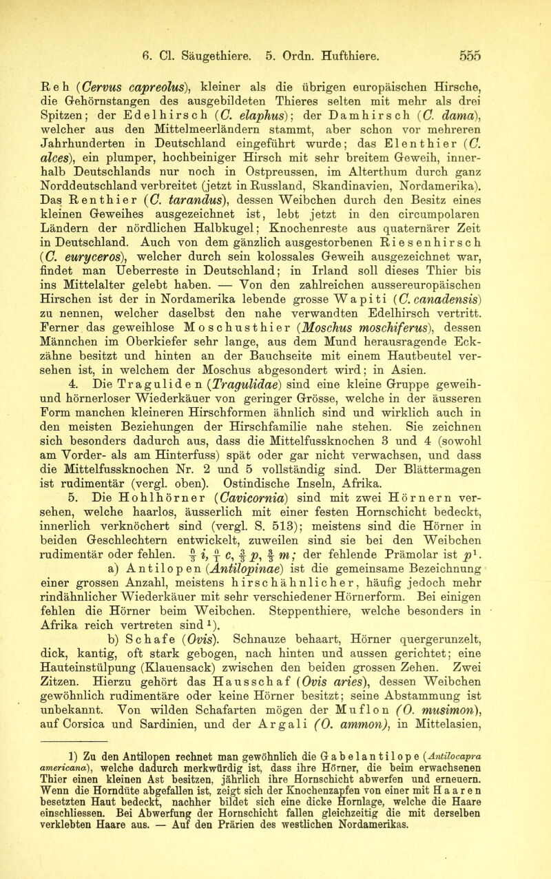 Reh (Cervus capreolus), kleiner als die übrigen europäischen Hirsche, die Gehörnstangen des ausgebildeten Thieres selten mit mehr als drei Spitzen ; der Edelhirsch (C. elaphus); der Damhirsch (C. dama), welcher aus den Mittelmeerländern stammt, aber schon vor mehreren Jahrhunderten in Deutschland eingeführt wurde; das Elenthier (C. alces), ein plumper, hochbeiniger Hirsch mit sehr breitem Geweih, inner- halb Deutschlands nur noch in Ostpreussen, im Alterthum durch ganz Norddeutschland verbreitet (jetzt in Russland, Skandinavien, Nordamerika). Das Renthier (C. tarandus), dessen Weibchen durch den Besitz eines kleinen Geweihes ausgezeichnet ist, lebt jetzt in den circumpolaren Ländern der nördlichen Halbkugel; Knochenreste aus quaternärer Zeit in Deutschland. Auch von dem gänzlich ausgestorbenen Riesenhirsch (C. euryceros), welcher durch sein kolossales Geweih ausgezeichnet war, findet man Ueberreste in Deutschland; in Irland soll dieses Thier bis ins Mittelalter gelebt haben. — Von den zahlreichen aussereuropäischen Hirschen ist der in Nordamerika lebende grosse Wapiti (C. canadensis) zu nennen, welcher daselbst den nahe verwandten Edelhirsch vertritt. Ferner das geweihlose Moschusthier (Moschus moschiferus), dessen Männchen im Oberkiefer sehr lange, aus dem Mund herausragende Eck- zähne besitzt und hinten an der Bauchseite mit einem Hautbeutel ver- sehen ist, in welchem der Moschus abgesondert wird; in Asien. 4. Die Traguliden (Tragulidae) sind eine kleine Gruppe geweih- und hörnerloser Wiederkäuer von geringer Grösse, welche in der äusseren Form manchen kleineren Hirschformen ähnlich sind und wirklich auch in den meisten Beziehungen der Hirschfamilie nahe stehen. Sie zeichnen sich besonders dadurch aus, dass die Mittelfussknochen 3 und 4 (sowohl am Vorder- als am Hinterfuss) spät oder gar nicht verwachsen, und dass die Mittelfussknochen Nr. 2 und 5 vollständig sind. Der Blättermagen ist rudimentär (vergl. oben). Ostindische Inseln, Afrika. 5. Die Hohlhörner (Cavicornia) sind mit zwei Hörnern ver- sehen, welche haarlos, äusserlich mit einer festen Hornschicht bedeckt, innerlich verknöchert sind (vergl. S. 513); meistens sind die Hörner in beiden Geschlechtern entwickelt, zuweilen sind sie bei den Weibchen rudimentär oder fehlen. ^ i, t ci i P-> i der fehlende Prämolar ist p1. a) Antilopen (Antilopinae) ist die gemeinsame Bezeichnung einer grossen Anzahl, meistens hirschähnlicher, häufig jedoch mehr rindähnlicher Wiederkäuer mit sehr verschiedener Hörnerform. Bei einigen fehlen die Hörner beim Weibchen. Steppenthiere, welche besonders in Afrika reich vertreten sind1). b) Schafe (Ovis). Schnauze behaart, Hörner quergerunzelt, dick, kantig, oft stark gebogen, nach hinten und aussen gerichtet; eine Hauteinstülpung (Klauensack) zwischen den beiden grossen Zehen. Zwei Zitzen. Hierzu gehört das Hausschaf (Ovis aries), dessen Weibchen gewöhnlich rudimentäre oder keine Hörner besitzt; seine Abstammung ist unbekannt. Von wilden Schafarten mögen der Muflon (0. musimon), auf Corsica und Sardinien, und der Argali (0. ammon): in Mittelasien, 1) Zu den Antilopen rechnet man gewöhnlich die Gabelantilope (Antilocapra americana.), welche dadurch merkwürdig ist, dass ihre Hörner, die beim erwachsenen Thier einen kleinen Ast besitzen, jährlich ihre Hornschicht abwerfen und erneuern. Wenn die Horndüte abgefallen ist, zeigt sich der Knochenzapfen von einer mit Haaren besetzten Haut bedeckt, nachher bildet sich eine dicke Hornlage, welche die Haare einschliessen. Bei Abwertung der Hornschicht fallen gleichzeitig die mit derselben verklebten Haare aus. — Auf den Prärien des westlichen Nordamerikas.