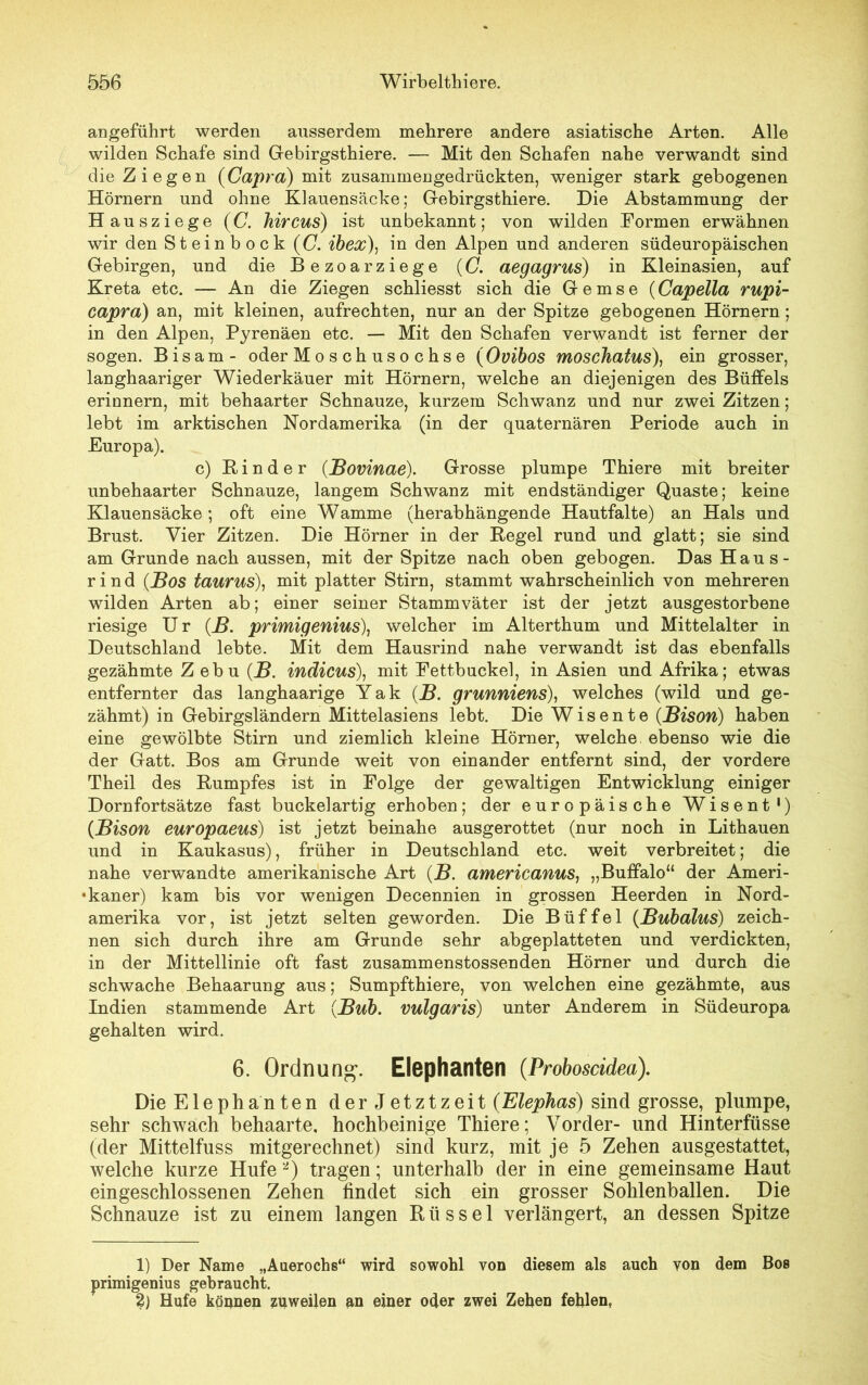 angeführt werden ausserdem mehrere andere asiatische Arten. Alle wilden Schafe sind Gebirgsthiere. — Mit den Schafen nahe verwandt sind die Ziegen (Gapra) mit zusammengedrückten, weniger stark gebogenen Hörnern und ohne Klauensäcke; Gebirgsthiere. Die Abstammung der Hausziege (O. hircus) ist unbekannt; von wilden Formen erwähnen wir den Steinbock (C. ibex), in den Alpen und anderen südeuropäischen Gebirgen, und die Bezoarziege (C. aegagrus) in Kleinasien, auf Kreta etc. — An die Ziegen schliesst sich die Gemse (Capella rupi- capra) an, mit kleinen, aufrechten, nur an der Spitze gebogenen Hörnern; in den Alpen, Pyrenäen etc. — Mit den Schafen verwandt ist ferner der sogen. Bisam- oder Moschusochse (Ovibos moschatus), ein grosser, langhaariger Wiederkäuer mit Hörnern, welche an diejenigen des Büffels erinnern, mit behaarter Schnauze, kurzem Schwanz und nur zwei Zitzen; lebt im arktischen Nordamerika (in der quaternären Periode auch in Europa). c) Rinder (Bovinae). Grosse plumpe Thiere mit breiter unbehaarter Schnauze, langem Schwanz mit endständiger Quaste; keine Klauensäcke; oft eine Wamme (herabhängende Hautfalte) an Hals und Brust. Vier Zitzen. Die Hörner in der Regel rund und glatt; sie sind am Grunde nach aussen, mit der Spitze nach oben gebogen. Das Haus- rind (jBos taurus), mit platter Stirn, stammt wahrscheinlich von mehreren wilden Arten ab; einer seiner Stammväter ist der jetzt ausgestorbene riesige Ur (ß. primigenius\ welcher im Alterthum und Mittelalter in Deutschland lebte. Mit dem Hausrind nahe verwandt ist das ebenfalls gezähmte Z ebu (B. indicus\ mit Fettbuckel, in Asien und Afrika; etwas entfernter das langhaarige Yak (B. grunniens), welches (wild und ge- zähmt) in Gebirgsländern Mittelasiens lebt. Die Wisente (Bison) haben eine gewölbte Stirn und ziemlich kleine Hörner, welche, ebenso wie die der Gatt. Bos am Grunde weit von einander entfernt sind, der vordere Theil des Rumpfes ist in Folge der gewaltigen Entwicklung einiger Dornfortsätze fast buckelartig erhoben; der europäische Wisent1) (Bison europaeus) ist jetzt beinahe ausgerottet (nur noch in Lithauen und in Kaukasus), früher in Deutschland etc. weit verbreitet; die nahe verwandte amerikanische Art (B. americanus, „Buffalo“ der Ameri- kaner) kam bis vor wenigen Decennien in grossen Heerden in Nord- amerika vor, ist jetzt selten geworden. Die Büffel (Bubalus) zeich- nen sich durch ihre am Grunde sehr abgeplatteten und verdickten, in der Mittellinie oft fast zusammenstossenden Hörner und durch die schwache Behaarung aus; Sumpfthiere, von welchen eine gezähmte, aus Indien stammende Art (Bub. vulgaris) unter Anderem in Südeuropa gehalten wird. 6. Ordnung. Elephanten (Proboscidea). Die Elephanten derJetztzeit (Elephas) sind grosse, plumpe, sehr schwach behaarte, hochbeinige Thiere; Vorder- und Hinterfüsse (der Mittelfuss mitgerechnet) sind kurz, mit je 5 Zehen ausgestattet, welche kurze Hufe 2) tragen; unterhalb der in eine gemeinsame Haut eingeschlossenen Zehen findet sich ein grosser Sohlenballen. Die Schnauze ist zu einem langen Rüssel verlängert, an dessen Spitze 1) Der Name „Auerochs“ wird sowohl von diesem als auch yon dem Bos primigenius gebraucht. 2) Hufe können zuweilen an einer oder zwei Zehen fehlen,
