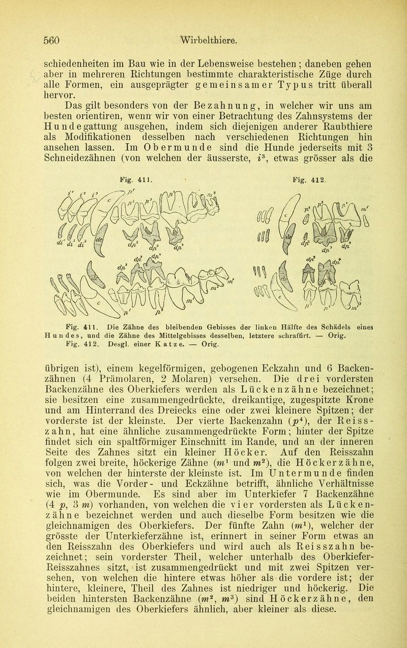 schiedenheiten im Bau wie in der Lebensweise bestehen; daneben gehen aber in mehreren Richtungen bestimmte charakteristische Züge durch alle Formen, ein ausgeprägter gemeinsamer Typus tritt überall hervor. Das gilt besonders von der Bezahnung, in welcher wir uns am besten orientiren, wenn wir von einer Betrachtung des Zahnsystems der Hundegattung ausgehen, indem sich diejenigen anderer Raubthiere als Modifikationen desselben nach verschiedenen Richtungen hin ansehen lassen. Im Obermunde sind die Hunde jederseits mit 3 Schneidezähnen (von welchen der äusserste, ä3, etwas grösser als die Fig. 411. Fig. 412. Hundes, und die Zähne des Mittelgebisses desselben, letztere sehraffirt. — Orig. Fig. 412. Desgl. einer Katze. — Orig. übrigen ist), einem kegelförmigen, gebogenen Eckzahn und 6 Backen- zähnen (4 Prämolaren, 2 Molaren) versehen. Die drei vordersten Backenzähne des Oberkiefers werden als Lückenzähne bezeichnet; sie besitzen eine zusammengedrückte, dreikantige, zugespitzte Krone und am Hinterrand des Dreiecks eine oder zwei kleinere Spitzen; der vorderste ist der kleinste. Der vierte Backenzahn (i?4), der Reiss- zahn, hat eine ähnliche zusammengedrückte Form; hinter der Spitze findet sich ein spaltförmiger Einschnitt im Rande, und an der inneren Seite des Zahnes sitzt ein kleiner Höcker. Auf den Reisszahn folgen zwei breite, höckerige Zähne (mx und m2), die Höcker zähne, von welchen der hinterste der kleinste ist. Im Untermunde finden sich, was die Vorder- und Eckzähne betrifft, ähnliche Verhältnisse wie im Obermunde. Es sind aber im Unterkiefer 7 Backenzähne (4 p, 3 m) vorhanden, von welchen die vier vordersten als Lücken- zähne bezeichnet werden und auch dieselbe Form besitzen wie die gleichnamigen des Oberkiefers. Der fünfte Zahn (m1), welcher der grösste der Unterkieferzähne ist, erinnert in seiner Form etwas an den Reisszahn des Oberkiefers und wird auch als Reisszahn be- zeichnet; sein vorderster Theil, welcher unterhalb des Oberkiefer- Reisszahnes sitzt, ist zusammengedrückt und mit zwei Spitzen ver- sehen, von welchen die hintere etwas höher als die vordere ist; der hintere, kleinere, Theil des Zahnes ist niedriger und höckerig. Die beiden hintersten Backenzähne (m2, m3) sind Höckerzähne, den gleichnamigen des Oberkiefers ähnlich, aber kleiner als diese.
