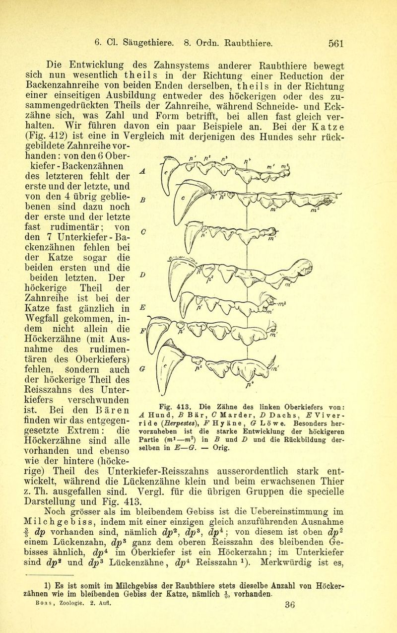 Die Entwicklung des Zahnsystems anderer Raubthiere bewegt sich nun wesentlich theils in der Richtung einer Reduction der Backenzahnreihe von beiden Enden derselben, theils in der Richtung einer einseitigen Ausbildung entweder des höckerigen oder des zu- sammengedrückten Theils der Zahnreihe, während Schneide- und Eck- zähne sich, was Zahl und Form betrifft, bei allen fast gleich ver- halten. Wir führen davon ein paar Beispiele an. Bei der Katze (Fig. 412) ist eine in Vergleich mit derjenigen des Hundes sehr rück- gebildete Zahnreihe vor- handen : von den 6 Ober- kiefer - Backenzähnen des letzteren fehlt der erste und der letzte, und von den 4 übrig geblie- benen sind dazu noch der erste und der letzte fast rudimentär; von den 7 Unterkiefer-Ba- ckenzähnen fehlen bei der Katze sogar die beiden ersten und die beiden letzten. Der höckerige Theil der Zahnreihe ist bei der Katze fast gänzlich in Wegfall gekommen, in- dem nicht allein die Höckerzähne (mit Aus- nahme des rudimen- tären des Oberkiefers) fehlen, sondern auch der höckerige Theil des Reisszahns des Unter- kiefers verschwunden ist. Bei den Bären , „ Fi!' ^berki™. von: o , . -» , iHund,£Bar, CMarder, i)Dachs, ^Viver- linden Wll das entgegen- ride (Herpestes), r Hy äne, 6? Löwe. Besonders her- gesetzte Extrem : die vorzuheben ist die starke Entwicklung der höckigeren Höckerzähne sind alle Partie (m* — m2 *) in B und D und die Rückbildung der- vorhanden und ebenso 3elben in E~G- ~ 0ris- wie der hintere (höcke- rige) Theil des Unterkiefer-Reisszahns ausserordentlich stark ent- wickelt, während die Lückenzähne klein und beim erwachsenen Thier z. Th. ausgefallen sind. Vergl. für die übrigen Gruppen die specielle Darstellung und Fig. 413. Noch grösser als im bleibendem Gebiss ist die Uebereinstimmung im Milchgebiss, indem mit einer einzigen gleich anznführenden Ausnahme -f dp vorhanden sind, nämlich dp2, dp*, dp4; von diesem ist oben dp2 einem Lückenzahn, dp* ganz dem oberen Reisszahn des bleibenden Ge- bisses ähnlich, dp4 im Oberkiefer ist ein Höckerzahn; im Unterkiefer sind dp2 und dp* Lückenzähne, dp4 Reisszahn1). Merkwürdig ist es, 1) Es ist somit im Milchgebiss der Raubthiere stets dieselbe Anzahl von Höcker- zähnen wie im bleibenden Gebiss der Katze, nämlich vorhanden. Boas, Zoologie. 2. Aufl. 36