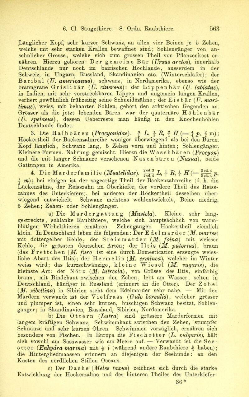 Länglicher Kopf, sehr kurzer Schwanz, an allen vier Beinen je 5 Zehen, welche mit sehr starken Krallen bewaffnet sind; Sohlengänger von an- sehnlicher Grösse, welche sich zum grossen Theil von Pflanzenkost er- nähren. Hierzu gehören: Der gemeine Bär (TJrsus arctos), innerhalb Deutschlands nur noch im bairischen Hochlande, ausserdem in der Schweiz, in Ungarn, Russland, Skandinavien etc. (Winterschläfer); der Baribal (TJ. americanus), schwarz, in Nordamerika, ebenso wie der braungraue Grislibär (TJ. einer eus); der Lippenbär (TJ. labiatus), in Indien, mit sehr vorstreckbaren Lippen und ungemein langen Krallen, verliert gewöhnlich frühzeitig seine Schneidezähne ; der Eisbär (V. mari- timus), weiss, mit behaarten Sohlen, gehört den arktischen Gegenden an. Grösser als die jetzt lebenden Bären war der quaternäre Höhlenbär (TJ. spelaeus), dessen Ueberreste man häufig in den Knochenhöhlen Deutschlands findet. 3. Die Halbbären (Rrocyonidae). £ L, -J- R, f H (= £ p, |m) ; Höckertheil der Backenzahnreihe weniger überwiegend als bei den Bären. Kopf länglich, Schwanz lang, 5 Zehen vorn, und hinten; Sohlengänger. Kleinere Formen. Nahrung gemischt. Hierzu die W a s c h b ä r e n (Procyon) und die mit langer Schnauze versehenen Nasenbären (.Nasua), beide Gattungen in Amerika. 4. Die Marderfamilie (Mustelidae). |^| L, £ R, £ H(= p, 4 m); bei einigen ist der sägeartige Theil der Backenzahnreihe (d. h. die Lückenzähne, der Reisszahn im Oberkiefer, der vordere Theil des Reiss- zahnes des Unterkiefers), bei anderen der Höckertheil desselben über- wiegend entwickelt. Schwanz meistens wohlentwickelt, Beine niedrig, 5 Zehen; Zehen- oder Sohlengänger. a) Die Mardergattung (Mustela). Kleine, sehr lang- gestreckte, schlanke Raubthiere, welche sich hauptsächlich von warm- blütigen Wirbelthieren ernähren. Zehengänger. Höckertheil ziemlich klein. In Deutschland leben die folgenden: Der Edelmarder (M. martes) mit dottergelber Kehle, der Steinmarder (M. foina) mit weisser Kehle, die grössten deutschen Arten; der Iltis (M. putorius), braun (das Frettchen [M. furo] ist eine durch Domestication erzeugte weiss- liche Abart des Iltis); der Hermelin (M. erminea), welcher im Winter weiss wird; das kurzschwänzige, kleine Wiesel (M. vugaris), die kleinste Art; der Nörz (M. lutreola), von Grösse des Iltis, einfarbig braun, mit Bindehaut zwischen den Zehen, lebt am Wasser, selten in Deutschland, häufiger in Russland (erinnert an die Otter). Der Zobel (3J. zibellind) in Sibirien steht dem Edelmarder sehr nahe. — Mit den Mardern verwandt ist der Vielfrass (Gulo borealis), welcher grösser und plumper ist, einen sehr kurzen, buschigen Schwanz besitzt, Sohlen- gänger; in Skandinavien, Russland, Sibirien, Nordamerika. b) Die Ottern (Lutra) sind grössere Marderformen mit langem kräftigen Schwanz, Schwimmhaut zwischen den Zehen, stumpfer Schnauze und sehr kurzen Ohren. Schwimmen vorzüglich, ernähren sich besonders von Fischen. In Europa die Fischotter (L. vulgaris), hält sich sowohl am Süsswasser wie am Meere auf. — Verwandt ist die See- otter (Enhydra marina) mit i (während andere Raubthiere £ haben); die Hintergliedmaassen erinnern an diejenigen der Seehunde: an den Küsten des nördlichen Stillen Oceans. c) Der Dachs (Meies taxus) zeichnet sich durch die starke Entwicklung der Höckerzähne und des hinteren Theiles des Unterkiefer- 36*