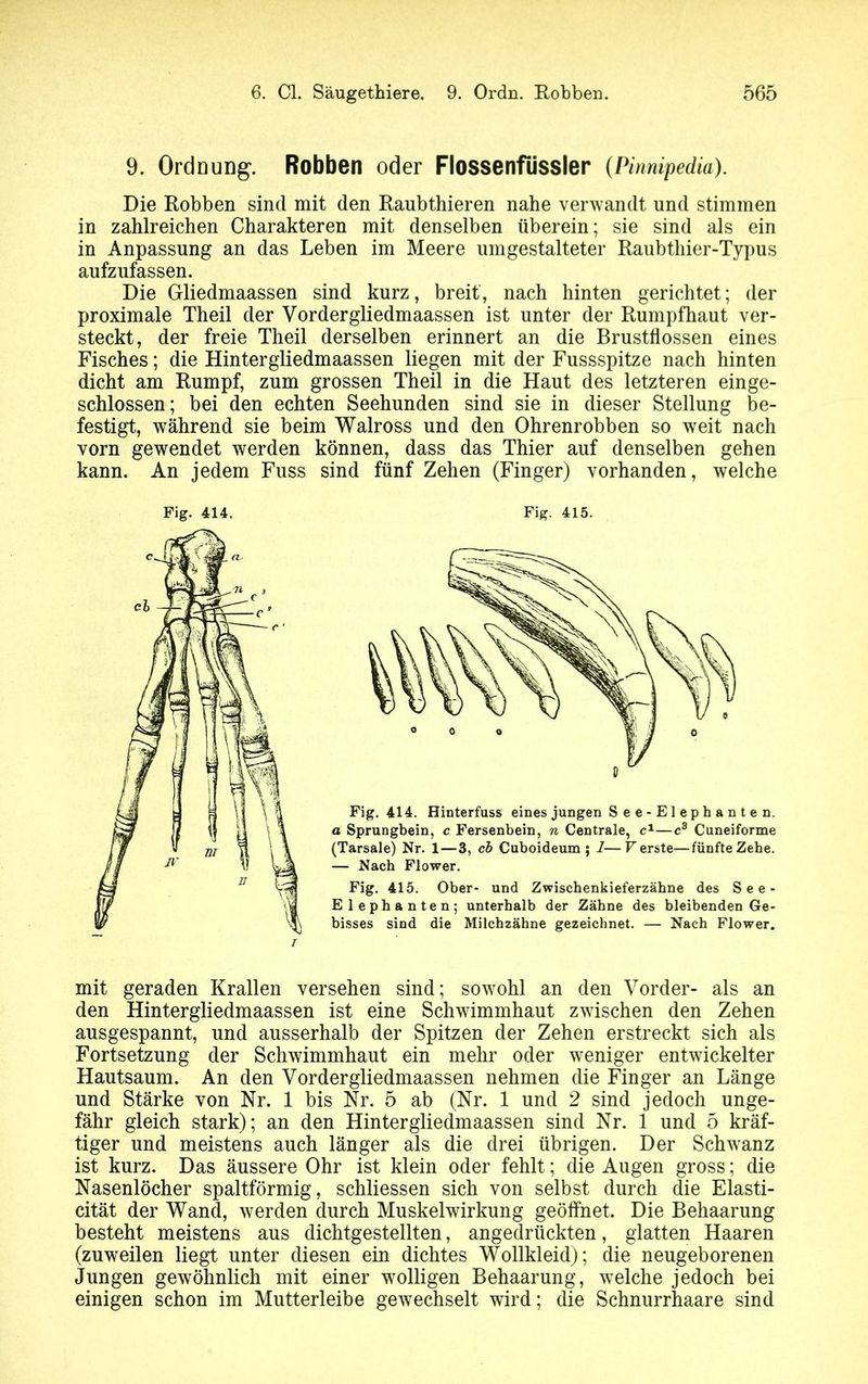 9. Ordnung. Robben oder Flossenfiissler (Pimipedia). Die Robben sind mit den Raubthieren nahe verwandt und stimmen in zahlreichen Charakteren mit denselben überein; sie sind als ein in Anpassung an das Leben im Meere um gestalteter Raubthier-Typus aufzufassen. Die Gliedmaassen sind kurz, breit, nach hinten gerichtet; der proximale Theil der Vorder gliedmaassen ist unter der Rumpfhaut ver- steckt, der freie Theil derselben erinnert an die Brustflossen eines Fisches; die Hintergliedmaassen liegen mit der Fussspitze nach hinten dicht am Rumpf, zum grossen Theil in die Haut des letzteren einge- schlossen; bei den echten Seehunden sind sie in dieser Stellung be- festigt, während sie beim Walross und den Ohrenrobben so weit nach vorn gewendet werden können, dass das Thier auf denselben gehen kann. An jedem Fuss sind fünf Zehen (Finger) vorhanden, welche Fig. 414. Fig. 415. mit geraden Krallen versehen sind; sowohl an den Vorder- als an den Hintergliedmaassen ist eine Schwimmhaut zwischen den Zehen ausgespannt, und ausserhalb der Spitzen der Zehen erstreckt sich als Fortsetzung der Schwimmhaut ein mehr oder weniger entwickelter Hautsaum. An den Vordergliedmaassen nehmen die Finger an Länge und Stärke von Nr. 1 bis Nr. 5 ab (Nr. 1 und 2 sind jedoch unge- fähr gleich stark); an den Hintergliedmaassen sind Nr. 1 und 5 kräf- tiger und meistens auch länger als die drei übrigen. Der Schwanz ist kurz. Das äussere Ohr ist klein oder fehlt; die Augen gross; die Nasenlöcher spaltförmig, schliessen sich von selbst durch die Elasti- cität der Wand, werden durch Muskelwirkung geöffnet. Die Behaarung besteht meistens aus dichtgestellten, angedrückten, glatten Haaren (zuweilen liegt unter diesen ein dichtes Wollkleid); die neugeborenen Jungen gewöhnlich mit einer wolligen Behaarung, welche jedoch bei einigen schon im Mutterleibe gewechselt wird; die Schnurrhaare sind Fig. 414. Hinterfuss eines jungen See-Elephanten. a Sprungbein, c Fersenbein, n Centrale, c1—c3 Cuneiforme (Tarsale) Nr. 1—3, cb Cuboideum ; 1—V erste—fünfte Zehe. — Nach Flower. Fig. 415. Ober- und Zwischenkieferzähne des See- Elephanten; unterhalb der Zähne des bleibenden Ge- bisses sind die Milchzähne gezeichnet. — Nach Flower. T
