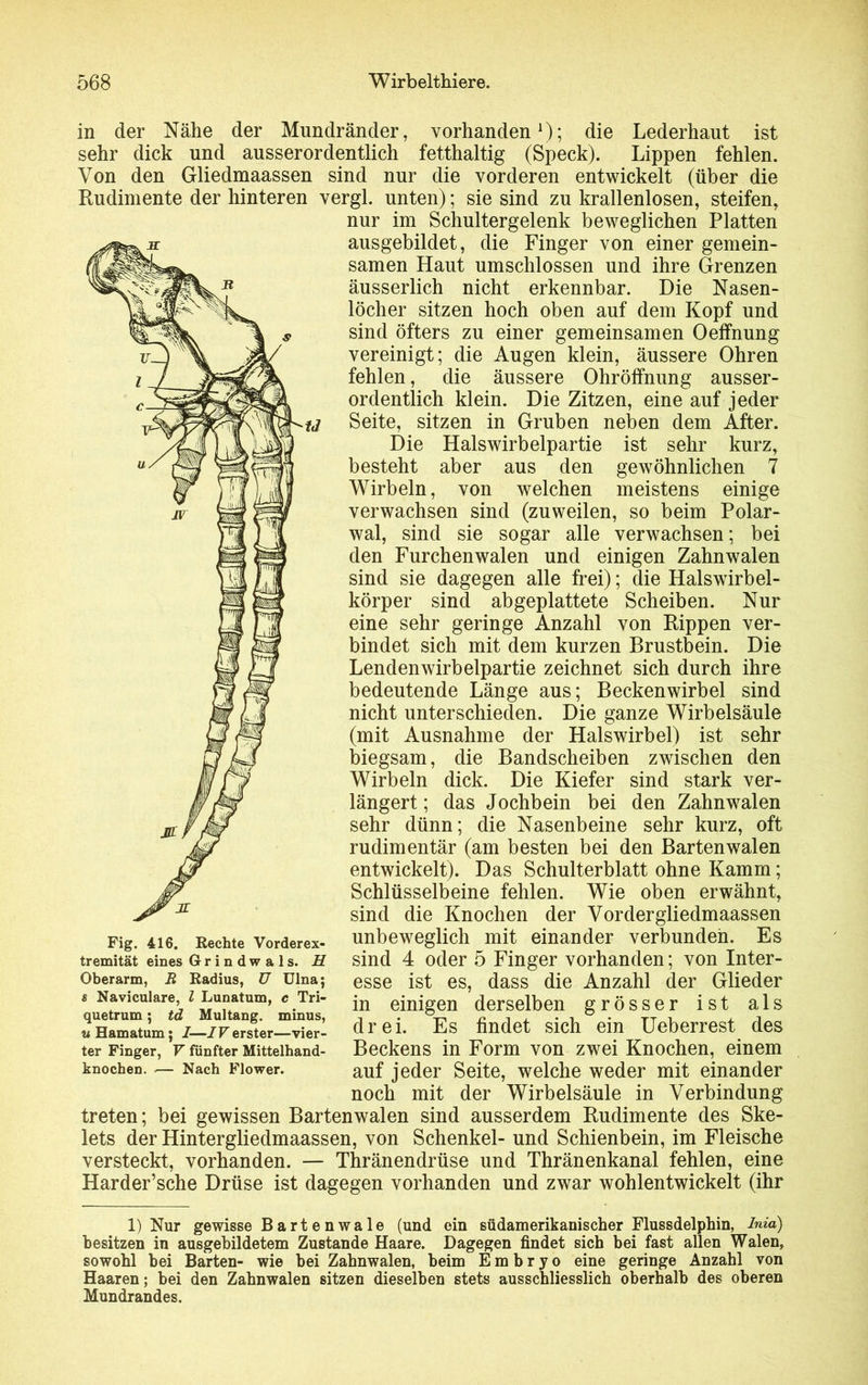 in der Nähe der Mundränder, vorhanden1); die Lederhaut ist sehr dick und ausserordentlich fetthaltig (Speck). Lippen fehlen. Von den Gliedmaassen sind nur die vorderen entwickelt (über die Rudimente der hinteren vergl. unten); sie sind zu krallenlosen, steifen, nur im Schultergelenk beweglichen Platten ausgebildet, die Finger von einer gemein- samen Haut umschlossen und ihre Grenzen äusserlich nicht erkennbar. Die Nasen- löcher sitzen hoch oben auf dem Kopf und sind öfters zu einer gemeinsamen Oeffnung vereinigt; die Augen klein, äussere Ohren fehlen, die äussere Ohröffnung ausser- ordentlich klein. Die Zitzen, eine auf jeder Seite, sitzen in Gruben neben dem After. Die Halswirbelpartie ist sehr kurz, besteht aber aus den gewöhnlichen 7 Wirbeln, von welchen meistens einige verwachsen sind (zuweilen, so beim Polar- wal, sind sie sogar alle verwachsen; bei den Furchenwalen und einigen Zahnwalen sind sie dagegen alle frei); die Halswirbel- körper sind abgeplattete Scheiben. Nur eine sehr geringe Anzahl von Rippen ver- bindet sich mit dem kurzen Brustbein. Die Lendenwirbelpartie zeichnet sich durch ihre bedeutende Länge aus; Beckenwirbel sind nicht unterschieden. Die ganze Wirbelsäule (mit Ausnahme der Halswirbel) ist sehr biegsam, die Bandscheiben zwischen den Wirbeln dick. Die Kiefer sind stark ver- längert; das Jochbein bei den Zahnwalen sehr dünn; die Nasenbeine sehr kurz, oft rudimentär (am besten bei den Bartenwalen entwickelt). Das Schulterblatt ohne Kamm; Schlüsselbeine fehlen. Wie oben erwähnt, sind die Knochen der Vorder gliedmaassen unbeweglich mit einander verbunden. Es sind 4 oder 5 Finger vorhanden; von Inter- esse ist es, dass die Anzahl der Glieder in einigen derselben grösser ist als drei. Es findet sich ein Ueberrest des Beckens in Form von zwei Knochen, einem auf jeder Seite, welche weder mit einander noch mit der Wirbelsäule in Verbindung treten; bei gewissen Bartenwalen sind ausserdem Rudimente des Ske- lets der Hintergliedmaassen, von Schenkel- und Schienbein, im Fleische versteckt, vorhanden. — Thränendrüse und Thränenkanal fehlen, eine Harder’sche Drüse ist dagegen vorhanden und zwar wohlentwickelt (ihr Fig. 416. Rechte Vorderex- tremität eines Grindwals. H Oberarm, R Radius, ü Ulna; 8 Naviculare, l Lunatum, c Tri- quetrum; td Multang. minus, u Hamatum; I—IV erster—vier- ter Finger, V fünfter Mittelhand- knochen. — Nach Flower. 1) Nur gewisse Bartenwale (und ein südamerikanischer Flussdelphin, Inia) besitzen in ausgebildetem Zustande Haare. Dagegen findet sich bei fast allen Walen, sowohl hei Barten- wie bei Zahnwalen, heim Embryo eine geringe Anzahl von Haaren; bei den Zahnwalen sitzen dieselben stets ausschliesslich oberhalb des oberen Mundrandes.