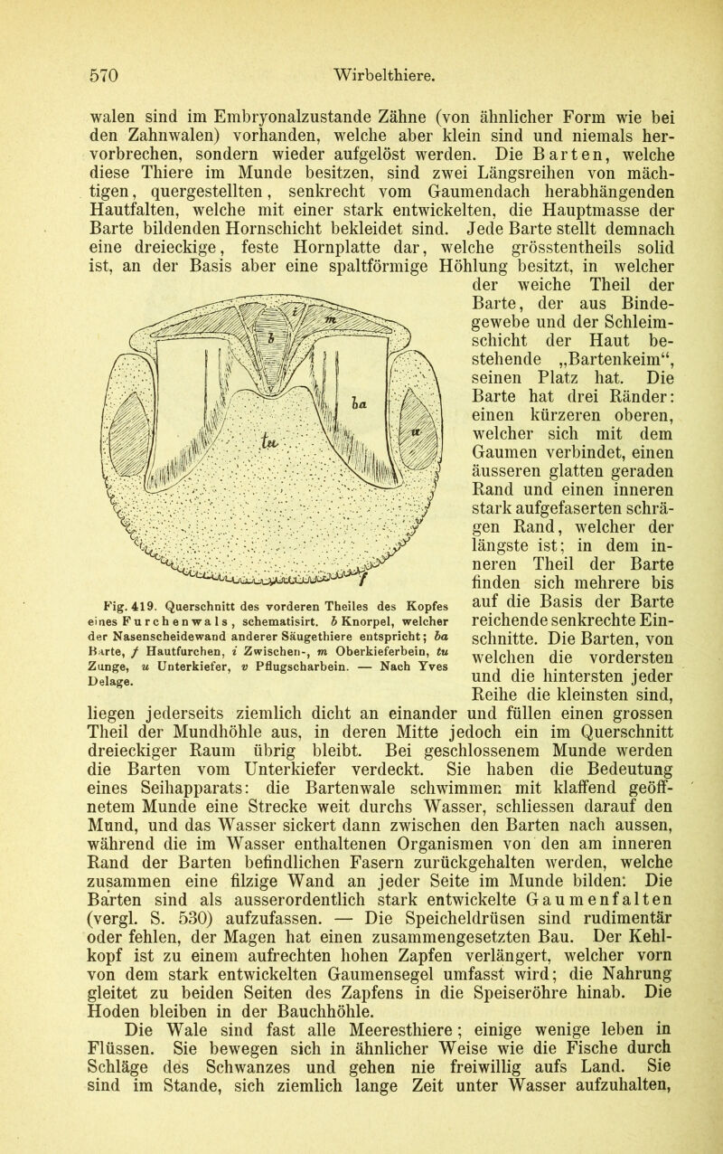 walen sind im Embryonalzustande Zähne (von ähnlicher Form wie bei den Zahnwalen) vorhanden, welche aber klein sind und niemals her- vorbrechen, sondern wieder aufgelöst werden. Die Barten, welche diese Thiere im Munde besitzen, sind zwei Längsreihen von mäch- tigen , quergestellten, senkrecht vom Gaumendach herabhängenden Hautfalten, welche mit einer stark entwickelten, die Hauptmasse der Barte bildenden Hornschicht bekleidet sind. Jede Barte stellt demnach eine dreieckige, feste Hornplatte dar, welche grösstentheils solid ist, an der Basis aber eine spaltförmige Höhlung besitzt, in welcher der weiche Theil der Barte, der aus Binde- gewebe und der Schleim- schicht der Haut be- stehende „Bartenkeim“, seinen Platz hat. Die Barte hat drei Ränder: einen kürzeren oberen, welcher sich mit dem Gaumen verbindet, einen äusseren glatten geraden Rand und einen inneren stark aufgefaserten schrä- gen Rand, welcher der längste ist; in dem in- neren Theil der Barte finden sich mehrere bis auf die Basis der Barte reichende senkrechte Ein- schnitte. Die Barten, von welchen die vordersten und die hintersten jeder Reihe die kleinsten sind, liegen jederseits ziemlich dicht an einander und füllen einen grossen Theil der Mundhöhle aus, in deren Mitte jedoch ein im Querschnitt dreieckiger Raum übrig bleibt. Bei geschlossenem Munde werden die Barten vom Unterkiefer verdeckt. Sie haben die Bedeutung eines Seihapparats: die Bartenwale schwimmen mit klaffend geöff- netem Munde eine Strecke weit durchs Wasser, schliessen darauf den Mund, und das Wasser sickert dann zwischen den Barten nach aussen, während die im Wasser enthaltenen Organismen von den am inneren Rand der Barten befindlichen Fasern zurückgehalten werden, welche zusammen eine filzige Wand an jeder Seite im Munde bilden: Die Barten sind als ausserordentlich stark entwickelte Gaumenfalten (vergl. S. 530) aufzufassen. — Die Speicheldrüsen sind rudimentär oder fehlen, der Magen hat einen zusammengesetzten Bau. Der Kehl- kopf ist zu einem aufrechten hohen Zapfen verlängert, welcher vorn von dem stark entwickelten Gaumensegel umfasst wird; die Nahrung gleitet zu beiden Seiten des Zapfens in die Speiseröhre hinab. Die Hoden bleiben in der Bauchhöhle. Die Wale sind fast alle Meeresthiere; einige wenige leben in Flüssen. Sie bewegen sich in ähnlicher Weise wie die Fische durch Schläge des Schwanzes und gehen nie freiwillig aufs Land. Sie sind im Stande, sich ziemlich lange Zeit unter Wasser aufzuhalten, Fig. 419. Querschnitt des vorderen Theiles des Kopfes ei nes Furchenwals, schematisirt. b Knorpel, welcher der Nasenscheidewand anderer Säugethiere entspricht; ba Barte, / Hautfurchen, i Zwischen-, m Oberkieferbein, tu Zunge, u Unterkiefer, v Pflugscharbein. — Nach Yves Delage.