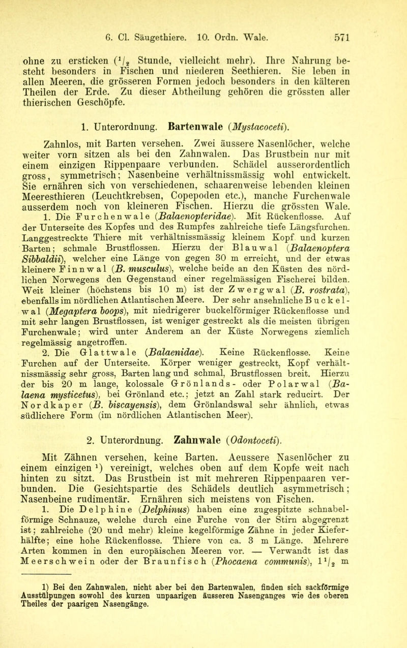 ohne zu ersticken (*/, Stunde, vielleicht mehr). Ihre Nahrung be- steht besonders in Fischen und niederen Seethieren. Sie leben in allen Meeren, die grösseren Formen jedoch besonders in den kälteren Theilen der Erde. Zu dieser Abtheilung gehören die grössten aller thierischen Geschöpfe. 1. Unterordnung. Bartenwale (Mystacoceti). Zahnlos, mit Barten versehen. Zwei äussere Nasenlöcher, welche weiter vorn sitzen als bei den Zahnwalen. Das Brustbein nur mit einem einzigen Rippenpaare verbunden. Schädel ausserordentlich gross, symmetrisch; Nasenbeine verhältnissmässig wohl entwickelt. Sie ernähren sich von verschiedenen, schaarenweise lebenden kleinen Meeresthieren (Leuchtkrebsen, Copepoclen etc.), manche Furchenwale ausserdem noch von kleineren Fischen. Hierzu die grössten Wale. 1. Die Furchenwale (Balaenopteridae). Mit Rückenflosse. Auf der Unterseite des Kopfes und des Rumpfes zahlreiche tiefe Längsfurchen. Langgestreckte Thiere mit verhältnissmässig kleinem Kopf und kurzen Barten; schmale Brustflossen. Hierzu der Blauwal (.Balaenoptera Sibbaldii), welcher eine Länge von gegen 30 m erreicht, und der etwas kleinere Finnwal (B. musculus), welche beide an den Küsten des nörd- lichen Norwegens den Gegenstand einer regelmässigen Fischerei bilden. Weit kleiner (höchstens bis 10 m) ist der Zwergwal (B. rostrata), ebenfalls im nördlichen Atlantischen Meere. Der sehr ansehnliche Buckel- wal (Megaptera boops), mit niedrigerer buckelförmiger Rückenflosse und mit sehr langen Brustflossen, ist weniger gestreckt als die meisten übrigen Furchenwale; wird unter Anderem an der Küste Norwegens ziemlich regelmässig angetroffen. 2. Die Glattwale (Balaenidae). Keine Rückenflosse. Keine Furchen auf der Unterseite. Körper weniger gestreckt, Kopf verhält- nissmässig sehr gross, Barten lang und schmal, Brustflossen breit. Hierzu der bis 20 m lange, kolossale Grönlands- oder Polarwal (Ba- laena mysticetus), bei Grönland etc.; jetzt an Zahl stark reducirt. Der Nordkaper (B. biscayensis), dem Grönlandswal sehr ähnlich, etwas südlichere Form (im nördlichen Atlantischen Meer). 2. Unterordnung. Zahnwale (Odontoceti). Mit Zähnen versehen, keine Barten. Aeussere Nasenlöcher zu einem einzigen *) vereinigt, welches oben auf dem Kopfe weit nach hinten zu sitzt. Das Brustbein ist mit mehreren Rippenpaaren ver- bunden. Die Gesichtspartie des Schädels deutlich asymmetrisch; Nasenbeine rudimentär. Ernähren sich meistens von Fischen. 1. Die Delphine (Delphinus) haben eine zugespitzte schnabel- förmige Schnauze, welche durch eine Furche von der Stirn abgegrenzt ist; zahlreiche (20 und mehr) kleine kegelförmige Zähne in jeder Kiefer- hälfte; eine hohe Rückenflosse. Thiere von ca. 3 m Länge. Mehrere Arten kommen in den europäischen Meeren vor. — Verwandt ist das Meerschwein oder der Braunfisch (.Bhocaena communis), l1/s m 1) Bei den Zahnwalen, nicht aber bei den Bartenwalen, finden sich sackförmige Ausstülpungen sowohl des kurzen unpaarigen äusseren Nasenganges wie des oberen Theiles der paarigen Nasengänge.