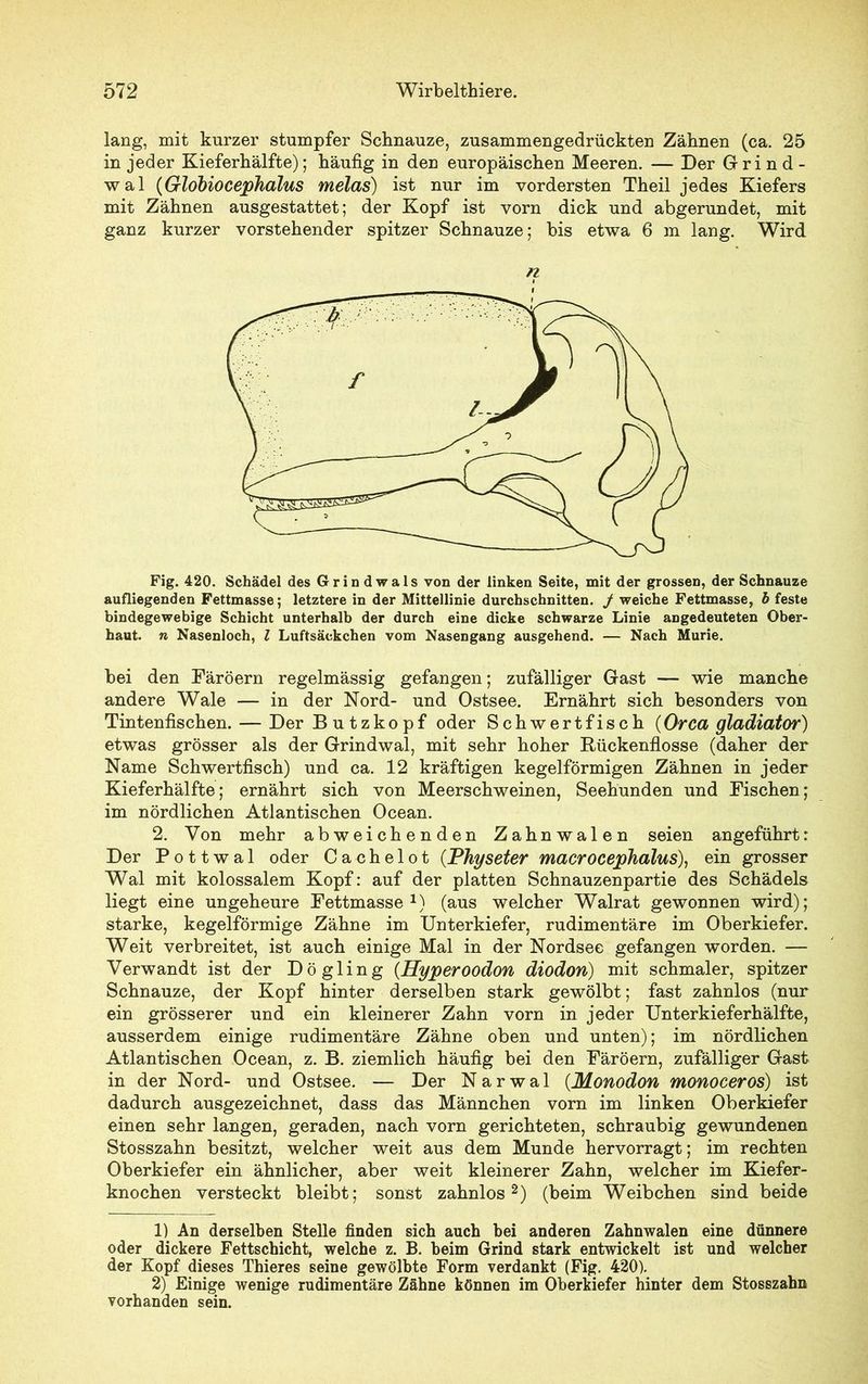 lang, mit kurzer stumpfer Schnauze, zusammengedrückten Zähnen (ca. 25 in jeder Kieferhälfte); häufig in den europäischen Meeren. — Der Grind- wal (Globiocephalus melas) ist nur im vordersten Theil jedes Kiefers mit Zähnen ausgestattet; der Kopf ist vorn dick und abgerundet, mit ganz kurzer vorstehender spitzer Schnauze; bis etwa 6 m lang. Wird n Fig. 420. Schädel des Grindwals von der linken Seite, mit der grossen, der Schnauze aufliegenden Fettmasse; letztere in der Mittellinie durchschnitten. / weiche Fettmasse, b feste bindegewebige Schicht unterhalb der durch eine dicke schwarze Linie angedeuteten Ober- haut. n Nasenloch, l Luftsäckchen vom Nasengang ausgehend. — Nach Murie. bei den Färöern regelmässig gefangen; zufälliger Gast — wie manche andere Wale — in der Nord- und Ostsee. Ernährt sich besonders von Tintenfischen. — Der Butzkopf oder Schwertfisch (Orca gladiator) etwas grösser als der Grindwal, mit sehr hoher Rückenflosse (daher der Name Schwertfisch) und ca. 12 kräftigen kegelförmigen Zähnen in jeder Kieferhälfte; ernährt sich von Meerschweinen, Seehunden und Fischen; im nördlichen Atlantischen Ocean. 2. Von mehr abweichenden Zahnwalen seien angeführt: Der Pottwal oder Cachelot (Physeter macrocephalus), ein grosser Wal mit kolossalem Kopf: auf der platten Schnauzenpartie des Schädels liegt eine ungeheure Fettmasse1) (aus welcher Walrat gewonnen wird); starke, kegelförmige Zähne im Unterkiefer, rudimentäre im Oberkiefer. Weit verbreitet, ist auch einige Mal in der Nordsee gefangen worden. — Verwandt ist der Dögling (Hyperoodon diodon) mit schmaler, spitzer Schnauze, der Kopf hinter derselben stark gewölbt; fast zahnlos (nur ein grösserer und ein kleinerer Zahn vorn in jeder Unterkieferhälfte, ausserdem einige rudimentäre Zähne oben und unten); im nördlichen Atlantischen Ocean, z. B. ziemlich häufig bei den Färöern, zufälliger Gast in der Nord- und Ostsee. — Der Narwal (Monodon monoceros) ist dadurch ausgezeichnet, dass das Männchen vorn im linken Oberkiefer einen sehr langen, geraden, nach vorn gerichteten, schraubig gewundenen Stosszahn besitzt, welcher weit aus dem Munde hervorragt; im rechten Oberkiefer ein ähnlicher, aber weit kleinerer Zahn, welcher im Kiefer- knochen versteckt bleibt; sonst zahnlos2) (beim Weibchen sind beide 1) An derselben Stelle finden sich auch bei anderen Zahnwalen eine dünnere oder dickere Fettschicht, welche z. B. heim Grind stark entwickelt ist und welcher der Kopf dieses Thieres seine gewölbte Form verdankt (Fig. 420). 2) Einige wenige rudimentäre Zähne können im Oberkiefer hinter dem Stosszahn vorhanden sein.