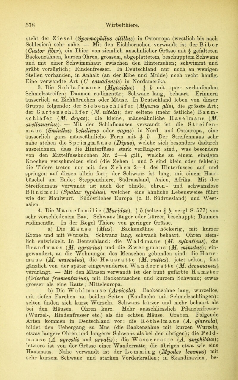 steht der Ziesel (SpermopJiilus citillus) in Osteuropa (westlich bis nach Schlesien) sehr nahe. — Mit den Eichhörnchen verwandt ist der Biber (Castor fiber), ein Thier von ziemlich ansehnlicher Grösse mit -J- gefalteten Backenzähnen, kurzen Ohren, grossem, abgeplattetem, beschupptem Schwanz und mit einer Schwimmhaut zwischen den Hinterzehen; schwimmt und gräbt vorzüglich; Bindenfresser. In Deutschland nur noch an wenigen Stellen vorhanden, in Anhalt (an der Elbe und Mulde) noch recht häufig. Eine verwandte Art (C. canadensis) in Nordamerika. 3. Die Schlafmäuse (Myoxidae). -f- b mit quer verlaufenden Schmelzstreifen; Daumen rudimentär; Schwanz lang, behaart. Erinnern äusserlich an Eichhörnchen oder Mäuse. In Deutschland leben von dieser Gruppe folgende: der Siebenschläfer (Myoxus glis), die grösste Art; der Gartenschläfer (M. nitela); der seltene (mehr östliche) Baum- schläfer (M. dryas); die kleine, mäuseähnliche Haselmaus (M. avellanarius). — Mit den Schlafmäusen verwandt ist die Streifen- maus (Sminthus betulinus oder vagus) in Nord- und Osteuropa, eine äusserlich ganz mäuseähnliche Form mit -J b. Der Streifenmaus sehr nahe stehen die Springmäuse (Dipus), welche sich besonders dadurch auszeichnen, dass die Hinterfüsse stark verlängert sind, was besonders von den Mittelfussknochen Nr. 2—4 gilt, welche zu einem einzigen Knochen verschmolzen sind (die Zehen 1 und 5 sind klein oder fehlen); die Thiere treten nur mit den Zehen 2—4 des Hinterfusses auf und springen auf diesen allein fort; der Schwanz ist lang, mit einem Haar- büschel am Ende; Steppenthiere, Südrussland, Asien, Afrika. Mit der Streifenmaus verwandt ist auch der blinde, ohren- und schwanzlose Blindmoll (Spalax typhlus), welcher eine ähnliche Lebensweise führt wie der Maulwurf. Südöstliches Europa (z. B. Südrussland) und West- asien. 4. Die Mäusefamilie (Muridae). -f b (selten \ b, vergl. S. 577) von sehr verschiedenem Bau. Schwanz länger oder kürzer, beschuppt; Daumen rudimentär. In der Hegel Thiere von geringer Grösse. a) Die Mäuse (Mus). Backenzähne höckerig, mit kurzer Krone und mit Wurzeln. Schwanz lang, schwach behaart. Ohren ziem- lich entwickelt. In Deutschland: die Waldmaus (M. sylvaticus), die Brandmaus (M. agrarius) und die Zwerg maus (M. minutus); ein- gewandert, an die Wohnungen des Menschen gebunden sind: die Haus- maus (M. musculus), die Hausratte (M. rattus), jetzt selten, fast gänzlich von der später eingewanderten Wanderratte (M. decumanus) verdrängt. — Mit den Mäusen verwandt ist der bunt gefärbte Hamster (Cricetus frumentarius), mit Backentaschen und kurzem Schwanz; etwas grösser als eine Batte; Mitteleuropa. b) Die Wühlmäuse (Arvicola). Backenzähne lang, wurzellos, mit tiefen Furchen an beiden Seiten (Kaufläche mit Schmelzschlingen); selten finden sich kurze Wurzeln. Schwanz kürzer und mehr behaart als bei den Mäusen. Ohren kurz. Mehr ausschliesslich Pflanzenfresser (Wurzel-, Bindenfresser etc.) als die echten Mäuse. Graben. Folgende Arten kommen in Deutschland vor: die Böthelmaus (A. glareola), bildet den Uebergang zu Mus (die Backenzähne mit kurzen Wurzeln, etwas längere Ohren und längerer Schwanz als bei den übrigen); die Feld- mäuse (A. agrestis und arvdlis); die Wasserratte (A. ampJiibius); letztere ist von der Grösse einer Wanderratte, die übrigen etwa wie eine Hausmaus. Nahe verwandt ist der Lemming (Myodes lemmus) mit sehr kurzem Schwanz und starken Vorderkrallen; in Skandinavien, be-