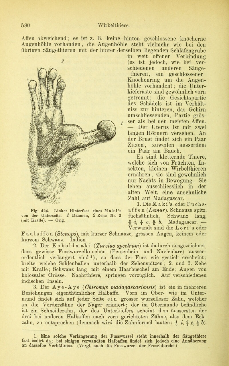 Affen abweichend; es ist z. B. keine hinten geschlossene knöcherne Augenhöhle vorhanden, die Augenhöhle steht vielmehr wie bei den übrigen Säugethieren mit der hinter derselben liegenden Schläfengrube in weit offener Verbindung (es ist jedoch, wie bei ver- schiedenen anderen Säuge- thieren , ein geschlossener Knochenring um die Augen- höhle vorhanden); die Unter- kieferäste sind gewöhnlich vorn getrennt; die Gesichtspartie des Schädels ist im Verhält- niss zur hinteren, das Gehirn umschliessenden, Partie grös- ser als bei den meisten Affen. — Der Uterus ist mit zwei langen Hörnern versehen. An der Brust findet sich ein Paar Zitzen, zuweilen ausserdem ein Paar am Bauch. Es sind kletternde Thiere, welche sich von Früchten, In- sekten, kleinen Wirbelthieren ernähren; sie sind gewöhnlich nur Nachts in Bewegung. Sie leben ausschliesslich in der alten Welt, eine ansehnliche Zahl auf Madagascar. l.DieMaki’s oderFuchs- af f e n {Lemur). Schnauze spitz, fuchsähnlich, Schwanz lang, -J h y f fr- Madagascar. — Verwandt sind die L o r i5 s oder Faulaffen (Stenops), mit kurzer Schnauze, grossen Augen, keinem oder kurzem Schwanz. Indien. 2. Der Koboldmaki (Tarsius Spectrum) ist dadurch ausgezeichnet, dass gewisse Fusswurzelknochen (Fersenbein und Naviculare) ausser- ordentlich verlängert sind1), so dass der Fuss wie gestielt erscheint; breite weiche Sohlenballen unterhalb der Zehenspitzen; 2. und 3. Zehe mit Kralle; Schwanz lang mit einem Haarbüschel am Ende; Augen von kolossaler Grösse. Nachtthiere, springen vorzüglich. Auf verschiedenen indischen Inseln. 3. Der Aye-Aye {Chiromys madagascariensis) ist ein in mehreren Beziehungen eigenthümlicher Halbaffe. Vorn im Ober- wie im Unter- mund findet sich auf jeder Seite ein grosser wurzelloser Zahn, welcher an die Vorderzähne der Nager erinnert; der im Obermunde befindliche ist ein Schneidezahn, der des Unterkiefers scheint dem äussersten der drei bei anderen Halbaffen nach vorn gerichteten Zähne, also dem Eck- zahn, zu entsprechen (demnach wird die Zahnformel lauten: £ i, y C, f b). 1) Eine solche Verlängerung der Fusswurzel steht innerhalb der Säugethiere fast isolirt da; bei einigen verwandten Halbaffen findet sich jedoch eine Annäherung an dasselbe Verhältniss. (Vergl. auch die Fusswurzel der Froschlurche.) Fig. 424. Linker Hinterfuss eines M a k i ’s von der Unterseite. 1 Daumen, 2 Zehe Nr. 2 (mit Kralle). — Orig.