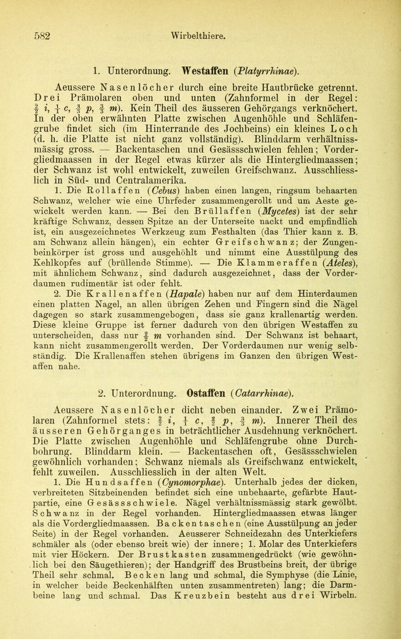 1. Unterordnung. Westaffen (.Platyrrhinae). Aeussere Nasenlöcher durch eine breite Hautbrücke getrennt. Drei Prämolaren oben und unten (Zahnformel in der Regel: I h t i Pi I m)• Kein Theil des äusseren Gehörgangs verknöchert. In der oben erwähnten Platte zwischen Augenhöhle und Schläfen- grube findet sich (im Hinterrande des Jochbeins) ein kleines Loch (d. h. die Platte ist nicht ganz vollständig). Blinddarm verhältniss- mässig gross. — Backentaschen und Gesässschwielen fehlen; Vorder - gliedmaassen in der Regel etwas kürzer als die Hintergliedmaassen; der Schwanz ist wohl entwickelt, zuweilen Greifschwanz. Ausschliess- lich in Süd- und Centralamerika. 1. Die Rollaffen (Cebus) haben einen langen, ringsum behaarten Schwanz, welcher wie eine Uhrfeder zusammengerollt und um Aeste ge- wickelt werden kann. — Bei den Brüllaffen (Mycetes) ist der sehr kräftige Schwanz, dessen Spitze an der Unterseite nackt und empfindlich ist, ein ausgezeichnetes Werkzeug zum Pesthalten (das Thier kann z. B. am Schwanz allein hängen), ein echter Greifschwanz; der Zungen- beinkörper ist gross und ausgehöhlt und nimmt eine Ausstülpung des Kehlkopfes auf (brüllende Stimme). — Die Klammeraffen (Ateles), mit ähnlichem Schwanz, sind dadurch ausgezeichnet, dass der Vorder- daumen rudimentär ist oder fehlt. 2. Die Krallenaffen (Hapale) haben nur auf dem Hinterdaumen einen platten Nagel, an allen übrigen Zehen und Fingern sind die Nägel dagegen so stark zusammengebogen, dass sie ganz krallenartig werden. Diese kleine Gruppe ist ferner dadurch von den übrigen Westaffen zu unterscheiden, dass nur -J m vorhanden sind. Der Schwanz ist behaart, kann nicht zusammengerollt werden. Der Vorderdaumen nur wenig selb- ständig. Die Krallenaffen stehen übrigens im Ganzen den übrigen West- affen nahe. 2. Unterordnung. Ostaffen (Catarrhinae). Aeussere Nasenlöcher dicht neben einander. Zwei Prämo- laren (Zahnformel stets: f t, { c, | jj, | 4 Innerer Theil des äusseren Gehörganges in beträchtlicher Ausdehnung verknöchert. Die Platte zwischen Augenhöhle und Schläfengrube ohne Durch- bohrung. Blinddarm klein. — Backentaschen oft, Gesässschwielen gewöhnlich vorhanden; Schwanz niemals als Greifschwanz entwickelt, fehlt zuweilen. Ausschliesslich in der alten Welt. 1. Die Hundsaffen (Cynomorphae). Unterhalb jedes der dicken, verbreiteten Sitzbeinenden befindet sich eine unbehaarte, gefärbte Haut- partie, eine Gesässschwiele. Nägel verhältnissmässig stark gewölbt. S c h w a nz in der Regel vorhanden. Hintergliedmaassen etwas länger als die Vordergliedmaassen. Backentaschen (eine Ausstülpung an jeder Seite) in der Regel vorhanden. Aeusserer Schneidezahn des Unterkiefers schmäler als (oder ebenso breit wie) der innere; 1. Molar des Unterkiefers mit vier Höckern. Der Brustkasten zusammengedrückt (wie gewöhn- lich bei den Säugethieren); der Handgriff des Brustbeins breit, der übrige Theil sehr schmal. Becken lang und schmal, die Symphyse (die Linie, in welcher beide Beckenhälften unten zusammentreten) lang; die Darm- beine lang und schmal. Das Kreuzbein besteht aus drei Wirbeln.