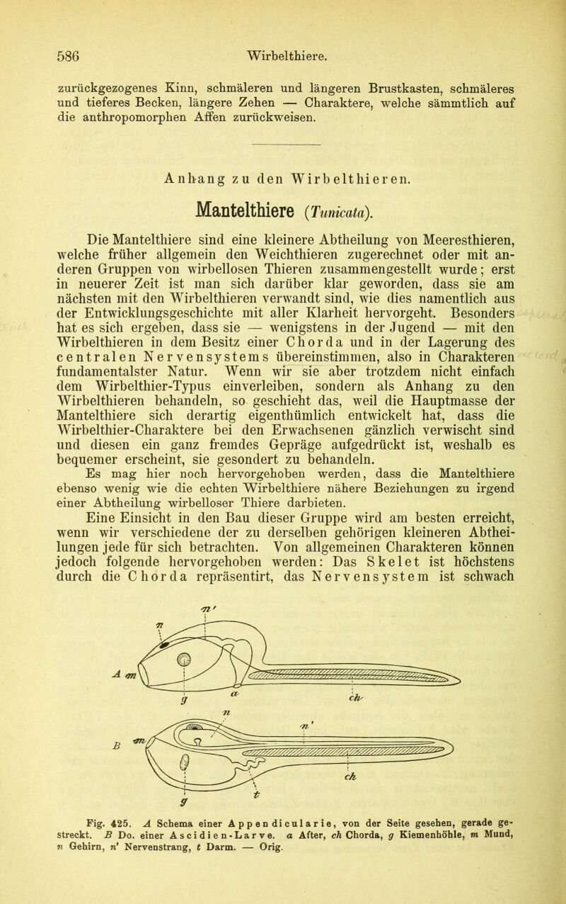 zurückgezogenes Kinn, schmäleren und längeren Brustkasten, schmäleres und tieferes Becken, längere Zehen — Charaktere, welche sämmtlich auf die anthropomorphen Affen zurückweisen. Anhang zu den Wirb eit hier en. Mantelthiere (Tmicata). Die Mantelthiere sind eine kleinere Abtheilung von Meeresthieren, welche früher allgemein den Weichthieren zugerechnet oder mit an- deren Gruppen von wirbellosen Thieren zusammengestellt wurde; erst in neuerer Zeit ist man sich darüber klar geworden, dass sie am nächsten mit den Wirbelthieren verwandt sind, wie dies namentlich aus der Entwicklungsgeschichte mit aller Klarheit hervorgeht. Besonders hat es sich ergeben, dass sie — wenigstens in der Jugend — mit den Wirbelthieren in dem Besitz einer Chorda und in der Lagerung des centralen Nervensystems übereinstimmen, also in Charakteren fundamentalster Natur. Wenn wir sie aber trotzdem nicht einfach dem Wirbelthier-Typus einverleiben, sondern als Anhang zu den Wirbelthieren behandeln, so geschieht das, weil die Hauptmasse der Mantelthiere sich derartig eigenthümlich entwickelt hat, dass die Wirbelthier-Charaktere bei den Erwachsenen gänzlich verwischt sind und diesen ein ganz fremdes Gepräge aufgedrückt ist, weshalb es bequemer erscheint, sie gesondert zu behandeln. Es mag hier noch hervorgehoben werden, dass die Mantelthiere ebenso wenig wie die echten Wirbelthiere nähere Beziehungen zu irgend einer Abtheilung wirbelloser Thiere darbieten. Eine Einsicht in den Bau dieser Gruppe wird am besten erreicht, wenn wir verschiedene der zu derselben gehörigen kleineren Abthei- lungen jede für sich betrachten. Von allgemeinen Charakteren können jedoch folgende hervorgehoben werden: Das Skelet ist höchstens durch die Chorda repräsentirt, das Nervensystem ist schwach Fig. 425. A Schema einer Appendicularie, von der Seite gesehen, gerade ge- streckt. B Do. einer Ascidien-Larve. a After, ch Chorda, g Kiemenhöhle, m Mund, n Gehirn, n* Nervenstrang, t Darm. — Orig.