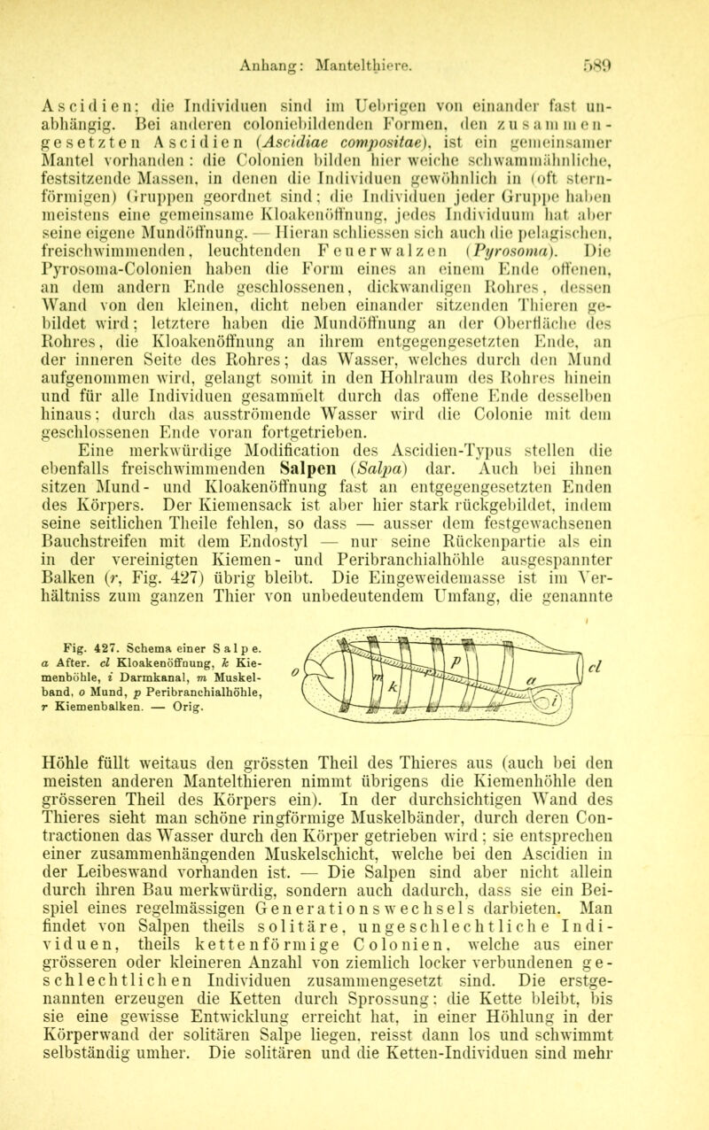 Ascidien: die Individuen sind im Uebrigen von einander fast un- abhängig. Bei anderen coloniebildenden Formen, den zusammen- gesetzten Ascidien (Ascidiae compositae), ist ein gemeinsamer Mantel vorhanden : die Colonien bilden hier weiche schwammähnliche, festsitzende Massen, in denen die Individuen gewöhnlich in (oft stern- förmigen) Gruppen geordnet sind; die Individuen jeder Gruppe haben meistens eine gemeinsame Kloakenöffnung, jedes Individuum hat aber seine eigene Mundöffnung. — Hieran schliessen sich auch die pelagischen, freischwimmenden, leuchtenden Feuerwalzen (Pyrosoma). Die Pyrosoma-Colonien haben die Form eines an einem Ende offenen, an dem andern Ende geschlossenen, dickwandigen Rohres, dessen Wand von den kleinen, dicht neben einander sitzenden Thieren ge- bildet wird; letztere haben die Mundöffnung an der Oberfläche des Rohres, die Kloakenöffnung an ihrem entgegengesetzten Ende, an der inneren Seite des Rohres; das Wasser, welches durch den Mund aufgenommen wird, gelangt somit in den Hohlraum des Rohres hinein und für alle Individuen gesammelt durch das offene Ende desselben hinaus; durch das ausströmende Wasser wird die Colonie mit dem geschlossenen Ende voran fortgetrieben. Eine merkwürdige Modification des Ascidien-Typus stellen die ebenfalls freischwimmenden Salpen (Salpa) dar. Auch bei ihnen sitzen Mund- und Kloakenöffnung fast an entgegengesetzten Enden des Körpers. Der Kiemensack ist aber hier stark rückgebildet, indem seine seitlichen Theile fehlen, so dass — ausser dem festgewachsenen Bauchstreifen mit dem Endostyl — nur seine Rückenpartie als ein in der vereinigten Kiemen- und Peribranchialhöhle ausgespannter Balken (r, Fig. 427) übrig bleibt. Die Eingeweidemasse ist im Yer- hältniss zum ganzen Thier von unbedeutendem Umfang, die genannte Fig. 427. Schema einer Salpe. a After, cl Kloakenöffnung, Je Kie- menböhle, i Darmkanal, m Muskel- band, o Mund, p Peribranchialhöhle, r Kiemenbalken. — Orig. Höhle füllt weitaus den grössten Theil des Thieres aus (auch bei den meisten anderen Mantelthieren nimmt übrigens die Kiemenhöhle den grösseren Theil des Körpers ein). In der durchsichtigen Wand des Thieres sieht man schöne ringförmige Muskelbänder, durch deren Con- tractionen das Wasser durch den Körper getrieben wird; sie entsprechen einer zusammenhängenden Muskelschicht, welche bei den Ascidien in der Leibeswand vorhanden ist, — Die Salpen sind aber nicht allein durch ihren Bau merkwürdig, sondern auch dadurch, dass sie ein Bei- spiel eines regelmässigen Generationswechsels darbieten. Man findet von Salpen theils solitäre, ungeschlechtliche Indi- viduen, theils kettenförmige Colonien, welche aus einer grösseren oder kleineren Anzahl von ziemlich locker verbundenen ge- schlechtlichen Individuen zusammengesetzt sind. Die erstge- nannten erzeugen die Ketten durch Sprossung: die Kette bleibt, bis sie eine gewisse Entwicklung erreicht hat, in einer Höhlung in der Körperwand der solitären Salpe liegen, reisst dann los und schwimmt selbständig umher. Die solitären und die Ketten-Individuen sind mehr