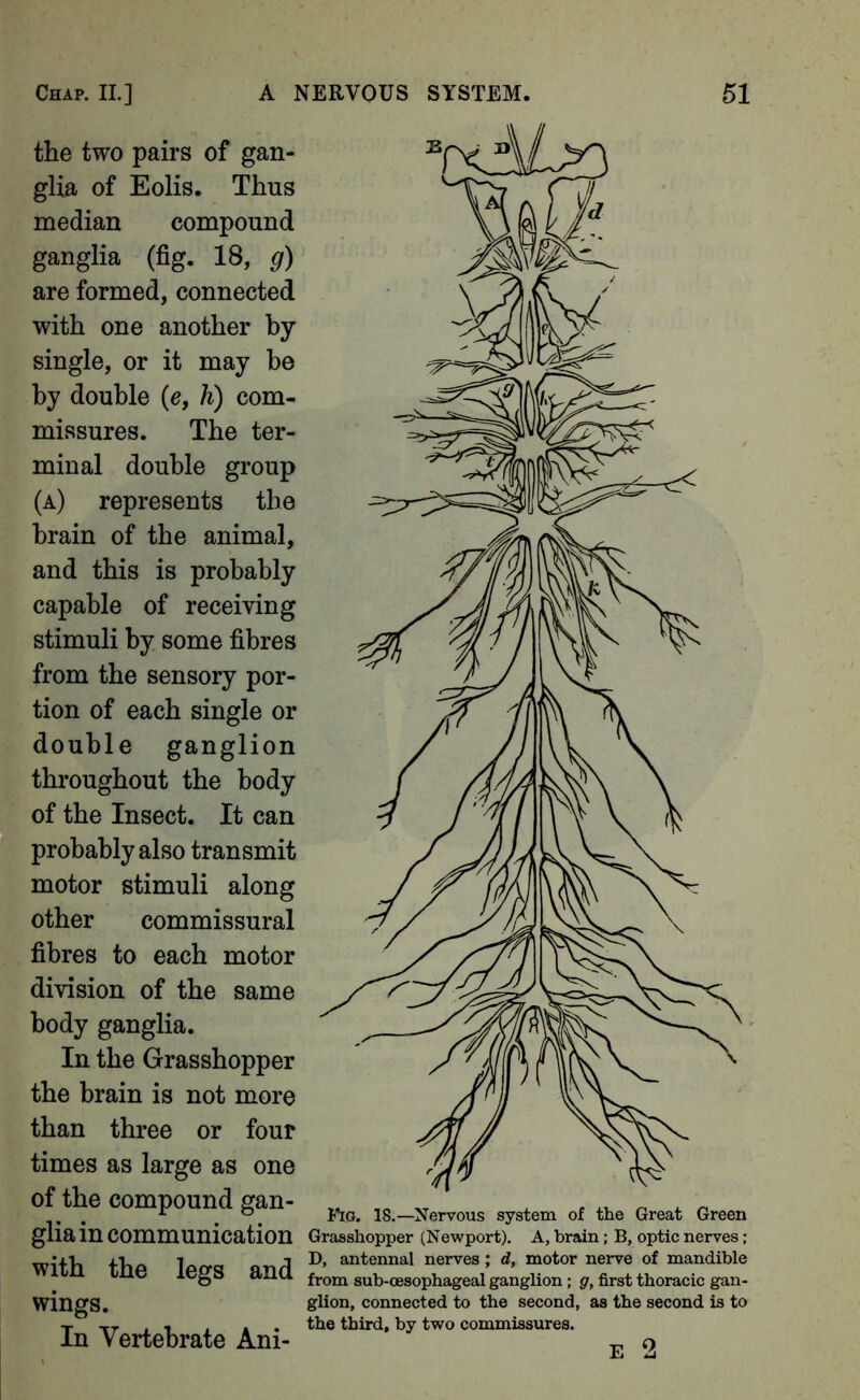 the two pairs of gan* glia of Eolis. Thus median compound ganglia (fig. 18, g) are formed, connected with one another by single, or it may be by double {e, h) com- missures. The ter- minal double group (a) represents the brain of the animal, and this is probably capable of receiving stimuli by some fibres from the sensory por- tion of each single or double ganglion throughout the body of the Insect. It can probably also transmit motor stimuli along other commissural fibres to each motor division of the same body ganglia. In the Grasshopper the brain is not more than three or four times as large as one of the compound gan- „ . c ^ ^ ^ Fig. 18.—Nervous system of the Great Green glia in communication Grasshopper (Newport). A, brain; B, optic nerves; D, antennal nerves; d, motor nerve of mandible from sub-cesophageal ganglion; g, first thoracic gan- glion, connected to the second, as the second is to the third, by two commissures. E 2 with the legs and wings. In Vertebrate Ani-