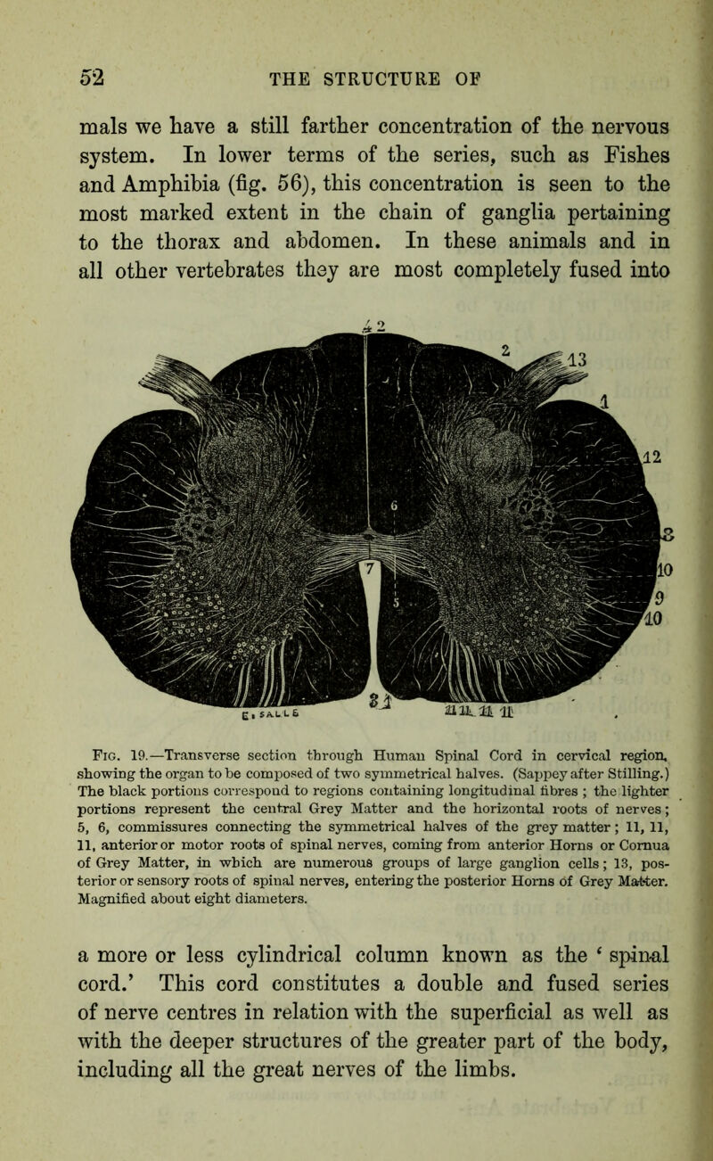 mals we have a still farther concentration of the nervous system. In lower terms of the series, such as Fishes and Amphibia (fig. 56), this concentration is seen to the most marked extent in the chain of ganglia pertaining to the thorax and abdomen. In these animals and in all other vertebrates they are most completely fused into Fig. 19.—Transverse seetion through Human Spinal Cord in cervical region, showing the organ to be composed of two symmetrical halves. (Sappey after Stilling.) The black portions correspond to regions containing longitudinal libres ; the lighter portions represent the central Grey Matter and the horizontal roots of nerves; 5, 6, commissures connecting the symmetrical halves of the grey matter; 11, 11, 11, anterior or motor roots of spinal nerves, coming from anterior Horns or Cornua of Grey Matter, in which are numerous groups of large ganglion cells; 13, pos- terior or sensory roots of spinal nerves, entering the posterior Horns of Grey Mat-ter. Magnified about eight diameters. a more or less cylindrical column known as the ‘ spin-al cord.’ This cord constitutes a double and fused series of nerve centres in relation with the superficial as well as with the deeper structures of the greater part of the body, including all the great nerves of the limbs.