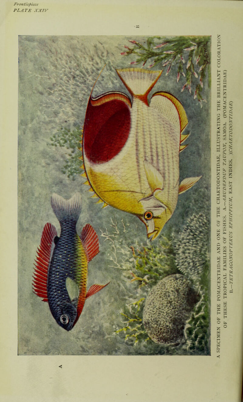 Frontis/>iece plate XXIV < A SPECIMEN OF THE POMACENTRIDAE AND ONE OF THE CHAETODONTIDAE, ILLUSTRATING THE BRILLIANT COLORATION OF THESE TROPICAL FAMILIES OF FISHES. A.—ABUDEFDUF TAUPOX, SAMOA. (POM.\CENTRIDAE) Yi.—TETEAGOXOPTEEUS EPHIPFIUM, EAST INDIES. \{CHAETODONTIDAE)