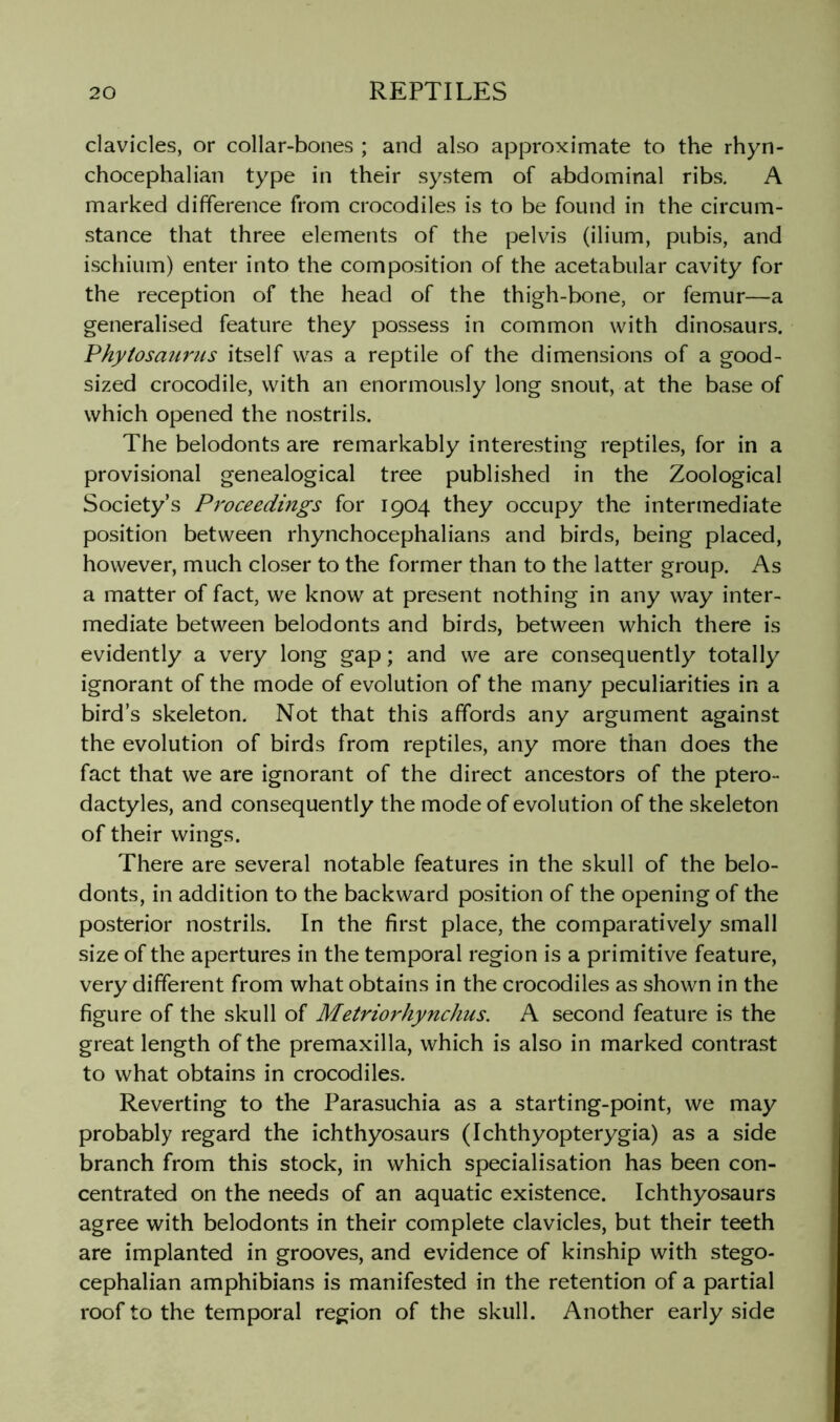 clavicles, or collar-bones ; and also approximate to the rhyn- chocephalian type in their system of abdominal ribs. A marked difference from crocodiles is to be found in the circum- stance that three elements of the pelvis (ilium, pubis, and ischium) enter into the composition of the acetabular cavity for the reception of the head of the thigh-bone, or femur—a generalised feature they possess in common with dinosaurs. Phytosmirns itself was a reptile of the dimensions of a good- sized crocodile, with an enormously long snout, at the base of which opened the nostrils. The belodonts are remarkably interesting reptiles, for in a provisional genealogical tree published in the Zoological Society’s Proceedings for 1904 they occupy the intermediate position between rhynchocephalians and birds, being placed, however, much closer to the former than to the latter group. As a matter of fact, we know at present nothing in any way inter- mediate between belodonts and birds, between which there is evidently a very long gap; and we are consequently totally ignorant of the mode of evolution of the many peculiarities in a bird’s skeleton. Not that this affords any argument against the evolution of birds from reptiles, any more than does the fact that we are ignorant of the direct ancestors of the ptero- dactyles, and consequently the mode of evolution of the skeleton of their wings. There are several notable features in the skull of the belo- donts, in addition to the backward position of the opening of the posterior nostrils. In the first place, the comparatively small size of the apertures in the temporal region is a primitive feature, very different from what obtains in the crocodiles as shown in the figure of the skull of Metriorhynchus. A second feature is the great length of the premaxilla, which is also in marked contrast to what obtains in crocodiles. Reverting to the Parasuchia as a starting-point, we may probably regard the ichthyosaurs (Ichthyopterygia) as a side branch from this stock, in which specialisation has been con- centrated on the needs of an aquatic existence. Ichthyosaurs agree with belodonts in their complete clavicles, but their teeth are implanted in grooves, and evidence of kinship with stego- cephalian amphibians is manifested in the retention of a partial roof to the temporal region of the skull. Another early side