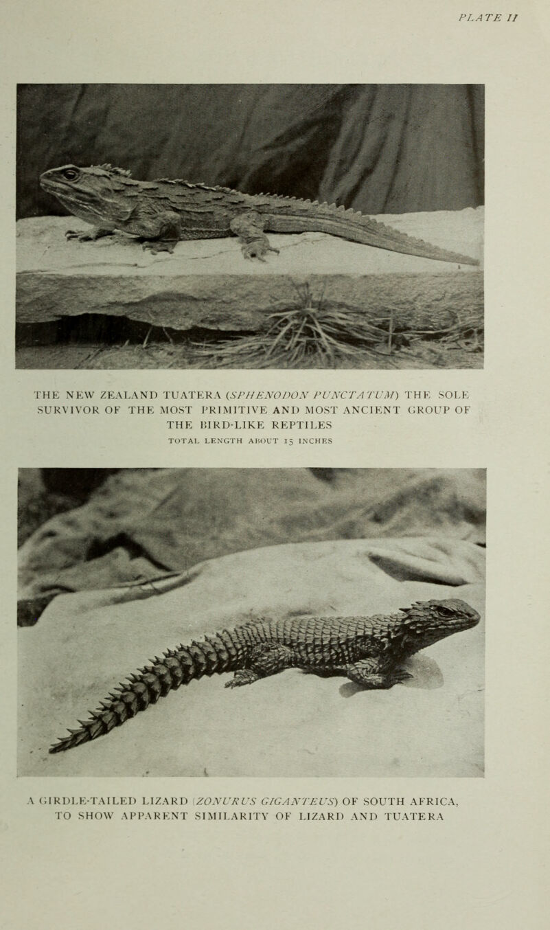 PLATE II THE NEW ZEALAND TUATERA {SFHENODOX PUNCTATUM) THE SOLE SURVIVOR OF THE MOST PRIMITIVE AND MOST ANCIENT (JROUP OF THE P,IRD-LIKE REPTH.ES TOTAl. LENGTH ABOUT 15 INCHES A OIRDLE-TAILED LIZARD ZOXURUS GIGANTEUS) OF SOUTH AFRICA, TO SHOW APPARENT SIMILARITV OF LIZARD AND TUATERA