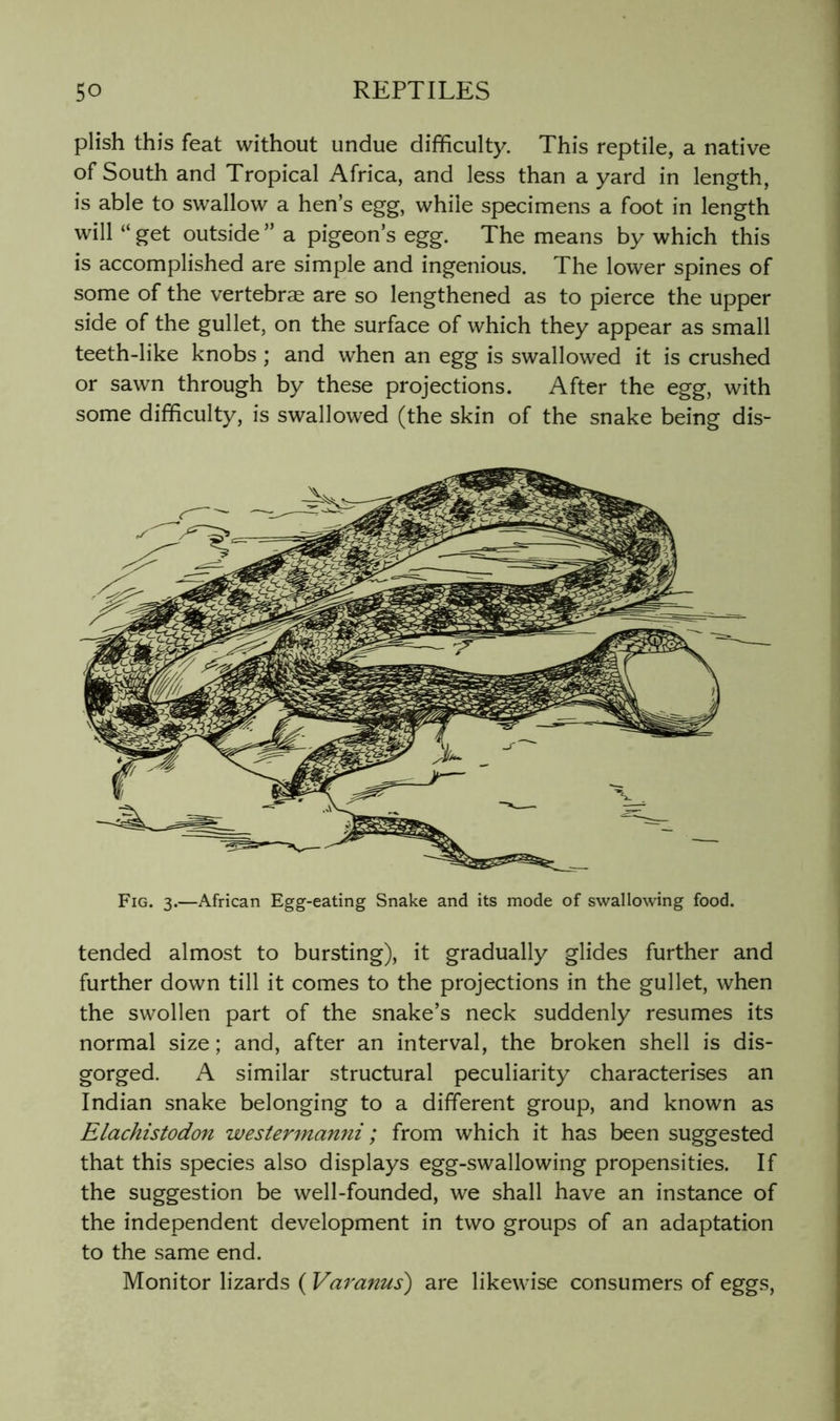 plish this feat without undue difficulty. This reptile, a native of South and Tropical Africa, and less than a yard in length, is able to swallow a hen’s egg, while specimens a foot in length will “ get outside ” a pigeon’s egg. The means by which this is accomplished are simple and ingenious. The lower spines of some of the vertebrae are so lengthened as to pierce the upper side of the gullet, on the surface of which they appear as small teeth-like knobs; and when an egg is swallowed it is crushed or sawn through by these projections. After the egg, with some difficulty, is swallowed (the skin of the snake being dis- Fig. 3.—African Egg-eating Snake and its mode of swallowing food. tended almost to bursting), it gradually glides further and further down till it comes to the projections in the gullet, when the swollen part of the snake’s neck suddenly resumes its normal size; and, after an interval, the broken shell is dis- gorged. A similar structural peculiarity characterises an Indian snake belonging to a different group, and known as Elachistodon westermanni; from which it has been suggested that this species also displays egg-swallowing propensities. If the suggestion be well-founded, we shall have an instance of the independent development in two groups of an adaptation to the same end. Monitor lizards ( Varanus) are likewise consumers of eggs,