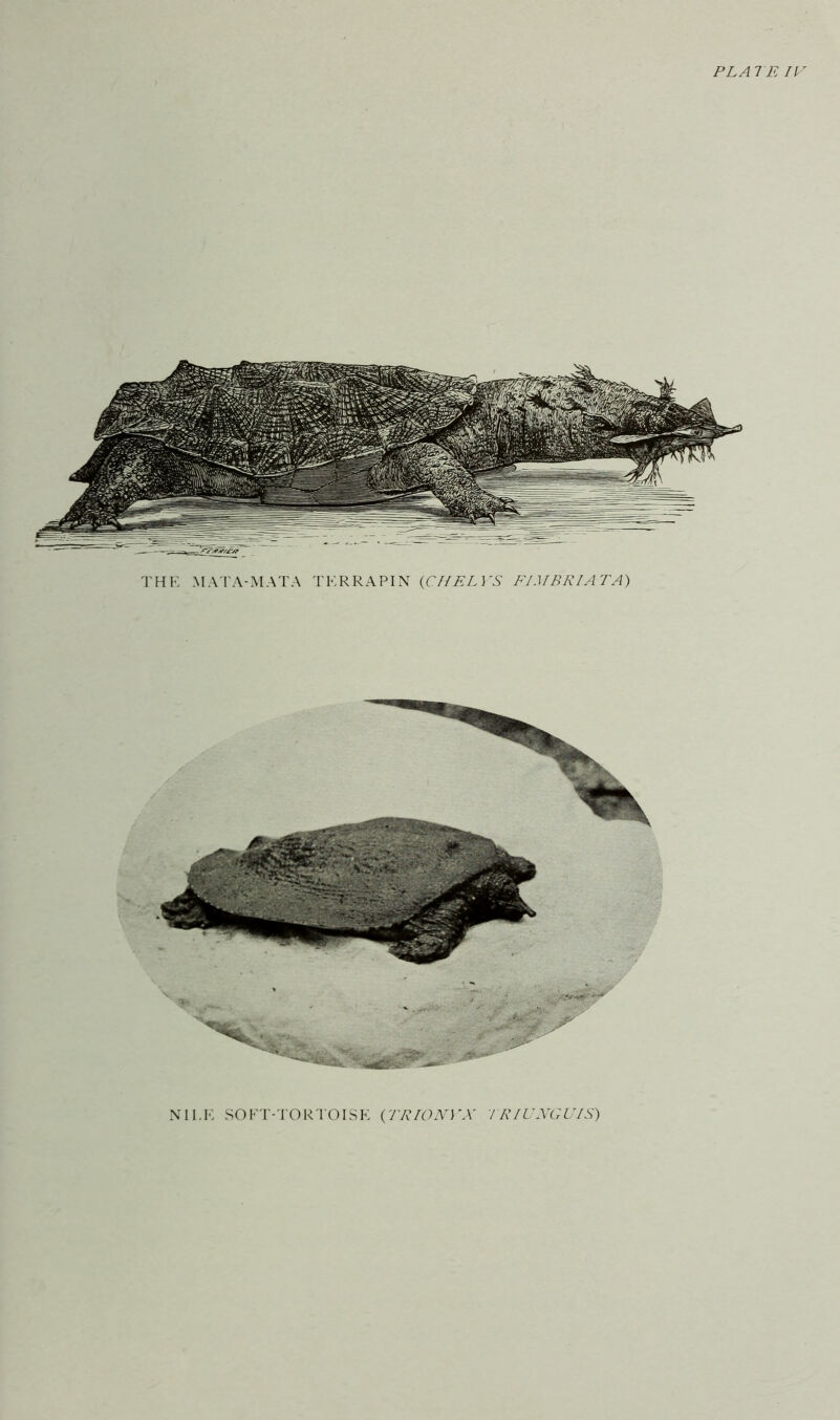 PLAlE IV THE >E\TA-MATA TERRAPIN {CIIELVS FIMBRIAE A) MI.E SOFT-'I'ORTOISE {ERIONVX IRIUNGVIS)