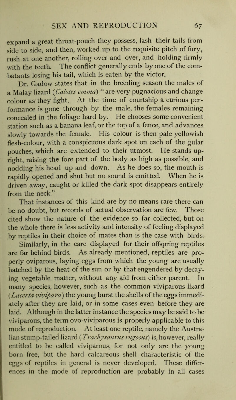 expand a great throat-pouch they possess, lash their tails from side to side, and then, worked up to the requisite pitch of fury, rush at one another, rolling over and over, and holding firmly with the teeth. The conflict generally ends by one of the com- batants losing his tail, which is eaten by the victor. Dr. Gadow states that in the breeding season the males of a Malay lizard {Calotes emma) “ are very pugnacious and change colour as they fight. At the time of courtship a curious per- formance is gone through by the male, the females remaining concealed in the foliage hard by. He chooses some convenient station such as a banana leaf, or the top of a fence, and advances slowly towards the female. His colour is then pale yellowish flesh-colour, with a conspicuous dark spot on each of the gular pouches, which are extended to their utmost. He stands up- right, raising the fore part of the body as high as possible, and nodding his head up and down. As he does so, the mouth is rapidly opened and shut but no sound is emitted. When he is driven away, caught or killed the dark spot disappears entirely from the neck.” That instances of this kind are by no means rare there can be no doubt, but records of actual observation are few. Those cited show the nature of the evidence so far collected, but on the whole there is less activity and intensity of feeling displayed by reptiles in their choice of mates than is the case with birds. Similarly, in the care displayed for their offspring reptiles are far behind birds. As already mentioned, reptiles are pro- perly oviparous, laying eggs from which the young are usually hatched by the heat of the sun or by that engendered by decay- ing vegetable matter, without any aid from either parent. In many species, however, such as the common viviparous lizard {Lacerta vivipard) the young burst the shells of the eggs immedi- ately after they are laid, or in some cases even before they are laid. Although in the latter instance the species may be said to be viviparous, the term ovo-viviparous is properly applicable to this mode of reproduction. At least one reptile, namely the Austra- lian stump-tailed lizard {Trachysaurus rugosus) is, however, really entitled to be called vivi[)arous, for not only are the young born free, but the hard calcareous shell characteristic of the eggs of reptiles in general is never developed. These differ- ences in the mode of reproduction are probably in all cases