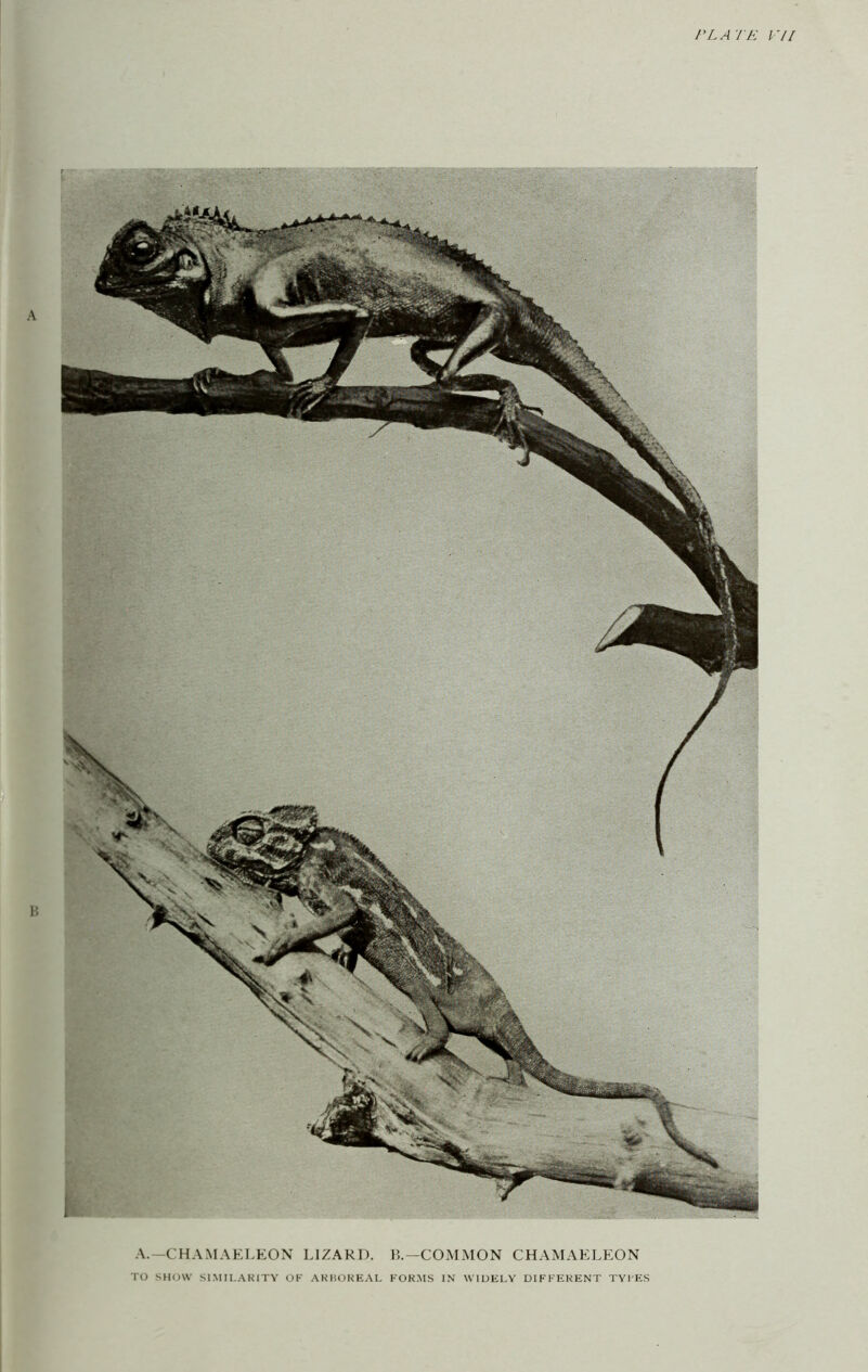 A A. -CHAMAELEON LIZARD. R—COMMON CHAMAELEON TO SflOW S1MII,.\K1TY OK AKHOKE.VL KOK.MS IN WIDELY DIFKEKENT TYl'ES