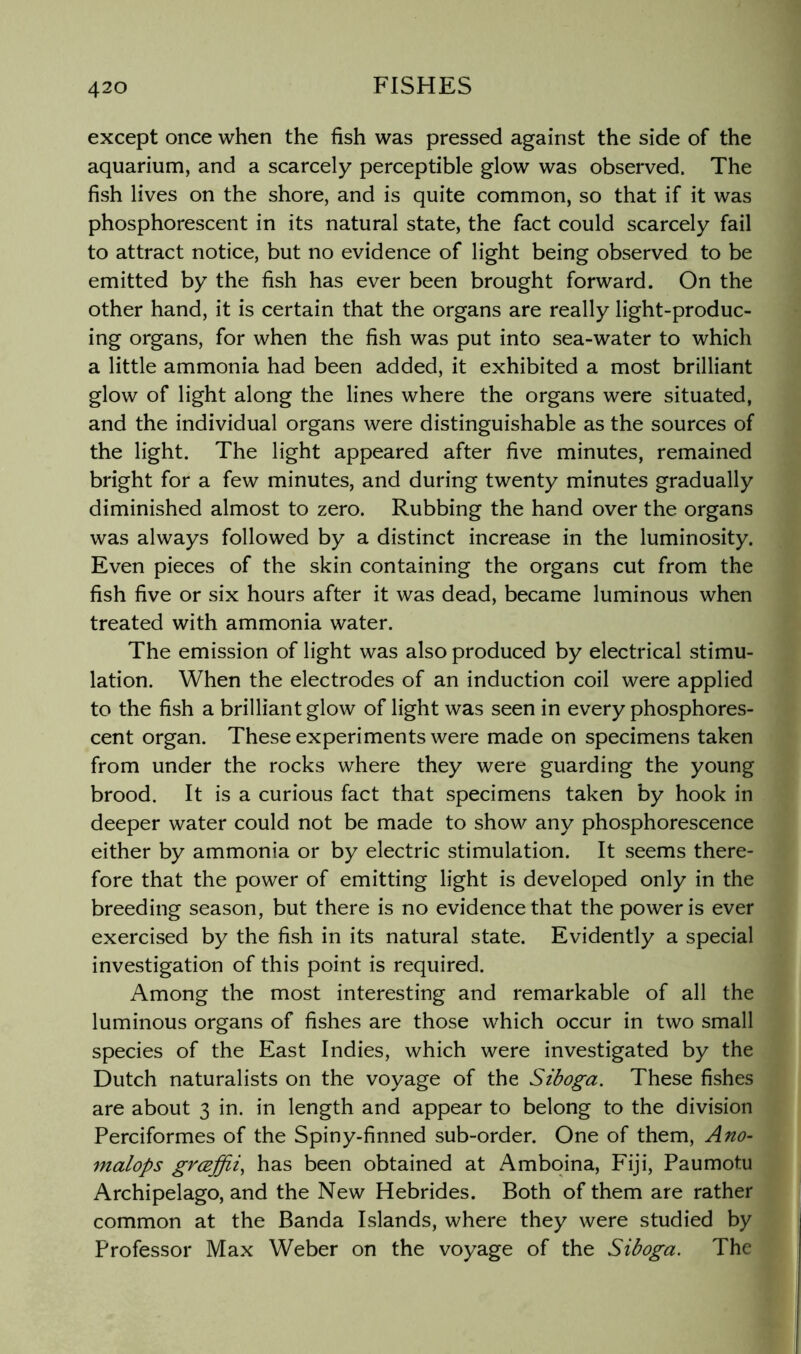 except once when the fish was pressed against the side of the aquarium, and a scarcely perceptible glow was observed. The fish lives on the shore, and is quite common, so that if it was phosphorescent in its natural state, the fact could scarcely fail to attract notice, but no evidence of light being observed to be emitted by the fish has ever been brought forward. On the other hand, it is certain that the organs are really light-produc- ing organs, for when the fish was put into sea-water to which a little ammonia had been added, it exhibited a most brilliant glow of light along the lines where the organs were situated, and the individual organs were distinguishable as the sources of the light. The light appeared after five minutes, remained bright for a few minutes, and during twenty minutes gradually diminished almost to zero. Rubbing the hand over the organs was always followed by a distinct increase in the luminosity. Even pieces of the skin containing the organs cut from the fish five or six hours after it was dead, became luminous when treated with ammonia water. The emission of light was also produced by electrical stimu- lation. When the electrodes of an induction coil were applied to the fish a brilliant glow of light was seen in every phosphores- cent organ. These experiments were made on specimens taken from under the rocks where they were guarding the young brood. It is a curious fact that specimens taken by hook in deeper water could not be made to show any phosphorescence either by ammonia or by electric stimulation. It seems there- fore that the power of emitting light is developed only in the breeding season, but there is no evidence that the power is ever exercised by the fish in its natural state. Evidently a special investigation of this point is required. Among the most interesting and remarkable of all the luminous organs of fishes are those which occur in two small species of the East Indies, which were investigated by the Dutch naturalists on the voyage of the Siboga. These fishes are about 3 in. in length and appear to belong to the division Perciformes of the Spiny-finned sub-order. One of them, Ano- malops grceffii, has been obtained at Ambqina, Fiji, Paumotu I Archipelago, and the New Hebrides. Both of them are rather H common at the Banda Islands, where they were studied by S Professor Max Weber on the voyage of the Siboga. The ®