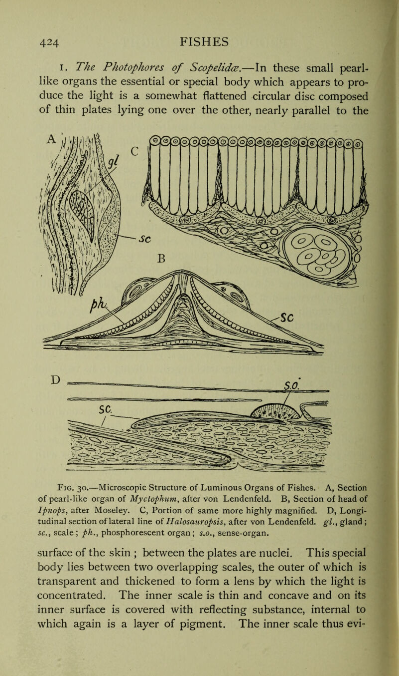 I. The Photophores of Scopelidce,—In these small pearl- like organs the essential or special body which appears to pro- duce the light is a somewhat flattened circular disc composed of thin plates lying one over the other, nearly parallel to the Fig. 30.—Microscopic Structure of Luminous Organs of Fishes. A, Section of pearl-like organ of Myctophum, after von Lendenfeld. B, Section of head of Ipnops, after Moseley. C, Portion of same more highly magnified. D, Longi- tudinal section of lateral line of Halosauropsis, after von Lendenfeld. gl., gland ; sc., scale; ph., phosphorescent organ; s.o., sense-organ. surface of the skin ; between the plates are nuclei. This special body lies between two overlapping scales, the outer of which is transparent and thickened to form a lens by which the light is concentrated. The inner scale is thin and concave and on its inner surface is covered with reflecting substance, internal to which again is a layer of pigment. The inner scale thus evi-
